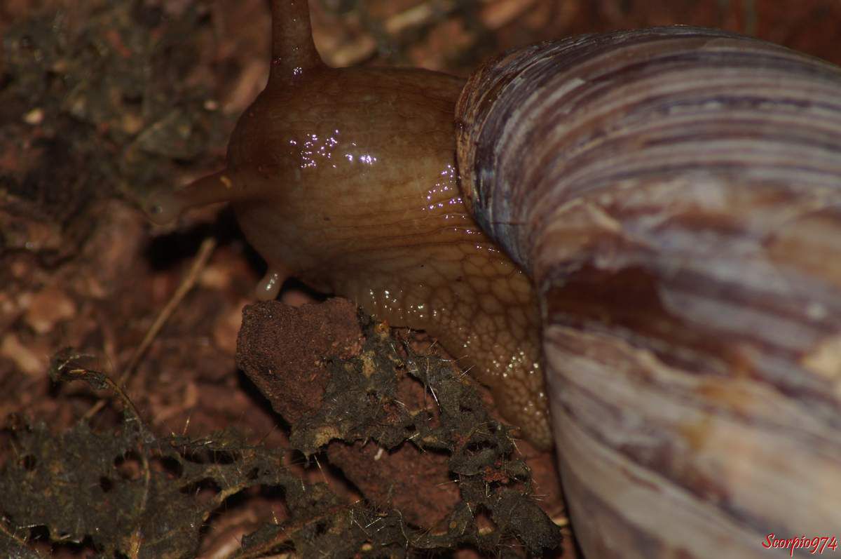 Achatina immaculata (Lamark, 1822), Escargot géant d'Afrique, gastéropodes, mollusque, escargot, gros escargot, escargot géant