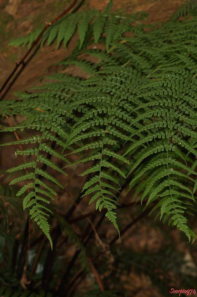 Fougère, fougère subendémique de la Réunion, fougère subendémique, fougère subendémique de la Réunion, fougère subendémique 974, fougère Réunion, fougère 974, Dryopteris aquilinoides, Dryopteris aquilinoides ((Desv.) C.Chr., 1905)