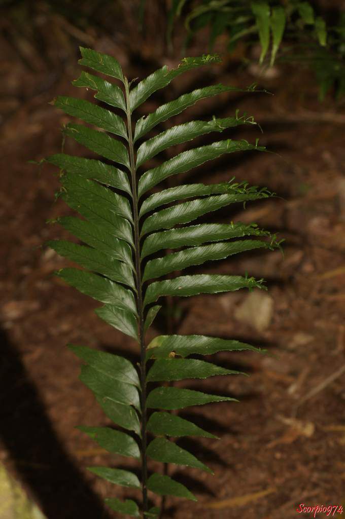 Asplenium balfourii Baker, Asplenium lineatum Sw., Asplenium mascarenhense Fée, Asplenium nodulosum Kaulf. ex Spreng, Asplenium viviparum (L. f.) C. Presl var. lineatum (Sw.) Tardieu, Asplenium daucifolium Lam. var. lineatum, Asplenium daucifolium, fougère, fougère de la Réunion, fougère 974, fougère Réunion, Fougère épiphyte, fougère gemmifère, fougère épiphyte 974, fougère épiphyte Réunion, Fougère gemmifère 974, fougère gemmifère Réunion.