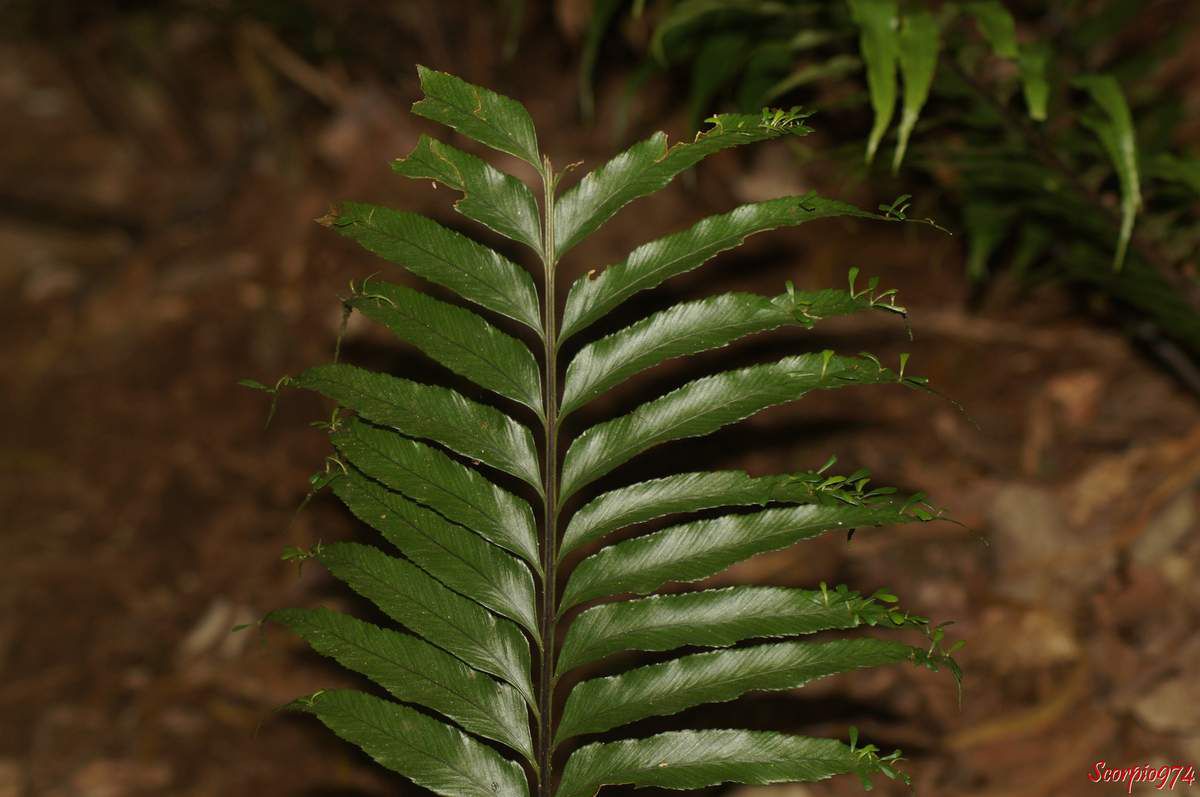 La fougère Asplenium daucifolium (Asplenium daucifolium  Lam. var. lineatum).