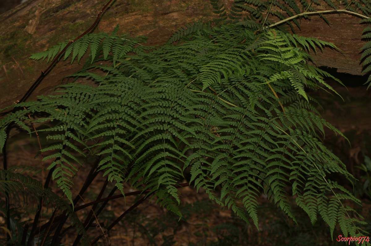 Fougère, fougère subendémique de la Réunion, fougère subendémique, fougère subendémique de la Réunion, fougère subendémique 974, fougère Réunion, fougère 974, Dryopteris aquilinoides, Dryopteris aquilinoides ((Desv.) C.Chr., 1905)