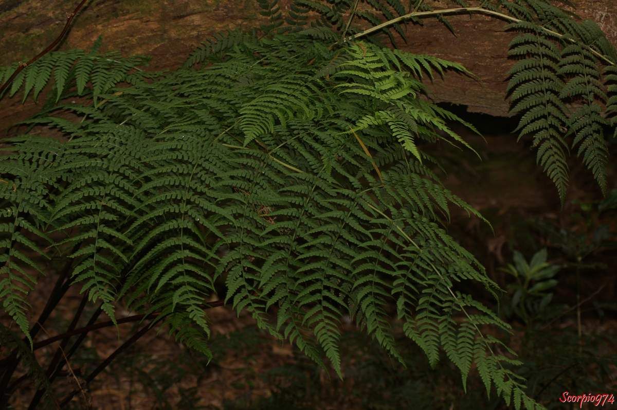 Fougère, fougère subendémique de la Réunion, fougère subendémique, fougère subendémique de la Réunion, fougère subendémique 974, fougère Réunion, fougère 974, Dryopteris aquilinoides, Dryopteris aquilinoides ((Desv.) C.Chr., 1905)