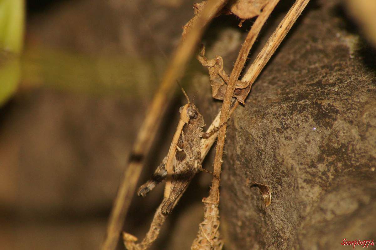 Un Criquet Oedipode émeraudine (Aiolopus thlasinus (Fabricius, 1781)).