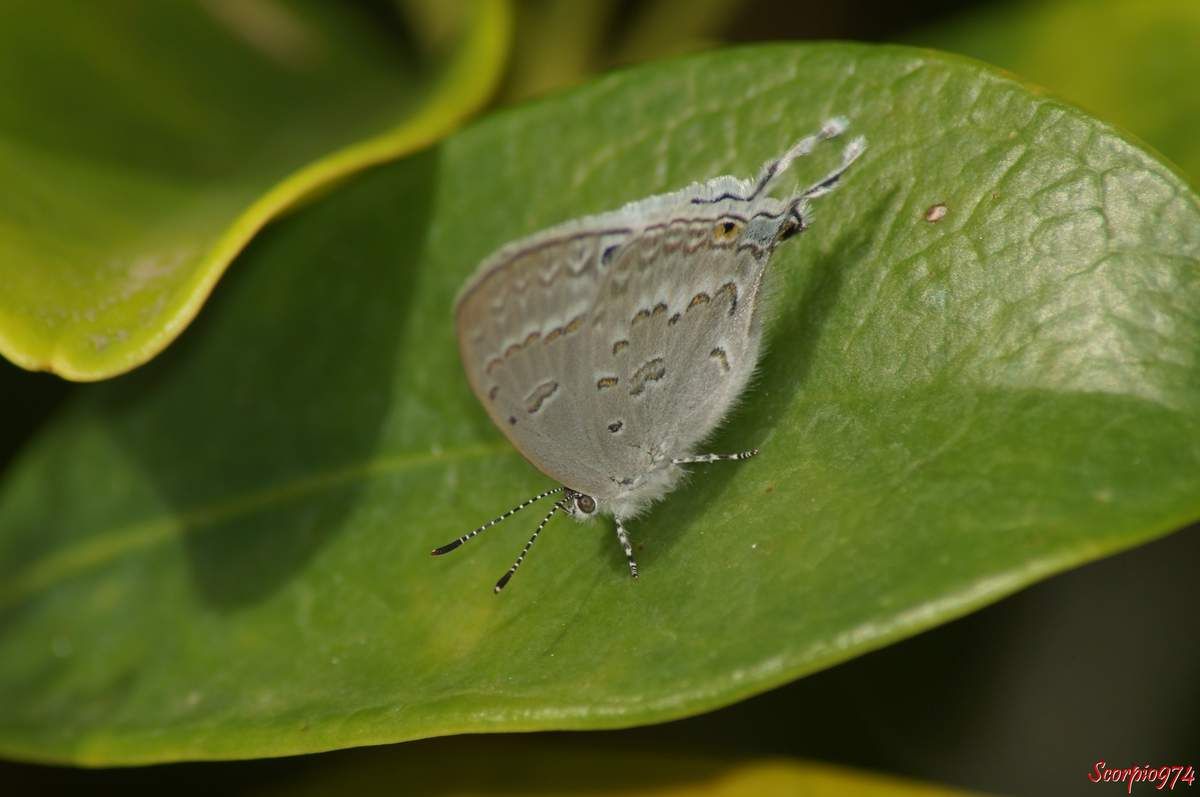 Un papillon Leptomyrina phidias (Fabricius, 1793).