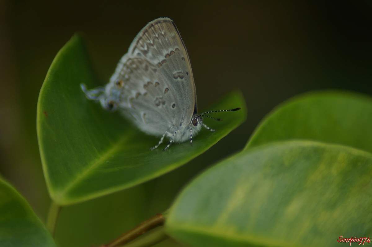 Leptomyrina phidias, Leptomyrina phidias (Fabricius, 1793), papillon, petit papillon, papillon de la Réunion, papillon Réunion, papillon 974, Petit papillon de la Réunion, Petit papillon 974, petit papillon Réunion, 
