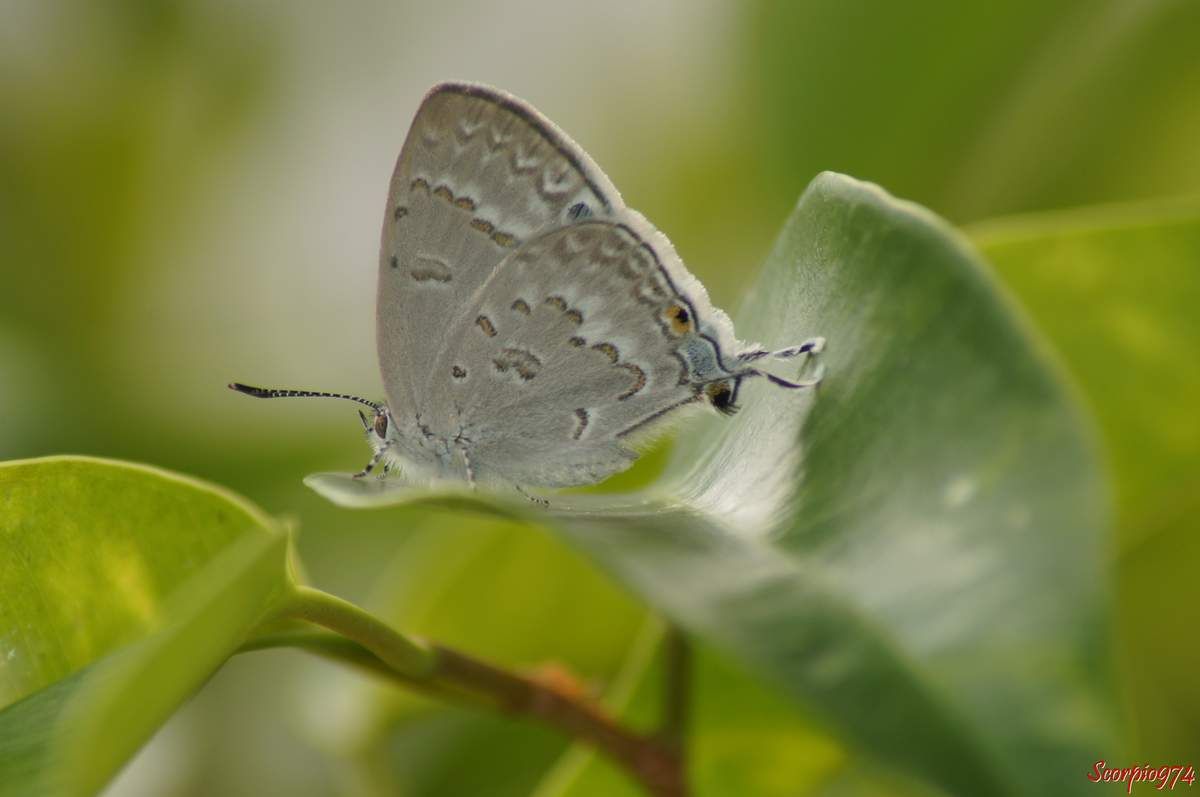 Leptomyrina phidias, Leptomyrina phidias (Fabricius, 1793), papillon, petit papillon, papillon de la Réunion, papillon Réunion, papillon 974, Petit papillon de la Réunion, Petit papillon 974, petit papillon Réunion, 