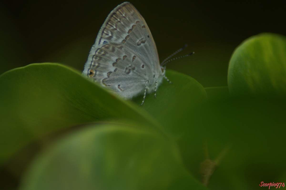 Leptomyrina phidias, Leptomyrina phidias (Fabricius, 1793), papillon, petit papillon, papillon de la Réunion, papillon Réunion, papillon 974, Petit papillon de la Réunion, Petit papillon 974, petit papillon Réunion, 