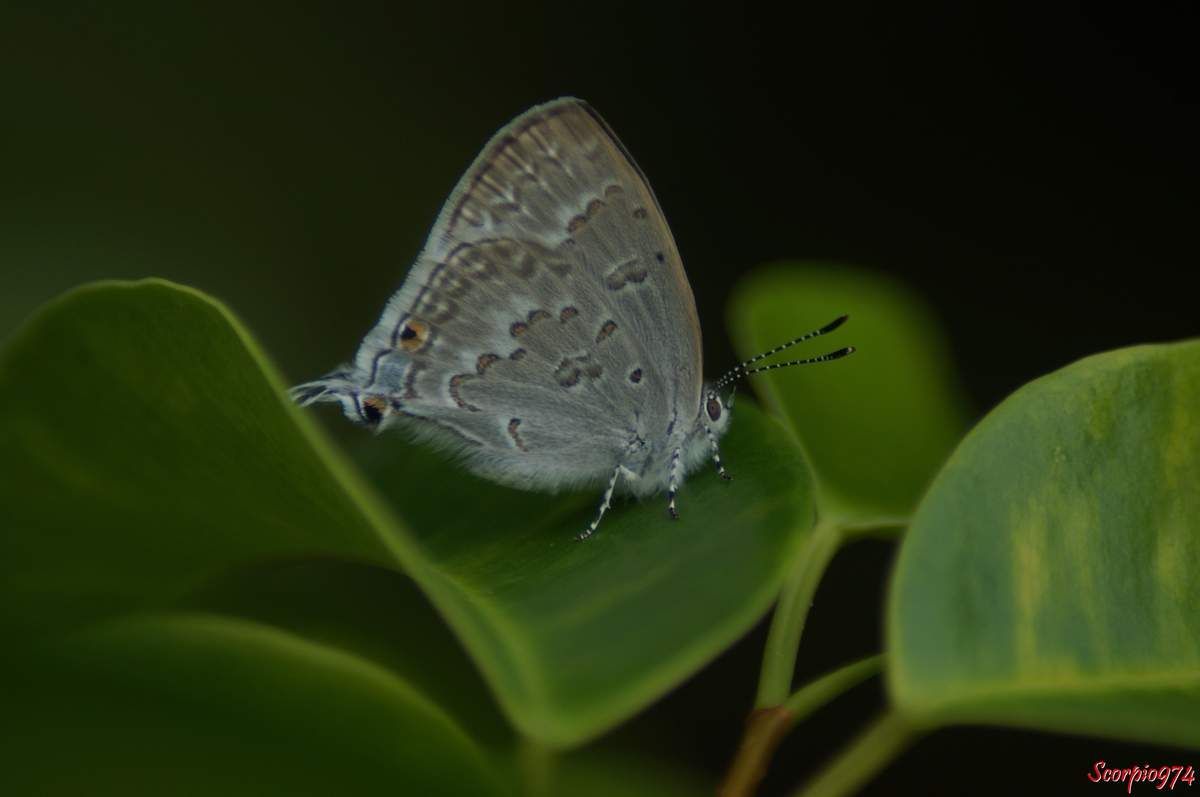 Leptomyrina phidias, Leptomyrina phidias (Fabricius, 1793), papillon, petit papillon, papillon de la Réunion, papillon Réunion, papillon 974, Petit papillon de la Réunion, Petit papillon 974, petit papillon Réunion, 