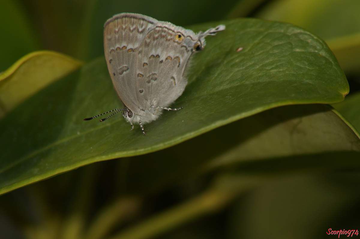 Leptomyrina phidias, Leptomyrina phidias (Fabricius, 1793), papillon, petit papillon, papillon de la Réunion, papillon Réunion, papillon 974, Petit papillon de la Réunion, Petit papillon 974, petit papillon Réunion, 