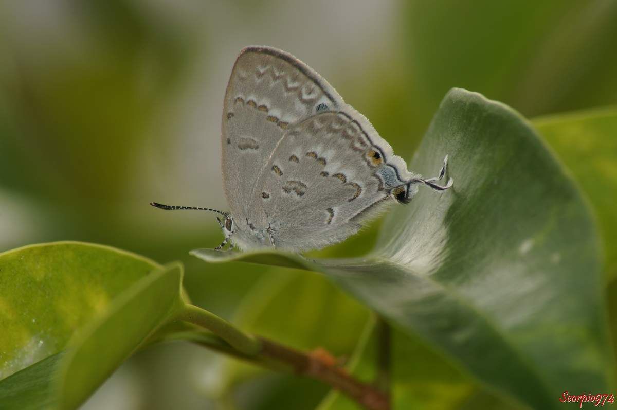Leptomyrina phidias, Leptomyrina phidias (Fabricius, 1793), papillon, petit papillon, papillon de la Réunion, papillon Réunion, papillon 974, Petit papillon de la Réunion, Petit papillon 974, petit papillon Réunion, 