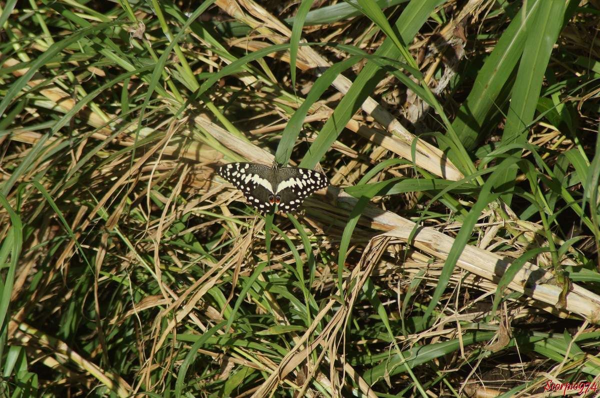 Papillon de Vinson, Voilier des citronniers, Papilio demodocus (Esper, 1798), Papilio demodocus, Papilio demodocus 974, papilio demodocus Réunion, Papillon noir et jaune, papillon noire et jaune 974, grand papillon noir et jaune Réunion, demodocus 974, demodocus Réunion