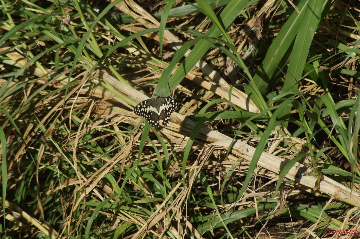 Papillon de Vinson, Voilier des citronniers, Papilio demodocus (Esper, 1798), Papilio demodocus, Papilio demodocus 974, papilio demodocus Réunion, Papillon noir et jaune, papillon noire et jaune 974, grand papillon noir et jaune Réunion, demodocus 974, demodocus Réunion