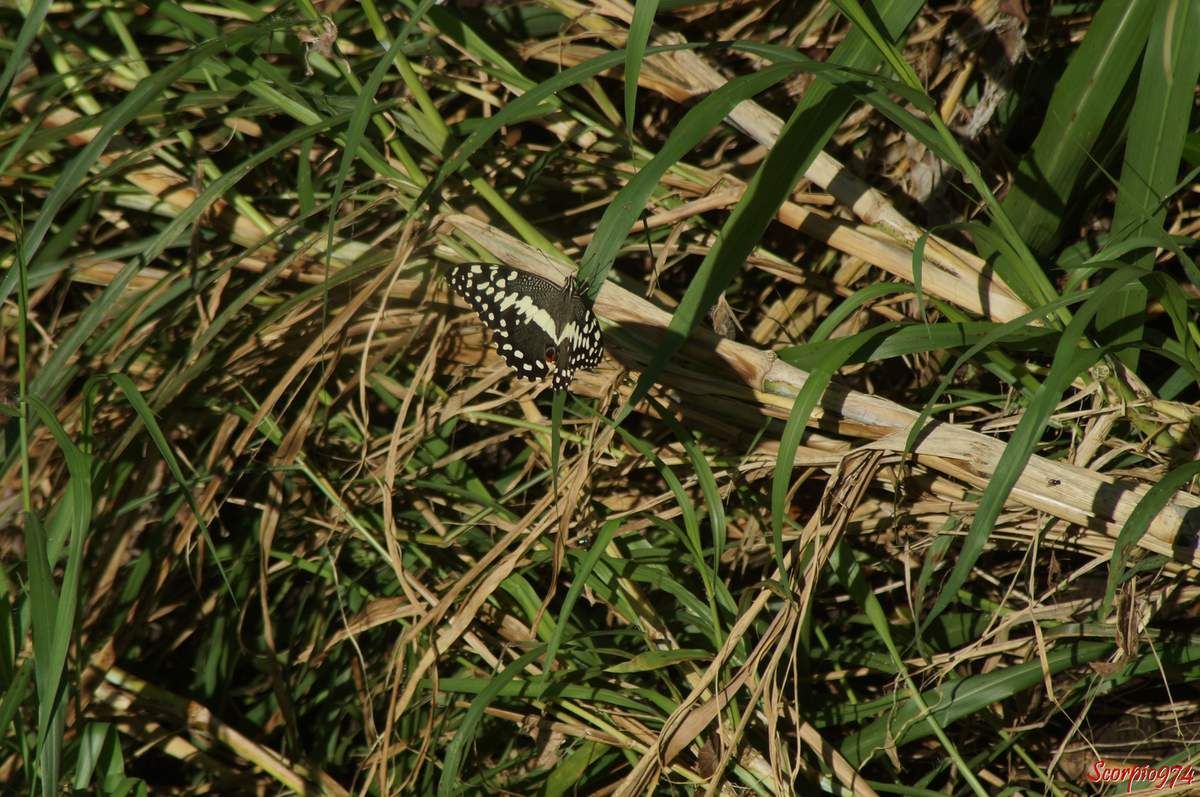 Papillon de Vinson, Voilier des citronniers, Papilio demodocus (Esper, 1798), Papilio demodocus, Papilio demodocus 974, papilio demodocus Réunion, Papillon noir et jaune, papillon noire et jaune 974, grand papillon noir et jaune Réunion, demodocus 974, demodocus Réunion