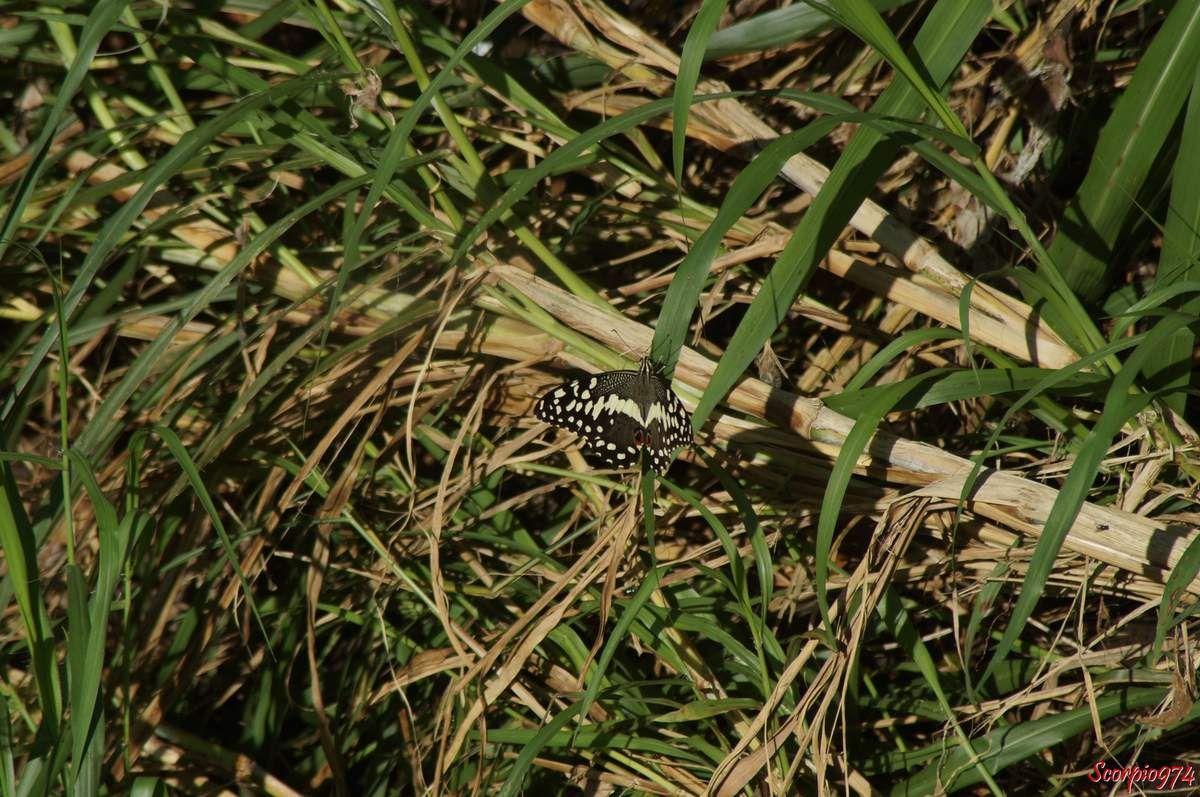 Papillon de Vinson, Voilier des citronniers, Papilio demodocus (Esper, 1798), Papilio demodocus, Papilio demodocus 974, papilio demodocus Réunion, Papillon noir et jaune, papillon noire et jaune 974, grand papillon noir et jaune Réunion, demodocus 974, demodocus Réunion