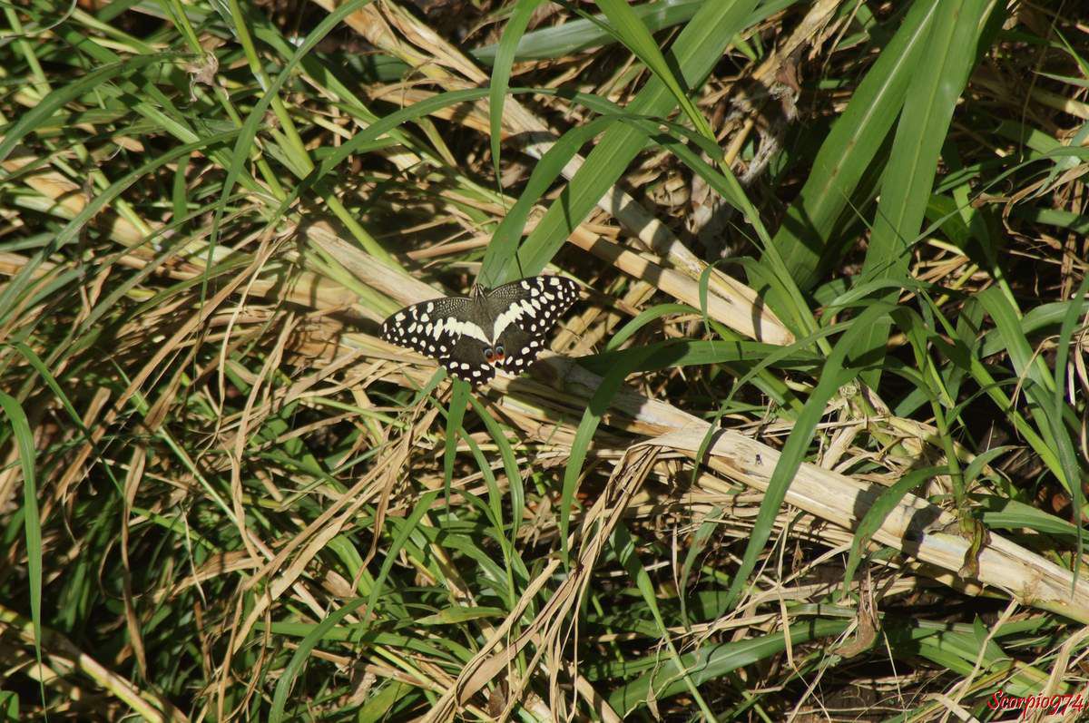Papillon de Vinson (Papilio demodocus (Esper, 1798)).