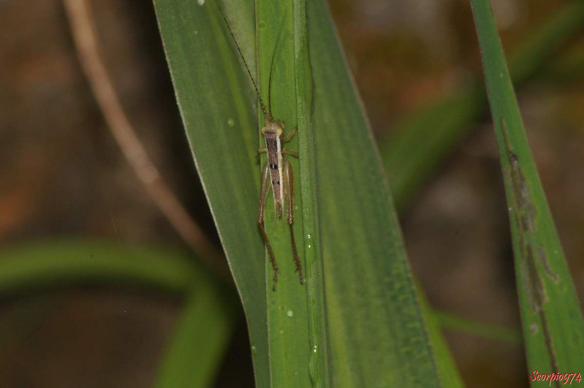 larve, larve grillon, Euscyrtus bivittatus (Guérin-Méneville, 1844), larve 974, larve Réunion, Larve de grillon, larve de grillon 974, larve de grillon Réunion, larve 974, larve Réunion, Euscyrtus bivittatus Guérin-Méneville, 1844, Laurepa discalis Walker, 1869, Euscyrtus maculipennis Chopard, 1912., grillon de la Réunion, Grillon, insecte brun et noir.
