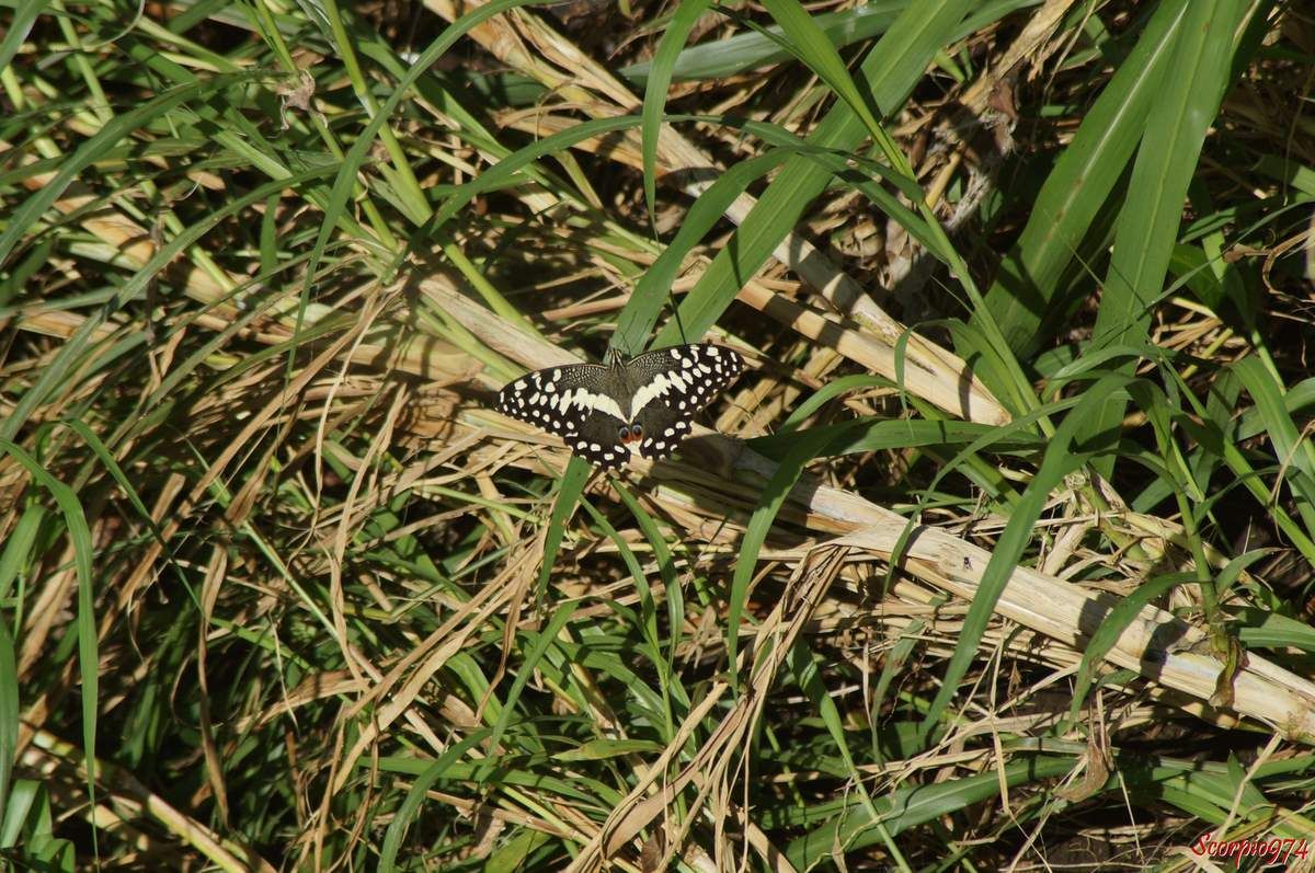 Papillon de Vinson, Voilier des citronniers, Papilio demodocus (Esper, 1798), Papilio demodocus, Papilio demodocus 974, papilio demodocus Réunion, Papillon noir et jaune, papillon noire et jaune 974, grand papillon noir et jaune Réunion, demodocus 974, demodocus Réunion