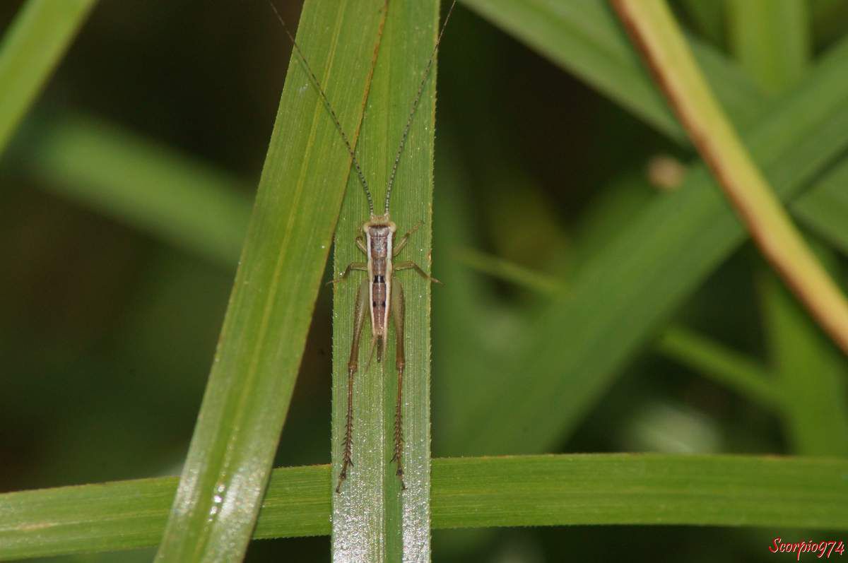 larve, larve grillon, Euscyrtus bivittatus (Guérin-Méneville, 1844), larve 974, larve Réunion, Larve de grillon, larve de grillon 974, larve de grillon Réunion, larve 974, larve Réunion, Euscyrtus bivittatus Guérin-Méneville, 1844, Laurepa discalis Walker, 1869, Euscyrtus maculipennis Chopard, 1912., grillon de la Réunion, Grillon, insecte brun et noir.
