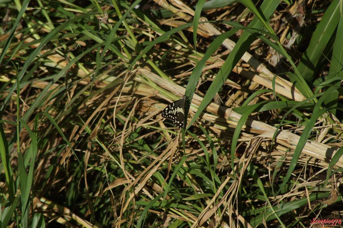 Papillon de Vinson, Voilier des citronniers, Papilio demodocus (Esper, 1798), Papilio demodocus, Papilio demodocus 974, papilio demodocus Réunion, Papillon noir et jaune, papillon noire et jaune 974, grand papillon noir et jaune Réunion, demodocus 974, demodocus Réunion
