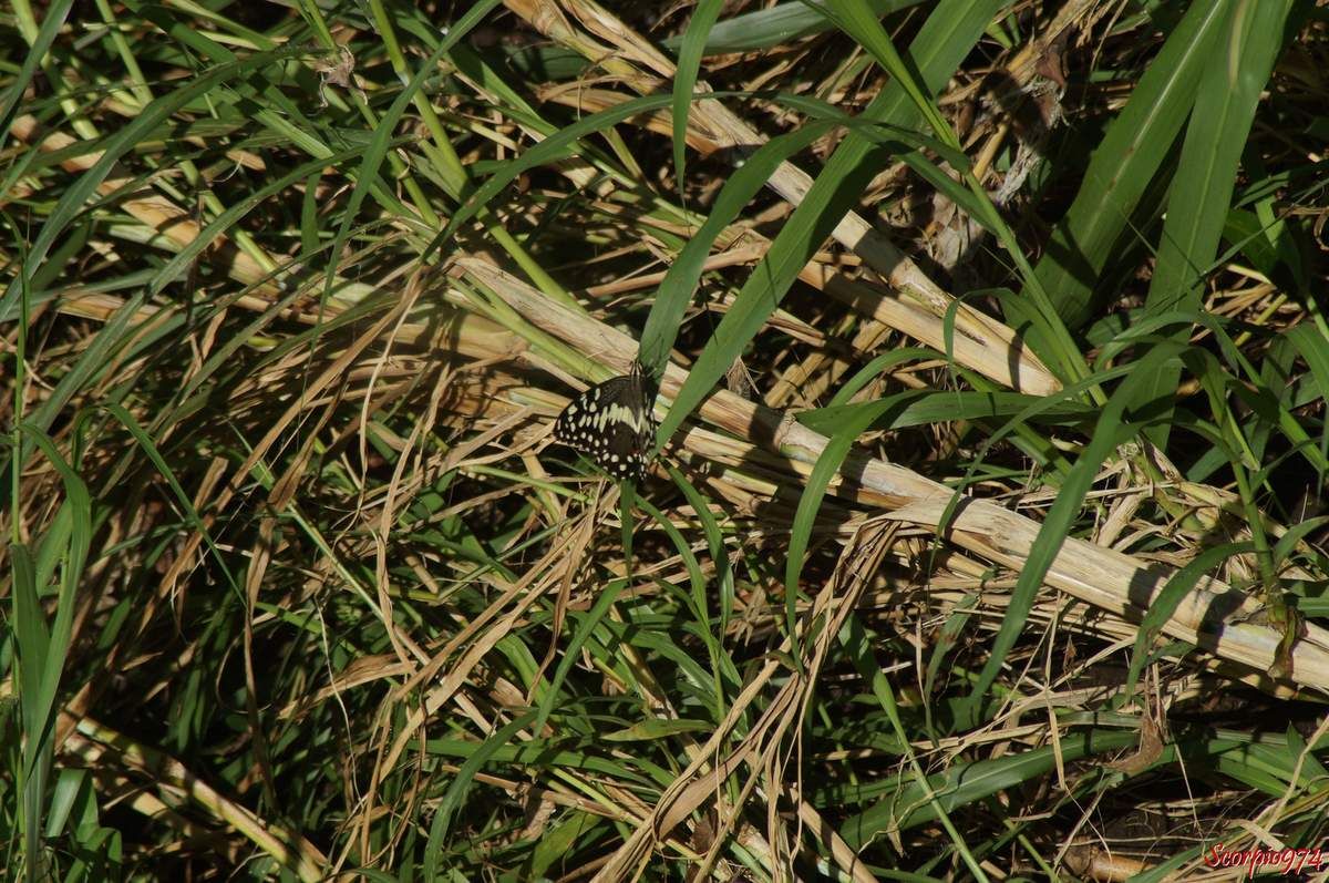 Papillon de Vinson, Voilier des citronniers, Papilio demodocus (Esper, 1798), Papilio demodocus, Papilio demodocus 974, papilio demodocus Réunion, Papillon noir et jaune, papillon noire et jaune 974, grand papillon noir et jaune Réunion, demodocus 974, demodocus Réunion