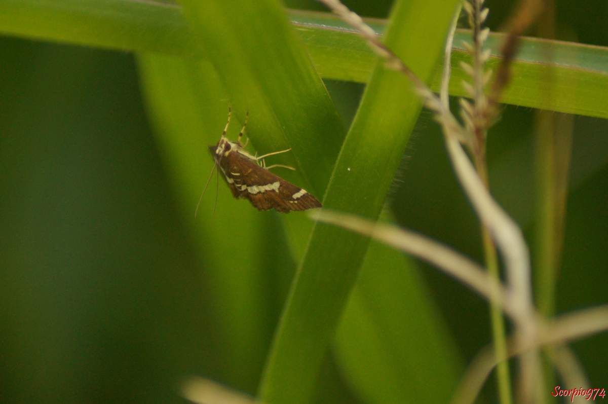 Pyrale de la betterave, Spoladea recurvalis (Fabricius, 1775), Phalaena recurvalis (Fabricius, 1775), Hydrocampa albifacialis (Boisduval, 1833), papillon, papillon 974, papillon Réunion, Papillon de la Réunion, papillon à la Réunion, 