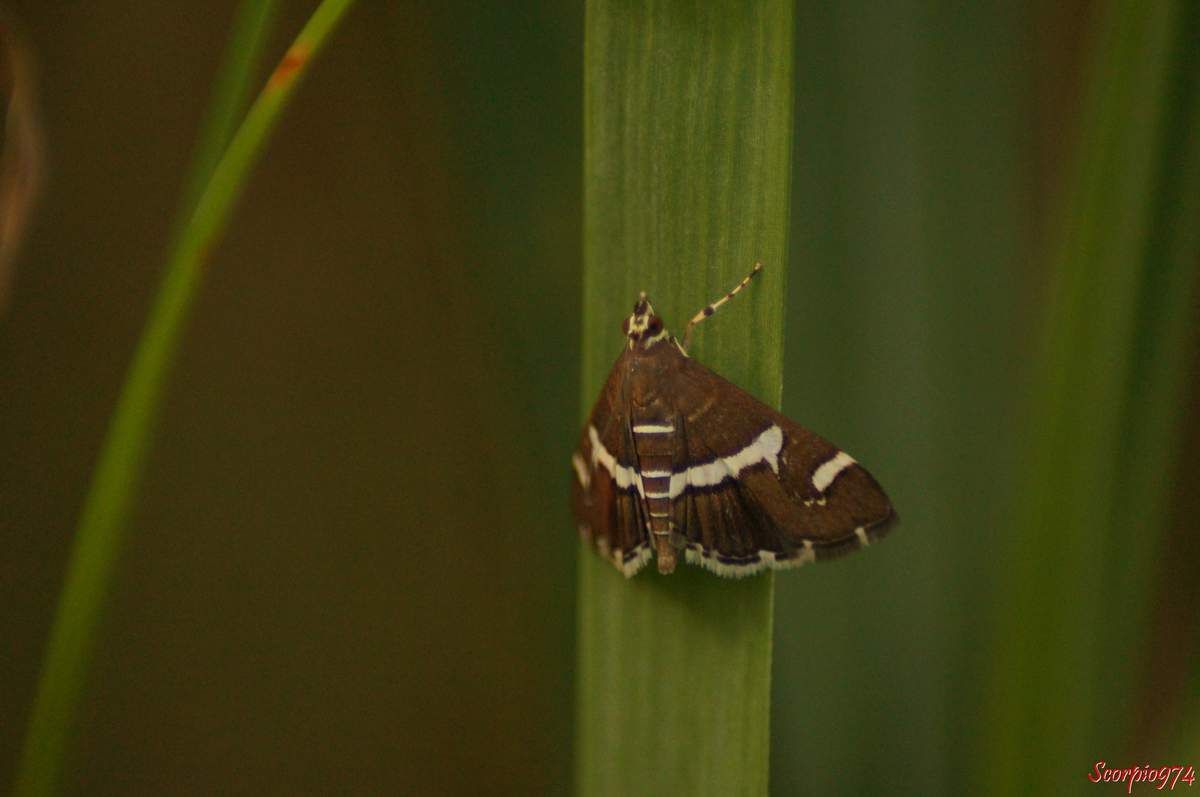 Pyrale de la betterave, Spoladea recurvalis (Fabricius, 1775), Phalaena recurvalis (Fabricius, 1775), Hydrocampa albifacialis (Boisduval, 1833), papillon, papillon 974, papillon Réunion, Papillon de la Réunion, papillon à la Réunion, 