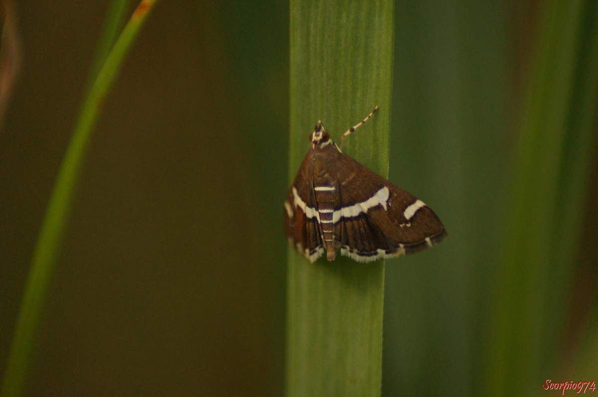 Pyrale de la betterave, Spoladea recurvalis (Fabricius, 1775), Phalaena recurvalis (Fabricius, 1775), Hydrocampa albifacialis (Boisduval, 1833), papillon, papillon 974, papillon Réunion, Papillon de la Réunion, papillon à la Réunion, 