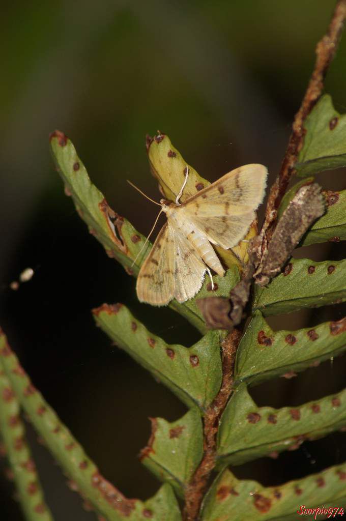 Psara pastrinalis (Guenée, 1862), Herpetogramma pastrinalis (Guenée, 1862), Psara pastrinalis, Pyrausta pastrinalis (Guenée, 1862), Botys pastrinalis (Guenée, 1862), papillon, papillon 974, papillon Réunion, papillon à la Réunion, papillon de nuit