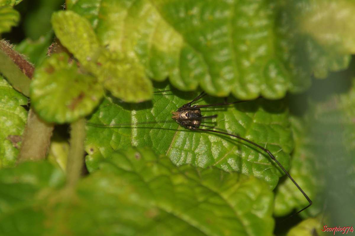 Opilion, faucheur, faucheux, animal à huit pattes, animal à huit pattes à la Réunion, animal à huit pattes Réunion,animal à huit pattes 974, petit animal huit pattes, huit pattes, opilion 974, opilion Réunion, opilion à la Réunion, faucheur 974, faucheur à la Réunion, faucheur Réunion, faucheux 974, faucheux Réunion, faucheux à la Réunion, gagrela, gagrella Réunion, gagrella 974, gagrella à la Réunion, gagrella de la Réunion, opilion gagrella, opilion gagrella opilion Réunion, opilion gagrella 974, opilion gagrella à la Réunion, opilion gagrella de la Réunion, opilion gagrella, gagrella sp