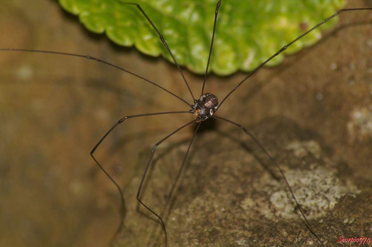 Opilion, faucheur, faucheux, animal à huit pattes, animal à huit pattes à la Réunion, animal à huit pattes Réunion,animal à huit pattes 974, petit animal huit pattes, huit pattes, opilion 974, opilion Réunion, opilion à la Réunion, faucheur 974, faucheur à la Réunion, faucheur Réunion, faucheux 974, faucheux Réunion, faucheux à la Réunion, gagrela, gagrella Réunion, gagrella 974, gagrella à la Réunion, gagrella de la Réunion, opilion gagrella, opilion gagrella opilion Réunion, opilion gagrella 974, opilion gagrella à la Réunion, opilion gagrella de la Réunion, opilion gagrella, gagrella sp