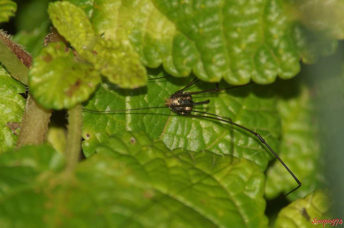 Un autre opilion du genre Gagrella.