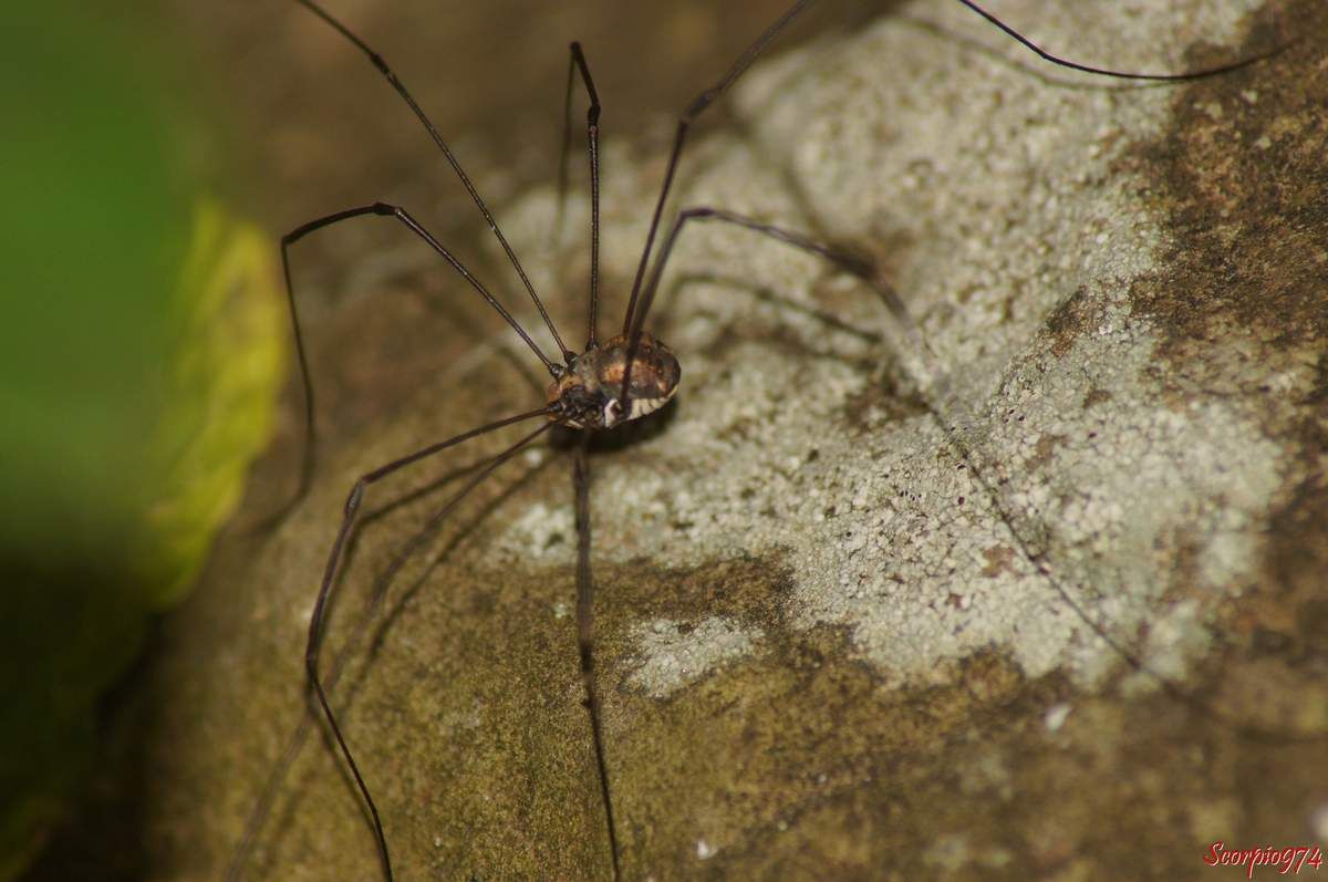 Opilion, faucheur, faucheux, animal à huit pattes, animal à huit pattes à la Réunion, animal à huit pattes Réunion,animal à huit pattes 974, petit animal huit pattes, huit pattes, opilion 974, opilion Réunion, opilion à la Réunion, faucheur 974, faucheur à la Réunion, faucheur Réunion, faucheux 974, faucheux Réunion, faucheux à la Réunion, gagrela, gagrella Réunion, gagrella 974, gagrella à la Réunion, gagrella de la Réunion, opilion gagrella, opilion gagrella opilion Réunion, opilion gagrella 974, opilion gagrella à la Réunion, opilion gagrella de la Réunion, opilion gagrella, gagrella sp