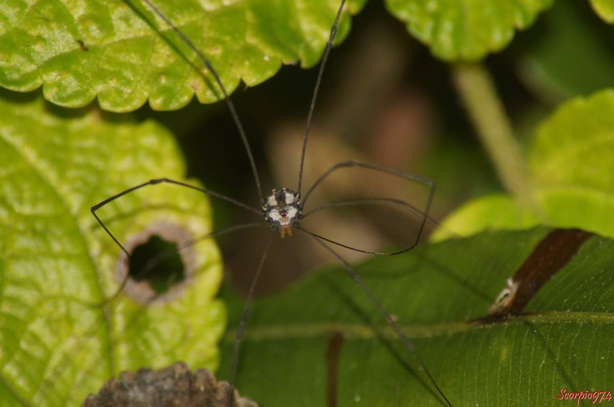 Opilion, faucheur, faucheux, animal à huit pattes, animal à huit pattes à la Réunion, animal à huit pattes Réunion,animal à huit pattes 974, petit animal huit pattes, huit pattes, opilion 974, opilion Réunion, opilion à la Réunion, faucheur 974, faucheur à la Réunion, faucheur Réunion, faucheux 974, faucheux Réunion, faucheux à la Réunion, gagrela, gagrella Réunion, gagrella 974, gagrella à la Réunion, gagrella de la Réunion, opilion gagrella, opilion gagrella opilion Réunion, opilion gagrella 974, opilion gagrella à la Réunion, opilion gagrella de la Réunion, opilion gagrella, gagrella sp
