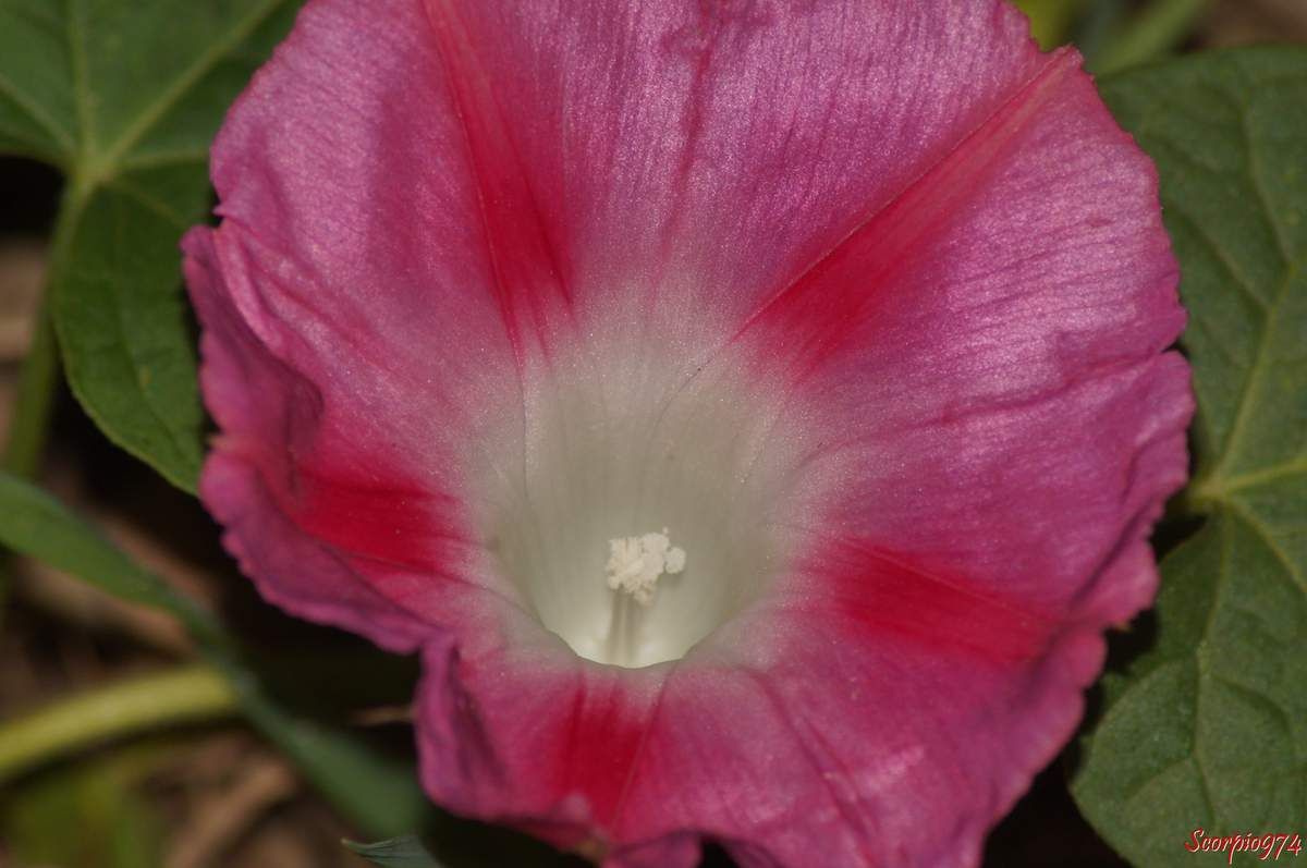 Nature, Nature 974, Nature de la Réunion, Nature à la Réunion, Flore, Flore 974, Flore Réunion, Flore de la Réunion, Flore à la Réunion, Flore introduite, Flore introduite 974, Flore introduite Réunion, Flore introduite de la Réunion, Flore introduite à la Réunion, introduite, introduite 974, introduite Réunion, introduite de la Réunion introduite à la Réunion, Flore introduites de la Réunion, Flore introduites à la Réunion, introduites, introduites 974, introduites Réunion, introduites de la Réunion introduites à la Réunion, adventices introduits, adventices introduits 974, adventices introduits Réunion, adventices introduits de la Réunion adventices introduits à la Réunion, adventice introduit, adventice introduit 974, adventice introduit Réunion, adventice introduit de la Réunion adventice introduit à la Réunion, adventice envahissante à fleur rose pourpre, adventice envahissante à fleur rose pourpre 974, adventice envahissante à fleur rose pourpre Réunion, adventice envahissante à fleur rose pourpre de la Réunion, adventice envahissante à fleur rose pourpre à la Réunion, adventice envahissante à petite fleur rose pourpre, adventice envahissante à petite fleur rose pourpre Réunion, adventice envahissante à petite fleur rose pourpre de la Réunion, adventice envahissante à petite fleur rose pourpre à la Réunion, adventice envahissante à petites fleurs roses pourpres, adventice envahissante à petites fleurs roses pourpres 974, adventice envahissante à petites fleurs roses pourpres à la Réunion, adventice envahissante à petites fleurs roses pourpres Réunion, adventice envahissante à petites fleurs roses pourpres de la Réunion,espèce introduite, espèce introduite 974, espèce introduite Réunion, espèce introduite de la Réunion espèce introduite à la Réunion, espèces introduites, espèces introduites 974, espèces introduites Réunion, espèces introduites de la Réunion espèces introduites à la Réunion, Flore naturalisée de la Réunion, Flore naturalisée à la Réunion, naturalisée, naturalisée 974, naturalisée Réunion, naturalisée de la Réunion naturalisée à la Réunion, Flore naturalisées de la Réunion, Flore naturalisées à la Réunion, naturalisées, naturalisées 974, naturalisées Réunion, naturalisées de la Réunion naturalisées à la Réunion, adventices naturalisées, adventices naturalisées 974, adventices naturalisées Réunion, adventices naturalisées de la Réunion adventices naturalisées à la Réunion, adventice naturalisée, adventice naturalisée 974, adventice naturalisée Réunion, adventice naturalisée de la Réunion adventice naturalisée à la Réunion, espèce naturalisée, espèce naturalisée 974, espèce naturalisée Réunion, espèce naturalisée de la Réunion espèce naturalisée à la Réunion, espèces naturalisées, espèces naturalisées 974, espèces naturalisées Réunion, espèces naturalisées de la Réunion espèces naturalisées à la Réunion, Fleur, Fleur 974, Fleur Réunion, Fleur de la Réunion Fleur à la Réunion,  fleur rose, fleur rose 974, fleur rose de la Réunion, fleur rose Réunion, fleur rose à la Réunion, Fleur rose pourpre, Fleur rose pourpre 974, Fleur rose pourpre de la Réunion, Fleur rose pourpre Réunion, Fleur rose pourpre à la Réunion, Fleurs roses pourpres, Fleurs roses pourpres 974, Fleurs roses pourpres Réunion, Fleurs roses pourpres de la Réunion, Fleurs roses pourpres à la Réunion, Petites Fleurs roses pourpres, Petites Fleurs roses pourpres 974, Petites Fleurs roses pourpres Réunion, Petites Fleurs roses pourpres de la Réunion, Petites Fleurs roses pourpres à la Réunion, Petite Fleur rose pourpre, Petite Fleur rose pourpre 974, Petite Fleur rose pourpre Réunion, Petite Fleur rose pourpre de la Réunion, Petite Fleur rose pourpre à la Réunion, Mauvaise herbe à fleur rose pourpre, Mauvaise herbe à fleur rose pourpre 974, Mauvaise herbe à fleur rose pourpre Réunion, Mauvaise herbe à fleur rose pourpre de la Réunion, Mauvaise herbe à fleur rose pourpre à la Réunion, Mauvaise herbe à petite fleur rose pourpre, Mauvaise herbe à petite fleur rose pourpre Réunion, Mauvaise herbe à petite fleur rose pourpre de la Réunion, Mauvaise herbe à petite fleur rose pourpre à la Réunion, Mauvaise herbe à petites fleurs roses pourpres, Mauvaise herbe à petites fleurs roses pourpres 974, Mauvaise herbe à petites fleurs roses pourpres à la Réunion, Mauvaise herbe à petites fleurs roses pourpres Réunion, Mauvaise herbe à petites fleurs roses pourpres de la Réunion, Mauvaise herbe envahissante à fleur rose pourpre, Mauvaise herbe envahissante à fleur rose pourpre 974, Mauvaise herbe envahissante à fleur rose pourpre Réunion, Mauvaise herbe envahissante à fleur rose pourpre de la Réunion, Mauvaise herbe envahissante à fleur rose pourpre à la Réunion, Mauvaise herbe envahissante à petite fleur rose pourpre, Mauvaise herbe envahissante à petite fleur rose pourpre Réunion, Mauvaise herbe envahissante à petite fleur rose pourpre de la Réunion, Flore envahissante 974, Flore envahissante Réunion, Flore envahissante de la Réunion, Flore envahissante à la Réunion, envahissante, envahissante 974, envahissante Réunion, envahissante de la Réunion envahissante à la Réunion, Flore envahissantes de la Réunion, Flore envahissantes à la Réunion, envahissantes, envahissantes 974, envahissantes Réunion, envahissantes de la Réunion envahissantes à la Réunion, espèce envahissante, espèce envahissante 974, espèce envahissante Réunion, espèce envahissante de la Réunion espèce envahissante à la Réunion, espèces envahissantes, espèces envahissantes 974, espèces envahissantes Réunion, espèces envahissantes de la Réunion espèces envahissantes à la Réunion, Flore potentiellement envahissante, Flore potentiellement envahissante 974, Flore potentiellement envahissante Réunion, Flore potentiellement envahissante de la Réunion, Flore potentiellement envahissante à la Réunion, potentiellement envahissante, potentiellement envahissante 974, potentiellement envahissante Réunion, potentiellement envahissante de la Réunion potentiellement envahissante à la Réunion, Flore potentiellement envahissantes de la Réunion, Flore potentiellement envahissantes à la Réunion, potentiellement envahissantes, potentiellement envahissantes 974, potentiellement envahissantes Réunion, potentiellement envahissantes de la Réunion potentiellement envahissantes à la Réunion, Mauvaise herbe envahissante à fleur rose pourpre, Mauvaise herbe envahissante à fleur rose pourpre 974, Mauvaise herbe envahissante à fleur rose pourpre Réunion, Mauvaise herbe envahissante à fleur rose pourpre de la Réunion, Mauvaise herbe envahissante à fleur rose pourpre à la Réunion, Mauvaise herbe envahissante à petite fleur rose pourpre, Mauvaise herbe envahissante à petite fleur rose pourpre Réunion, Mauvaise herbe envahissante à petite fleur rose pourpre de la Réunion, Mauvaise herbe envahissante à petite fleur rose pourpre à la Réunion, Mauvaise herbe envahissante à petites fleurs roses pourpres, Mauvaise herbe envahissante à petites fleurs roses pourpres 974, Mauvaise herbe envahissante à petites fleurs roses pourpres à la Réunion, Mauvaise herbe envahissante à petites fleurs roses pourpres Réunion, Mauvaise herbe envahissante à petites fleurs roses pourpres de la Réunion, Mauvaise herbe envahissante de niveau 3 à fleur rose pourpre, Mauvaise herbe envahissante de niveau 3 à fleur rose pourpre 974, Mauvaise herbe envahissante de niveau 3 à fleur rose pourpre Réunion, Mauvaise herbe envahissante de niveau 3 à fleur rose pourpre de la Réunion, Mauvaise herbe envahissante de niveau 3 à fleur rose pourpre à la Réunion, Mauvaise herbe envahissante de niveau 3 à petite fleur rose pourpre, Mauvaise herbe envahissante de niveau 3 à petite fleur rose pourpre Réunion, Mauvaise herbe envahissante de niveau 3 à petite fleur rose pourpre de la Réunion, Mauvaise herbe envahissante de niveau 3 à petite fleur rose pourpre à la Réunion, Mauvaise herbe envahissante de niveau 3 à petites fleurs roses pourpres, Mauvaise herbe envahissante de niveau 3 à petites fleurs roses pourpres 974, Mauvaise herbe envahissante de niveau 3 à petites fleurs roses pourpres à la Réunion, Mauvaise herbe envahissante de niveau 3 à petites fleurs roses pourpres Réunion, Mauvaise herbe envahissante de niveau 3 à petites fleurs roses pourpres de la Réunion, Mauvaise herbe envahissante de niveau trois à fleur rose pourpre, Mauvaise herbe envahissante de niveau trois à fleur rose pourpre 974, Mauvaise herbe envahissante de niveau trois à fleur rose pourpre Réunion, Mauvaise herbe envahissante de niveau trois à fleur rose pourpre de la Réunion, Mauvaise herbe envahissante de niveau trois à fleur rose pourpre à la Réunion, Mauvaise herbe envahissante de niveau trois à petite fleur rose pourpre, Mauvaise herbe envahissante de niveau trois à petite fleur rose pourpre Réunion, Mauvaise herbe envahissante de niveau trois à petite fleur rose pourpre de la Réunion, Mauvaise herbe envahissante de niveau trois à petite fleur rose pourpre à la Réunion, Mauvaise herbe envahissante de niveau trois à petites fleurs roses pourpres, Mauvaise herbe envahissante de niveau trois à petites fleurs roses pourpres 974, Mauvaise herbe envahissante de niveau trois à petites fleurs roses pourpres à la Réunion, Mauvaise herbe envahissante de niveau trois à petites fleurs roses pourpres Réunion, Mauvaise herbe envahissante de niveau trois à petites fleurs roses pourpres de la Réunion,  Mauvaise herbe envahissante de niveau trois sur cinq à fleur rose pourpre, Mauvaise herbe envahissante de niveau trois sur cinq à fleur rose pourpre 974, Mauvaise herbe envahissante de niveau trois sur cinq à fleur rose pourpre Réunion, Mauvaise herbe envahissante de niveau trois sur cinq à fleur rose pourpre de la Réunion, Mauvaise herbe envahissante de niveau trois sur cinq à fleur rose pourpre à la Réunion, Mauvaise herbe envahissante de niveau trois sur cinq à petite fleur rose pourpre, Mauvaise herbe envahissante de niveau trois sur cinq à petite fleur rose pourpre Réunion, Mauvaise herbe envahissante de niveau trois sur cinq à petite fleur rose pourpre de la Réunion, Mauvaise herbe envahissante de niveau trois sur cinq à petite fleur rose pourpre à la Réunion, Mauvaise herbe envahissante de niveau trois sur cinq à petites fleurs roses pourpres, Mauvaise herbe envahissante de niveau trois sur cinq à petites fleurs roses pourpres 974, Mauvaise herbe envahissante de niveau trois sur cinq à petites fleurs roses pourpres à la Réunion, Mauvaise herbe envahissante de niveau trois sur cinq à petites fleurs roses pourpres Réunion, Mauvaise herbe envahissante de niveau trois sur cinq à petites fleurs roses pourpres de la Réunion,  Mauvaise herbe envahissante de niveau 3 sur 5 à fleur rose pourpre, Mauvaise herbe envahissante de niveau 3 sur 5 à fleur rose pourpre 974, Mauvaise herbe envahissante de niveau 3 sur 5 à fleur rose pourpre Réunion, Mauvaise herbe envahissante de niveau 3 sur 5 à fleur rose pourpre de la Réunion, Mauvaise herbe envahissante de niveau 3 sur 5 à fleur rose pourpre à la Réunion, Mauvaise herbe envahissante de niveau 3 sur 5 à petite fleur rose pourpre, Mauvaise herbe envahissante de niveau 3 sur 5 à petite fleur rose pourpre Réunion, Mauvaise herbe envahissante de niveau 3 sur 5 à petite fleur rose pourpre de la Réunion, Mauvaise herbe envahissante de niveau 3 sur 5 à petite fleur rose pourpre à la Réunion, Mauvaise herbe envahissante de niveau 3 sur 5 à petites fleurs roses pourpres, Mauvaise herbe envahissante de niveau 3 sur 5 à petites fleurs roses pourpres 974, Mauvaise herbe envahissante de niveau 3 sur 5 à petites fleurs roses pourpres à la Réunion, Mauvaise herbe envahissante de niveau 3 sur 5 à petites fleurs roses pourpres Réunion, Mauvaise herbe envahissante de niveau 3 sur 5 à petites fleurs roses pourpres de la Réunion,  Flore envahissante de niveau 3, Flore envahissante de niveau 3 974, Flore envahissante de niveau 3 Réunion, Flore envahissante de niveau 3 de la Réunion, Flore envahissante de niveau 3 à la Réunion, envahissante de niveau 3, envahissante de niveau 3 974, envahissante de niveau 3 Réunion, envahissante de niveau 3 de la Réunion envahissante de niveau 3 à la Réunion, Flore envahissante de niveau 3 sur 5 de la Réunion, Flore envahissante de niveau 3 sur 5 à la Réunion, envahissante de niveau 3 sur 5, envahissante de niveau 3 sur 5 974, envahissante de niveau 3 sur 5 Réunion, envahissante de niveau 3 sur 5 de la Réunion envahissante de niveau 3 sur 5 à la Réunion, Arbres envahissante de niveau 3 sur 5, Arbres envahissante de niveau 3 sur 5 974, Arbres envahissante de niveau 3 sur 5 Réunion, Arbres envahissante de niveau 3 sur 5 de la Réunion Arbres envahissante de niveau 3 sur 5 à la Réunion, Arbre envahissante de niveau 3, Arbre envahissante de niveau 3 974, Arbre envahissante de niveau 3 Réunion, Arbre envahissante de niveau 3 de la Réunion Arbre envahissante de niveau 3 à la Réunion, espèce envahissante de niveau 3, espèce envahissante de niveau 3 974, espèce envahissante de niveau 3 Réunion, espèce envahissante de niveau 3 de la Réunion espèce envahissante de niveau 3 à la Réunion, espèces envahissante de niveau 3 sur 5, espèces envahissante de niveau 3 sur 5 974, espèces envahissante de niveau 3 sur 5 Réunion, espèces envahissante de niveau 3 sur 5 de la Réunion espèces envahissante de niveau 3 sur 5 à la Réunion, Flore potentiellement envahissante de niveau 3, Flore potentiellement envahissante de niveau 3 974, Flore potentiellement envahissante de niveau 3 Réunion, Flore potentiellement envahissante de niveau 3 de la Réunion, Flore potentiellement envahissante de niveau 3 à la Réunion, potentiellement envahissante de niveau 3, potentiellement envahissante de niveau 3 974, potentiellement envahissante de niveau 3 Réunion, potentiellement envahissante de niveau 3 de la Réunion potentiellement envahissante de niveau 3 à la Réunion, Flore potentiellement envahissante de niveau 3 sur 5 de la Réunion, Flore potentiellement envahissante de niveau 3 sur 5 à la Réunion, potentiellement envahissante de niveau 3 sur 5, potentiellement envahissante de niveau 3 sur 5 974, potentiellement envahissante de niveau 3 sur 5 Réunion, potentiellement envahissante de niveau 3 sur 5 de la Réunion potentiellement envahissante de niveau 3 sur 5 à la Réunion, Flore envahissante de niveau trois, Flore envahissante de niveau trois 974, Flore envahissante de niveau trois Réunion, Flore envahissante de niveau trois de la Réunion, Flore envahissante de niveau trois à la Réunion, envahissante de niveau trois, envahissante de niveau trois 974, envahissante de niveau trois Réunion, envahissante de niveau trois de la Réunion envahissante de niveau trois à la Réunion, Flore envahissante de niveau trois sur cinq de la Réunion, Flore envahissante de niveau trois sur cinq à la Réunion, envahissante de niveau trois sur cinq, envahissante de niveau trois sur cinq 974, envahissante de niveau trois sur cinq Réunion, envahissante de niveau trois sur cinq de la Réunion envahissante de niveau trois sur cinq à la Réunion, Arbres envahissante de niveau trois sur cinq, Arbres envahissante de niveau trois sur cinq 974, Arbres envahissante de niveau trois sur cinq Réunion, Arbres envahissante de niveau trois sur cinq de la Réunion Arbres envahissante de niveau trois sur cinq à la Réunion, Arbre envahissante de niveau trois, Arbre envahissante de niveau trois 974, Arbre envahissante de niveau trois Réunion, Arbre envahissante de niveau trois de la Réunion Arbre envahissante de niveau trois à la Réunion, espèce envahissante de niveau trois, espèce envahissante de niveau trois 974, espèce envahissante de niveau trois Réunion, espèce envahissante de niveau trois de la Réunion espèce envahissante de niveau trois à la Réunion, espèces envahissante de niveau trois sur cinq, espèces envahissante de niveau trois sur cinq 974, espèces envahissante de niveau trois sur cinq Réunion, espèces envahissante de niveau trois sur cinq de la Réunion espèces envahissante de niveau trois sur cinq à la Réunion, Flore mauvaise herbe potentiellement envahissante de niveau trois, Flore mauvaise herbe potentiellement envahissante de niveau trois 974, Flore mauvaise herbe potentiellement envahissante de niveau trois Réunion, Flore mauvaise herbe potentiellement envahissante de niveau trois de la Réunion, Flore mauvaise herbe potentiellement envahissante de niveau trois à la Réunion, mauvaise herbe potentiellement envahissante de niveau trois, mauvaise herbe potentiellement envahissante de niveau trois 974, mauvaise herbe potentiellement envahissante de niveau trois Réunion, mauvaise herbe potentiellement envahissante de niveau trois de la Réunion mauvaise herbe potentiellement envahissante de niveau trois à la Réunion, Flore mauvaise herbe potentiellement envahissante de niveau trois sur cinq de la Réunion, Flore mauvaise herbe potentiellement envahissante de niveau trois sur cinq à la Réunion, mauvaise herbe potentiellement envahissante de niveau trois sur cinq, mauvaise herbe potentiellement envahissante de niveau trois sur cinq 974, mauvaise herbe potentiellement envahissante de niveau trois sur cinq Réunion, mauvaise herbe potentiellement envahissante de niveau trois sur cinq de la Réunion mauvaise herbe potentiellement envahissante de niveau trois sur cinq à la Réunion, Solanales, Solanales 974, Solanales Réunion, Solanales de la Réunion, Solanales à la Réunion, Convolvulaceae, Convolvulaceae 974, Convolvulaceae de la Réunion, Convolvulaceae à la Réunion, Convolvulaceae 974, Convolvuloideae, Convolvuloideae  974, Convolvuloideae  Réunion, Convolvuloideae  de la Réunion, Convolvuloideae  à la Réunion, Ipomoeeae, Ipomoeeae 974, Ipomoeeae Réunion, Ipomoeeae à la Réunion, Ipomoeeae  de la Réunion, Ipomoea, Ipomoea 974, Ipomoea Réunion, Ipomoea de la Réunion, Ipomoea à la Réunion, Ipomoea purpurea, Ipomoea purpurea 974, Ipomoea purpurea Réunion, Ipomoea purpurea de la Réunion, Ipomoea purpurea à la Réunion, Ipomoea purpurea (L.) Roth, Ipomoea purpurea (L.) Roth 974, Ipomoea purpurea (L.) Roth Réunion, Ipomoea purpurea (L.) Roth de la Réunion, Ipomoea purpurea (L.) Roth à la Réunion, Ipomoea purpurea (L.) Roth 1787, Ipomoea purpurea (L.) Roth 1787 974, Ipomoea purpurea (L.) Roth 1787 Réunion, Ipomoea purpurea (L.) Roth 1787 de la Réunion, Ipomoea purpurea (L.) Roth 1787 à la Réunion, Ipomoea purpurea ((L.) Roth, 1787), Ipomoea purpurea ((L.) Roth, 1787) 974, Ipomoea purpurea ((L.) Roth, 1787) Réunion, Ipomoea purpurea ((L.) Roth, 1787) de la Réunion, Ipomoea purpurea ((L.) Roth, 1787) à la Réunion, Convolvuloides, Convolvuloides 974, Convolvuloides Réunion, Convolvuloides de la Réunion, Convolvuloides à la Réunion, Convolvuloides leucosperma, Convolvuloides leucosperma 974, Convolvuloides leucosperma Réunion, Convolvuloides leucosperma de la Réunion, Convolvuloides leucosperma à la Réunion, Convolvuloides leucosperma Moench, Convolvuloides leucosperma Moench 974, Convolvuloides leucosperma Moench Réunion, Convolvuloides leucosperma Moench de la Réunion, Convolvuloides leucosperma Moench à la Réunion, Convolvuloides leucosperma Moench 1794, Convolvuloides leucosperma Moench 1794 974, Convolvuloides leucosperma Moench 1794 Réunion, Convolvuloides leucosperma Moench 1794 de la Réunion, Convolvuloides leucosperma Moench 1794 à la Réunion, Convolvuloides leucosperma (Moench, 1794), Convolvuloides leucosperma (Moench, 1794) 974, Convolvuloides leucosperma (Moench, 1794) Réunion, Convolvuloides leucosperma (Moench, 1794) de la Réunion, Convolvuloides leucosperma (Moench, 1794) à la Réunion, Pharbitis, Pharbitis 974, Pharbitis Réunion, Pharbitis de la Réunion, Pharbitis à la Réunion, Pharbitis purpurea, Pharbitis purpurea 974, Pharbitis purpurea Réunion, Pharbitis purpurea de la Réunion, Pharbitis purpurea à la Réunion, Pharbitis purpurea (L.) Voigt, Pharbitis purpurea (L.) Voigt 974, Pharbitis purpurea (L.) Voigt Réunion, Pharbitis purpurea (L.) Voigt de la Réunion, Pharbitis purpurea (L.) Voigt à la Réunion, Pharbitis purpurea (L.) Voigt 1845, Pharbitis purpurea (L.) Voigt 1845 974, Pharbitis purpurea (L.) Voigt 1845 Réunion, Pharbitis purpurea (L.) Voigt 1845 de la Réunion, Pharbitis purpurea (L.) Voigt 1845 à la Réunion, Pharbitis purpurea ((L.) Voigt, 1845), Pharbitis purpurea ((L.) Voigt, 1845) 974, Pharbitis purpurea ((L.) Voigt, 1845) Réunion, Pharbitis purpurea ((L.) Voigt, 1845) de la Réunion, Pharbitis purpurea ((L.) Voigt, 1845) à la Réunion, Convolvulus, Convolvulus 974, Convolvulus Réunion, Convolvulus de la Réunion, Convolvulus à la Réunion, Convolvulus mutabilis, Convolvulus mutabilis 974, Convolvulus mutabilis Réunion, Convolvulus mutabilis de la Réunion, Convolvulus mutabilis à la Réunion, Convolvulus mutabilis Salisb., Convolvulus mutabilis Salisb. 974, Convolvulus mutabilis Salisb. Réunion, Convolvulus mutabilis Salisb. de la Réunion, Convolvulus mutabilis Salisb. à la Réunion, Convolvulus mutabilis Salisb. 1796, Convolvulus mutabilis Salisb. 1796 974, Convolvulus mutabilis Salisb. 1796 Réunion, Convolvulus mutabilis Salisb. 1796 de la Réunion, Convolvulus mutabilis Salisb. 1796 à la Réunion, Convolvulus mutabilis (Salisb., 1796), Convolvulus mutabilis (Salisb., 1796) 974, Convolvulus mutabilis (Salisb., 1796) Réunion, Convolvulus mutabilis (Salisb., 1796) de la Réunion, Convolvulus mutabilis (Salisb., 1796) à la Réunion, Diatrema, Diatrema 974, Diatrema Réunion, Diatrema de la Réunion, Diatrema à la Réunion, Diatrema purpurea, Diatrema purpurea 974, Diatrema purpurea Réunion, Diatrema purpurea de la Réunion, Diatrema purpurea à la Réunion, Diatrema purpurea (L.) Raf., Diatrema purpurea (L.) Raf. 974, Diatrema purpurea (L.) Raf. Réunion, Diatrema purpurea (L.) Raf. de la Réunion, Diatrema purpurea (L.) Raf. à la Réunion, Diatrema purpurea (L.) Raf. 1838, Diatrema purpurea (L.) Raf. 1838 974, Diatrema purpurea (L.) Raf. 1838 Réunion, Diatrema purpurea (L.) Raf. 1838 de la Réunion, Diatrema purpurea (L.) Raf. 1838 à la Réunion, Diatrema purpurea ((L.) Raf., 1838), Convolvuloides purpurea, Convolvuloides purpurea 974, Convolvuloides purpurea Réunion, Convolvuloides purpurea de la Réunion, Convolvuloides purpurea à la Réunion, Convolvuloides purpurea (L.) Moench, Convolvuloides purpurea (L.) Moench 974, Convolvuloides purpurea (L.) Moench Réunion, Convolvuloides purpurea (L.) Moench de la Réunion, Convolvuloides purpurea (L.) Moench à la Réunion, Convolvuloides purpurea (L.) Moench 1794, Convolvuloides purpurea (L.) Moench 1794 974, Convolvuloides purpurea (L.) Moench 1794 Réunion, Convolvuloides purpurea (L.) Moench 1794 de la Réunion, Convolvuloides purpurea (L.) Moench 1794 à la Réunion, Convolvuloides purpurea ((L.) Moench, 1794), Convolvuloides purpurea ((L.) Moench, 1794) 974, Convolvuloides purpurea ((L.) Moench, 1794) de la Réunion, Convolvuloides purpurea ((L.) Moench, 1794) Réunion, Convolvuloides purpurea ((L.) Moench, 1794) à la Réunion, Convolvulus majus, Convolvulus majus 974, Convolvulus majus Réunion, Convolvulus majus de la Réunion, Convolvulus majus à la Réunion, Convolvulus majus hort, Convolvulus majus hort 974, Convolvulus majus hort Réunion, Convolvulus majus hort de la Réunion, Convolvulus majus hort à la Réunion, Convolvulus mutabilis, Convolvulus mutabilis 974, Convolvulus mutabilis Réunion, Convolvulus mutabilis de la Réunion, Convolvulus mutabilis à la Réunion, Convolvulus mutabilis Salisb., Convolvulus mutabilis Salisb. 974, Convolvulus mutabilis Salisb. Réunion, Convolvulus mutabilis Salisb. de la Réunion, Convolvulus mutabilis Salisb. à la Réunion, Convolvulus mutabilis Salisb. 1796, Convolvulus mutabilis Salisb. 1796 974, Convolvulus mutabilis Salisb. 1796 Réunion, Convolvulus mutabilis Salisb. 1796 de la Réunion, Convolvulus mutabilis Salisb. 1796 à la Réunion, Convolvulus mutabilis (Salisb., 1796), Convolvulus mutabilis (Salisb., 1796) 974, Convolvulus mutabilis (Salisb., 1796) Réunion, Convolvulus mutabilis (Salisb., 1796) de la Réunion, Convolvulus mutabilis (Salisb., 1796) à la Réunion, Convolvulus purpurea, Convolvulus purpurea 974, Convolvulus purpurea Réunion, Convolvulus purpurea de la Réunion, Convolvulus purpurea à la Réunion, Convolvulus purpurea L., Convolvulus purpurea L. 974, Convolvulus purpurea L. Réunion, Convolvulus purpurea L. de la Réunion, Convolvulus purpurea L. à la Réunion, Convolvulus purpurea L. 1762, Convolvulus purpurea L. 1762 974, Convolvulus purpurea L. 1762 Réunion, Convolvulus purpurea L. 1762 de la Réunion, Convolvulus purpurea L. 1762 à la Réunion, Convolvulus purpurea (L., 1762), Convolvulus purpurea (L., 1762) 974, Convolvulus purpurea (L., 1762) Réunion, Convolvulus purpurea (L., 1762) de la Réunion, Convolvulus purpurea (L., 1762) à la Réunion, Ipomoea hispida, Ipomoea hispida 974, Ipomoea hispida Réunion, Ipomoea hispida de la Réunion, Ipomoea hispida à la Réunion, Ipomoea hispida Zuccagni, Ipomoea hispida Zuccagni 974, Ipomoea hispida Zuccagni Réunion, Ipomoea hispida Zuccagni de la Réunion, Ipomoea hispida Zuccagni à la Réunion, Ipomoea hispida Zuccagni 1806, Ipomoea hispida Zuccagni 1806 974, Ipomoea hispida Zuccagni 1806 Réunion, Ipomoea hispida Zuccagni 1806 de la Réunion, Ipomoea hispida Zuccagni 1806 à la Réunion, Ipomoea hispida (Zuccagni, 1806), Ipomoea hispida (Zuccagni, 1806) 974, Ipomoea hispida (Zuccagni, 1806) Réunion, Ipomoea hispida (Zuccagni, 1806) de la Réunion, Ipomoea hispida (Zuccagni, 1806) à la Réunion, Ipomoea mexicana, Ipomoea mexicana 974, Ipomoea mexicana Réunion, Ipomoea mexicana de la Réunion, Ipomoea mexicana à la Réunion, Ipomoea mexicana A. Gray, Ipomoea mexicana A. Gray 974, Ipomoea mexicana A. Gray Réunion, Ipomoea mexicana A. Gray de la Réunion, Ipomoea mexicana A. Gray à la Réunion, Ipomoea mexicana A. Gray 1878, Ipomoea mexicana A. Gray 1878 974, Ipomoea mexicana A. Gray 1878 Réunion, Ipomoea mexicana A. Gray 1878 de la Réunion, Ipomoea mexicana A. Gray 1878 à la Réunion, Ipomoea mexicana (A. Gray, 1878), Ipomoea mexicana (A. Gray, 1878) 974, Ipomoea mexicana (A. Gray, 1878) Réunion, Ipomoea mexicana (A. Gray, 1878) de la Réunion, Ipomoea mexicana (A. Gray, 1878) à la Réunion, Pharbitis hispida, Pharbitis hispida 974, Pharbitis hispida Réunion, Pharbitis hispida de la Réunion, Pharbitis hispida à la Réunion, Pharbitis hispida (Zuccagni) Choisy, Pharbitis hispida (Zuccagni) Choisy 974, Pharbitis hispida (Zuccagni) Choisy Réunion, Pharbitis hispida (Zuccagni) Choisy de la Réunion, Pharbitis hispida (Zuccagni) Choisy à la Réunion, Pharbitis hispida (Zuccagni) Choisy 1833, Pharbitis hispida (Zuccagni) Choisy 1833 974, Pharbitis hispida (Zuccagni) Choisy 1833 Réunion, Pharbitis hispida (Zuccagni) Choisy 1833 de la Réunion, Pharbitis hispida (Zuccagni) Choisy 1833 à la Réunion, Pharbitis hispida ((Zuccagni) Choisy, 1833), Pharbitis hispida ((Zuccagni) Choisy, 1833) 974, Pharbitis hispida ((Zuccagni) Choisy, 1833) Réunion, Pharbitis hispida ((Zuccagni) Choisy, 1833) de la Réunion, Pharbitis hispida ((Zuccagni) Choisy, 1833) à la Réunion, Pharbitis purpurea, Pharbitis purpurea 974, Pharbitis purpurea Réunion, Pharbitis purpurea de la Réunion, Pharbitis purpurea à la Réunion, Pharbitis purpurea (L.) Choisy, Pharbitis purpurea (L.) Choisy 974, Pharbitis purpurea (L.) Choisy Réunion, Pharbitis purpurea (L.) Choisy de la Réunion, Pharbitis purpurea (L.) Choisy à la Réunion, Ipomée, Ipomée 974, Ipomée Réunion, Ipomée de la Réunion, Ipomée à la Réunion, Ipomée pourpre, Ipomée pourpre 974, Ipomée pourpre Réunion, Ipomée pourpre de la Réunion, Ipomée pourpre à la Réunion, Liseron, Liseron 974, Liseron Réunion, Liseron de la Réunion, Liseron à la Réunion, Volubilis, Volubilis 974, Volubilis Réunion, Volubilis de la Réunion, Volubilis à la Réunion, Common Morning-glory, Common Morning-glory 974, Common Morning-glory Réunion, Common Morning-glory de la Réunion, Common Morning-glory à la Réunion, Liseron pourpre, Liseron pourpre 974, Liseron pourpre Réunion, Liseron pourpre de la Réunion, Liseron pourpre à la Réunion, pourpre, pourpre 974, pourpre Réunion, pourpre de la Réunion, pourpre à la Réunion, 