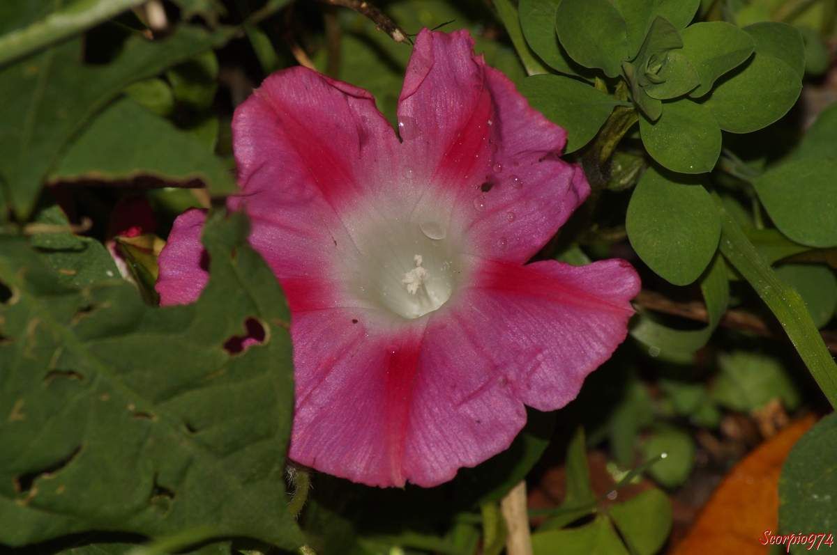 Nature, Nature 974, Nature de la Réunion, Nature à la Réunion, Flore, Flore 974, Flore Réunion, Flore de la Réunion, Flore à la Réunion, Flore introduite, Flore introduite 974, Flore introduite Réunion, Flore introduite de la Réunion, Flore introduite à la Réunion, introduite, introduite 974, introduite Réunion, introduite de la Réunion introduite à la Réunion, Flore introduites de la Réunion, Flore introduites à la Réunion, introduites, introduites 974, introduites Réunion, introduites de la Réunion introduites à la Réunion, adventices introduits, adventices introduits 974, adventices introduits Réunion, adventices introduits de la Réunion adventices introduits à la Réunion, adventice introduit, adventice introduit 974, adventice introduit Réunion, adventice introduit de la Réunion adventice introduit à la Réunion, adventice envahissante à fleur rose pourpre, adventice envahissante à fleur rose pourpre 974, adventice envahissante à fleur rose pourpre Réunion, adventice envahissante à fleur rose pourpre de la Réunion, adventice envahissante à fleur rose pourpre à la Réunion, adventice envahissante à petite fleur rose pourpre, adventice envahissante à petite fleur rose pourpre Réunion, adventice envahissante à petite fleur rose pourpre de la Réunion, adventice envahissante à petite fleur rose pourpre à la Réunion, adventice envahissante à petites fleurs roses pourpres, adventice envahissante à petites fleurs roses pourpres 974, adventice envahissante à petites fleurs roses pourpres à la Réunion, adventice envahissante à petites fleurs roses pourpres Réunion, adventice envahissante à petites fleurs roses pourpres de la Réunion,espèce introduite, espèce introduite 974, espèce introduite Réunion, espèce introduite de la Réunion espèce introduite à la Réunion, espèces introduites, espèces introduites 974, espèces introduites Réunion, espèces introduites de la Réunion espèces introduites à la Réunion, Flore naturalisée de la Réunion, Flore naturalisée à la Réunion, naturalisée, naturalisée 974, naturalisée Réunion, naturalisée de la Réunion naturalisée à la Réunion, Flore naturalisées de la Réunion, Flore naturalisées à la Réunion, naturalisées, naturalisées 974, naturalisées Réunion, naturalisées de la Réunion naturalisées à la Réunion, adventices naturalisées, adventices naturalisées 974, adventices naturalisées Réunion, adventices naturalisées de la Réunion adventices naturalisées à la Réunion, adventice naturalisée, adventice naturalisée 974, adventice naturalisée Réunion, adventice naturalisée de la Réunion adventice naturalisée à la Réunion, espèce naturalisée, espèce naturalisée 974, espèce naturalisée Réunion, espèce naturalisée de la Réunion espèce naturalisée à la Réunion, espèces naturalisées, espèces naturalisées 974, espèces naturalisées Réunion, espèces naturalisées de la Réunion espèces naturalisées à la Réunion, Fleur, Fleur 974, Fleur Réunion, Fleur de la Réunion Fleur à la Réunion,  fleur rose, fleur rose 974, fleur rose de la Réunion, fleur rose Réunion, fleur rose à la Réunion, Fleur rose pourpre, Fleur rose pourpre 974, Fleur rose pourpre de la Réunion, Fleur rose pourpre Réunion, Fleur rose pourpre à la Réunion, Fleurs roses pourpres, Fleurs roses pourpres 974, Fleurs roses pourpres Réunion, Fleurs roses pourpres de la Réunion, Fleurs roses pourpres à la Réunion, Petites Fleurs roses pourpres, Petites Fleurs roses pourpres 974, Petites Fleurs roses pourpres Réunion, Petites Fleurs roses pourpres de la Réunion, Petites Fleurs roses pourpres à la Réunion, Petite Fleur rose pourpre, Petite Fleur rose pourpre 974, Petite Fleur rose pourpre Réunion, Petite Fleur rose pourpre de la Réunion, Petite Fleur rose pourpre à la Réunion, Mauvaise herbe à fleur rose pourpre, Mauvaise herbe à fleur rose pourpre 974, Mauvaise herbe à fleur rose pourpre Réunion, Mauvaise herbe à fleur rose pourpre de la Réunion, Mauvaise herbe à fleur rose pourpre à la Réunion, Mauvaise herbe à petite fleur rose pourpre, Mauvaise herbe à petite fleur rose pourpre Réunion, Mauvaise herbe à petite fleur rose pourpre de la Réunion, Mauvaise herbe à petite fleur rose pourpre à la Réunion, Mauvaise herbe à petites fleurs roses pourpres, Mauvaise herbe à petites fleurs roses pourpres 974, Mauvaise herbe à petites fleurs roses pourpres à la Réunion, Mauvaise herbe à petites fleurs roses pourpres Réunion, Mauvaise herbe à petites fleurs roses pourpres de la Réunion, Mauvaise herbe envahissante à fleur rose pourpre, Mauvaise herbe envahissante à fleur rose pourpre 974, Mauvaise herbe envahissante à fleur rose pourpre Réunion, Mauvaise herbe envahissante à fleur rose pourpre de la Réunion, Mauvaise herbe envahissante à fleur rose pourpre à la Réunion, Mauvaise herbe envahissante à petite fleur rose pourpre, Mauvaise herbe envahissante à petite fleur rose pourpre Réunion, Mauvaise herbe envahissante à petite fleur rose pourpre de la Réunion, Flore envahissante 974, Flore envahissante Réunion, Flore envahissante de la Réunion, Flore envahissante à la Réunion, envahissante, envahissante 974, envahissante Réunion, envahissante de la Réunion envahissante à la Réunion, Flore envahissantes de la Réunion, Flore envahissantes à la Réunion, envahissantes, envahissantes 974, envahissantes Réunion, envahissantes de la Réunion envahissantes à la Réunion, espèce envahissante, espèce envahissante 974, espèce envahissante Réunion, espèce envahissante de la Réunion espèce envahissante à la Réunion, espèces envahissantes, espèces envahissantes 974, espèces envahissantes Réunion, espèces envahissantes de la Réunion espèces envahissantes à la Réunion, Flore potentiellement envahissante, Flore potentiellement envahissante 974, Flore potentiellement envahissante Réunion, Flore potentiellement envahissante de la Réunion, Flore potentiellement envahissante à la Réunion, potentiellement envahissante, potentiellement envahissante 974, potentiellement envahissante Réunion, potentiellement envahissante de la Réunion potentiellement envahissante à la Réunion, Flore potentiellement envahissantes de la Réunion, Flore potentiellement envahissantes à la Réunion, potentiellement envahissantes, potentiellement envahissantes 974, potentiellement envahissantes Réunion, potentiellement envahissantes de la Réunion potentiellement envahissantes à la Réunion, Mauvaise herbe envahissante à fleur rose pourpre, Mauvaise herbe envahissante à fleur rose pourpre 974, Mauvaise herbe envahissante à fleur rose pourpre Réunion, Mauvaise herbe envahissante à fleur rose pourpre de la Réunion, Mauvaise herbe envahissante à fleur rose pourpre à la Réunion, Mauvaise herbe envahissante à petite fleur rose pourpre, Mauvaise herbe envahissante à petite fleur rose pourpre Réunion, Mauvaise herbe envahissante à petite fleur rose pourpre de la Réunion, Mauvaise herbe envahissante à petite fleur rose pourpre à la Réunion, Mauvaise herbe envahissante à petites fleurs roses pourpres, Mauvaise herbe envahissante à petites fleurs roses pourpres 974, Mauvaise herbe envahissante à petites fleurs roses pourpres à la Réunion, Mauvaise herbe envahissante à petites fleurs roses pourpres Réunion, Mauvaise herbe envahissante à petites fleurs roses pourpres de la Réunion, Mauvaise herbe envahissante de niveau 3 à fleur rose pourpre, Mauvaise herbe envahissante de niveau 3 à fleur rose pourpre 974, Mauvaise herbe envahissante de niveau 3 à fleur rose pourpre Réunion, Mauvaise herbe envahissante de niveau 3 à fleur rose pourpre de la Réunion, Mauvaise herbe envahissante de niveau 3 à fleur rose pourpre à la Réunion, Mauvaise herbe envahissante de niveau 3 à petite fleur rose pourpre, Mauvaise herbe envahissante de niveau 3 à petite fleur rose pourpre Réunion, Mauvaise herbe envahissante de niveau 3 à petite fleur rose pourpre de la Réunion, Mauvaise herbe envahissante de niveau 3 à petite fleur rose pourpre à la Réunion, Mauvaise herbe envahissante de niveau 3 à petites fleurs roses pourpres, Mauvaise herbe envahissante de niveau 3 à petites fleurs roses pourpres 974, Mauvaise herbe envahissante de niveau 3 à petites fleurs roses pourpres à la Réunion, Mauvaise herbe envahissante de niveau 3 à petites fleurs roses pourpres Réunion, Mauvaise herbe envahissante de niveau 3 à petites fleurs roses pourpres de la Réunion, Mauvaise herbe envahissante de niveau trois à fleur rose pourpre, Mauvaise herbe envahissante de niveau trois à fleur rose pourpre 974, Mauvaise herbe envahissante de niveau trois à fleur rose pourpre Réunion, Mauvaise herbe envahissante de niveau trois à fleur rose pourpre de la Réunion, Mauvaise herbe envahissante de niveau trois à fleur rose pourpre à la Réunion, Mauvaise herbe envahissante de niveau trois à petite fleur rose pourpre, Mauvaise herbe envahissante de niveau trois à petite fleur rose pourpre Réunion, Mauvaise herbe envahissante de niveau trois à petite fleur rose pourpre de la Réunion, Mauvaise herbe envahissante de niveau trois à petite fleur rose pourpre à la Réunion, Mauvaise herbe envahissante de niveau trois à petites fleurs roses pourpres, Mauvaise herbe envahissante de niveau trois à petites fleurs roses pourpres 974, Mauvaise herbe envahissante de niveau trois à petites fleurs roses pourpres à la Réunion, Mauvaise herbe envahissante de niveau trois à petites fleurs roses pourpres Réunion, Mauvaise herbe envahissante de niveau trois à petites fleurs roses pourpres de la Réunion,  Mauvaise herbe envahissante de niveau trois sur cinq à fleur rose pourpre, Mauvaise herbe envahissante de niveau trois sur cinq à fleur rose pourpre 974, Mauvaise herbe envahissante de niveau trois sur cinq à fleur rose pourpre Réunion, Mauvaise herbe envahissante de niveau trois sur cinq à fleur rose pourpre de la Réunion, Mauvaise herbe envahissante de niveau trois sur cinq à fleur rose pourpre à la Réunion, Mauvaise herbe envahissante de niveau trois sur cinq à petite fleur rose pourpre, Mauvaise herbe envahissante de niveau trois sur cinq à petite fleur rose pourpre Réunion, Mauvaise herbe envahissante de niveau trois sur cinq à petite fleur rose pourpre de la Réunion, Mauvaise herbe envahissante de niveau trois sur cinq à petite fleur rose pourpre à la Réunion, Mauvaise herbe envahissante de niveau trois sur cinq à petites fleurs roses pourpres, Mauvaise herbe envahissante de niveau trois sur cinq à petites fleurs roses pourpres 974, Mauvaise herbe envahissante de niveau trois sur cinq à petites fleurs roses pourpres à la Réunion, Mauvaise herbe envahissante de niveau trois sur cinq à petites fleurs roses pourpres Réunion, Mauvaise herbe envahissante de niveau trois sur cinq à petites fleurs roses pourpres de la Réunion,  Mauvaise herbe envahissante de niveau 3 sur 5 à fleur rose pourpre, Mauvaise herbe envahissante de niveau 3 sur 5 à fleur rose pourpre 974, Mauvaise herbe envahissante de niveau 3 sur 5 à fleur rose pourpre Réunion, Mauvaise herbe envahissante de niveau 3 sur 5 à fleur rose pourpre de la Réunion, Mauvaise herbe envahissante de niveau 3 sur 5 à fleur rose pourpre à la Réunion, Mauvaise herbe envahissante de niveau 3 sur 5 à petite fleur rose pourpre, Mauvaise herbe envahissante de niveau 3 sur 5 à petite fleur rose pourpre Réunion, Mauvaise herbe envahissante de niveau 3 sur 5 à petite fleur rose pourpre de la Réunion, Mauvaise herbe envahissante de niveau 3 sur 5 à petite fleur rose pourpre à la Réunion, Mauvaise herbe envahissante de niveau 3 sur 5 à petites fleurs roses pourpres, Mauvaise herbe envahissante de niveau 3 sur 5 à petites fleurs roses pourpres 974, Mauvaise herbe envahissante de niveau 3 sur 5 à petites fleurs roses pourpres à la Réunion, Mauvaise herbe envahissante de niveau 3 sur 5 à petites fleurs roses pourpres Réunion, Mauvaise herbe envahissante de niveau 3 sur 5 à petites fleurs roses pourpres de la Réunion,  Flore envahissante de niveau 3, Flore envahissante de niveau 3 974, Flore envahissante de niveau 3 Réunion, Flore envahissante de niveau 3 de la Réunion, Flore envahissante de niveau 3 à la Réunion, envahissante de niveau 3, envahissante de niveau 3 974, envahissante de niveau 3 Réunion, envahissante de niveau 3 de la Réunion envahissante de niveau 3 à la Réunion, Flore envahissante de niveau 3 sur 5 de la Réunion, Flore envahissante de niveau 3 sur 5 à la Réunion, envahissante de niveau 3 sur 5, envahissante de niveau 3 sur 5 974, envahissante de niveau 3 sur 5 Réunion, envahissante de niveau 3 sur 5 de la Réunion envahissante de niveau 3 sur 5 à la Réunion, Arbres envahissante de niveau 3 sur 5, Arbres envahissante de niveau 3 sur 5 974, Arbres envahissante de niveau 3 sur 5 Réunion, Arbres envahissante de niveau 3 sur 5 de la Réunion Arbres envahissante de niveau 3 sur 5 à la Réunion, Arbre envahissante de niveau 3, Arbre envahissante de niveau 3 974, Arbre envahissante de niveau 3 Réunion, Arbre envahissante de niveau 3 de la Réunion Arbre envahissante de niveau 3 à la Réunion, espèce envahissante de niveau 3, espèce envahissante de niveau 3 974, espèce envahissante de niveau 3 Réunion, espèce envahissante de niveau 3 de la Réunion espèce envahissante de niveau 3 à la Réunion, espèces envahissante de niveau 3 sur 5, espèces envahissante de niveau 3 sur 5 974, espèces envahissante de niveau 3 sur 5 Réunion, espèces envahissante de niveau 3 sur 5 de la Réunion espèces envahissante de niveau 3 sur 5 à la Réunion, Flore potentiellement envahissante de niveau 3, Flore potentiellement envahissante de niveau 3 974, Flore potentiellement envahissante de niveau 3 Réunion, Flore potentiellement envahissante de niveau 3 de la Réunion, Flore potentiellement envahissante de niveau 3 à la Réunion, potentiellement envahissante de niveau 3, potentiellement envahissante de niveau 3 974, potentiellement envahissante de niveau 3 Réunion, potentiellement envahissante de niveau 3 de la Réunion potentiellement envahissante de niveau 3 à la Réunion, Flore potentiellement envahissante de niveau 3 sur 5 de la Réunion, Flore potentiellement envahissante de niveau 3 sur 5 à la Réunion, potentiellement envahissante de niveau 3 sur 5, potentiellement envahissante de niveau 3 sur 5 974, potentiellement envahissante de niveau 3 sur 5 Réunion, potentiellement envahissante de niveau 3 sur 5 de la Réunion potentiellement envahissante de niveau 3 sur 5 à la Réunion, Flore envahissante de niveau trois, Flore envahissante de niveau trois 974, Flore envahissante de niveau trois Réunion, Flore envahissante de niveau trois de la Réunion, Flore envahissante de niveau trois à la Réunion, envahissante de niveau trois, envahissante de niveau trois 974, envahissante de niveau trois Réunion, envahissante de niveau trois de la Réunion envahissante de niveau trois à la Réunion, Flore envahissante de niveau trois sur cinq de la Réunion, Flore envahissante de niveau trois sur cinq à la Réunion, envahissante de niveau trois sur cinq, envahissante de niveau trois sur cinq 974, envahissante de niveau trois sur cinq Réunion, envahissante de niveau trois sur cinq de la Réunion envahissante de niveau trois sur cinq à la Réunion, Arbres envahissante de niveau trois sur cinq, Arbres envahissante de niveau trois sur cinq 974, Arbres envahissante de niveau trois sur cinq Réunion, Arbres envahissante de niveau trois sur cinq de la Réunion Arbres envahissante de niveau trois sur cinq à la Réunion, Arbre envahissante de niveau trois, Arbre envahissante de niveau trois 974, Arbre envahissante de niveau trois Réunion, Arbre envahissante de niveau trois de la Réunion Arbre envahissante de niveau trois à la Réunion, espèce envahissante de niveau trois, espèce envahissante de niveau trois 974, espèce envahissante de niveau trois Réunion, espèce envahissante de niveau trois de la Réunion espèce envahissante de niveau trois à la Réunion, espèces envahissante de niveau trois sur cinq, espèces envahissante de niveau trois sur cinq 974, espèces envahissante de niveau trois sur cinq Réunion, espèces envahissante de niveau trois sur cinq de la Réunion espèces envahissante de niveau trois sur cinq à la Réunion, Flore mauvaise herbe potentiellement envahissante de niveau trois, Flore mauvaise herbe potentiellement envahissante de niveau trois 974, Flore mauvaise herbe potentiellement envahissante de niveau trois Réunion, Flore mauvaise herbe potentiellement envahissante de niveau trois de la Réunion, Flore mauvaise herbe potentiellement envahissante de niveau trois à la Réunion, mauvaise herbe potentiellement envahissante de niveau trois, mauvaise herbe potentiellement envahissante de niveau trois 974, mauvaise herbe potentiellement envahissante de niveau trois Réunion, mauvaise herbe potentiellement envahissante de niveau trois de la Réunion mauvaise herbe potentiellement envahissante de niveau trois à la Réunion, Flore mauvaise herbe potentiellement envahissante de niveau trois sur cinq de la Réunion, Flore mauvaise herbe potentiellement envahissante de niveau trois sur cinq à la Réunion, mauvaise herbe potentiellement envahissante de niveau trois sur cinq, mauvaise herbe potentiellement envahissante de niveau trois sur cinq 974, mauvaise herbe potentiellement envahissante de niveau trois sur cinq Réunion, mauvaise herbe potentiellement envahissante de niveau trois sur cinq de la Réunion mauvaise herbe potentiellement envahissante de niveau trois sur cinq à la Réunion, Solanales, Solanales 974, Solanales Réunion, Solanales de la Réunion, Solanales à la Réunion, Convolvulaceae, Convolvulaceae 974, Convolvulaceae de la Réunion, Convolvulaceae à la Réunion, Convolvulaceae 974, Convolvuloideae, Convolvuloideae  974, Convolvuloideae  Réunion, Convolvuloideae  de la Réunion, Convolvuloideae  à la Réunion, Ipomoeeae, Ipomoeeae 974, Ipomoeeae Réunion, Ipomoeeae à la Réunion, Ipomoeeae  de la Réunion, Ipomoea, Ipomoea 974, Ipomoea Réunion, Ipomoea de la Réunion, Ipomoea à la Réunion, Ipomoea purpurea, Ipomoea purpurea 974, Ipomoea purpurea Réunion, Ipomoea purpurea de la Réunion, Ipomoea purpurea à la Réunion, Ipomoea purpurea (L.) Roth, Ipomoea purpurea (L.) Roth 974, Ipomoea purpurea (L.) Roth Réunion, Ipomoea purpurea (L.) Roth de la Réunion, Ipomoea purpurea (L.) Roth à la Réunion, Ipomoea purpurea (L.) Roth 1787, Ipomoea purpurea (L.) Roth 1787 974, Ipomoea purpurea (L.) Roth 1787 Réunion, Ipomoea purpurea (L.) Roth 1787 de la Réunion, Ipomoea purpurea (L.) Roth 1787 à la Réunion, Ipomoea purpurea ((L.) Roth, 1787), Ipomoea purpurea ((L.) Roth, 1787) 974, Ipomoea purpurea ((L.) Roth, 1787) Réunion, Ipomoea purpurea ((L.) Roth, 1787) de la Réunion, Ipomoea purpurea ((L.) Roth, 1787) à la Réunion, Convolvuloides, Convolvuloides 974, Convolvuloides Réunion, Convolvuloides de la Réunion, Convolvuloides à la Réunion, Convolvuloides leucosperma, Convolvuloides leucosperma 974, Convolvuloides leucosperma Réunion, Convolvuloides leucosperma de la Réunion, Convolvuloides leucosperma à la Réunion, Convolvuloides leucosperma Moench, Convolvuloides leucosperma Moench 974, Convolvuloides leucosperma Moench Réunion, Convolvuloides leucosperma Moench de la Réunion, Convolvuloides leucosperma Moench à la Réunion, Convolvuloides leucosperma Moench 1794, Convolvuloides leucosperma Moench 1794 974, Convolvuloides leucosperma Moench 1794 Réunion, Convolvuloides leucosperma Moench 1794 de la Réunion, Convolvuloides leucosperma Moench 1794 à la Réunion, Convolvuloides leucosperma (Moench, 1794), Convolvuloides leucosperma (Moench, 1794) 974, Convolvuloides leucosperma (Moench, 1794) Réunion, Convolvuloides leucosperma (Moench, 1794) de la Réunion, Convolvuloides leucosperma (Moench, 1794) à la Réunion, Pharbitis, Pharbitis 974, Pharbitis Réunion, Pharbitis de la Réunion, Pharbitis à la Réunion, Pharbitis purpurea, Pharbitis purpurea 974, Pharbitis purpurea Réunion, Pharbitis purpurea de la Réunion, Pharbitis purpurea à la Réunion, Pharbitis purpurea (L.) Voigt, Pharbitis purpurea (L.) Voigt 974, Pharbitis purpurea (L.) Voigt Réunion, Pharbitis purpurea (L.) Voigt de la Réunion, Pharbitis purpurea (L.) Voigt à la Réunion, Pharbitis purpurea (L.) Voigt 1845, Pharbitis purpurea (L.) Voigt 1845 974, Pharbitis purpurea (L.) Voigt 1845 Réunion, Pharbitis purpurea (L.) Voigt 1845 de la Réunion, Pharbitis purpurea (L.) Voigt 1845 à la Réunion, Pharbitis purpurea ((L.) Voigt, 1845), Pharbitis purpurea ((L.) Voigt, 1845) 974, Pharbitis purpurea ((L.) Voigt, 1845) Réunion, Pharbitis purpurea ((L.) Voigt, 1845) de la Réunion, Pharbitis purpurea ((L.) Voigt, 1845) à la Réunion, Convolvulus, Convolvulus 974, Convolvulus Réunion, Convolvulus de la Réunion, Convolvulus à la Réunion, Convolvulus mutabilis, Convolvulus mutabilis 974, Convolvulus mutabilis Réunion, Convolvulus mutabilis de la Réunion, Convolvulus mutabilis à la Réunion, Convolvulus mutabilis Salisb., Convolvulus mutabilis Salisb. 974, Convolvulus mutabilis Salisb. Réunion, Convolvulus mutabilis Salisb. de la Réunion, Convolvulus mutabilis Salisb. à la Réunion, Convolvulus mutabilis Salisb. 1796, Convolvulus mutabilis Salisb. 1796 974, Convolvulus mutabilis Salisb. 1796 Réunion, Convolvulus mutabilis Salisb. 1796 de la Réunion, Convolvulus mutabilis Salisb. 1796 à la Réunion, Convolvulus mutabilis (Salisb., 1796), Convolvulus mutabilis (Salisb., 1796) 974, Convolvulus mutabilis (Salisb., 1796) Réunion, Convolvulus mutabilis (Salisb., 1796) de la Réunion, Convolvulus mutabilis (Salisb., 1796) à la Réunion, Diatrema, Diatrema 974, Diatrema Réunion, Diatrema de la Réunion, Diatrema à la Réunion, Diatrema purpurea, Diatrema purpurea 974, Diatrema purpurea Réunion, Diatrema purpurea de la Réunion, Diatrema purpurea à la Réunion, Diatrema purpurea (L.) Raf., Diatrema purpurea (L.) Raf. 974, Diatrema purpurea (L.) Raf. Réunion, Diatrema purpurea (L.) Raf. de la Réunion, Diatrema purpurea (L.) Raf. à la Réunion, Diatrema purpurea (L.) Raf. 1838, Diatrema purpurea (L.) Raf. 1838 974, Diatrema purpurea (L.) Raf. 1838 Réunion, Diatrema purpurea (L.) Raf. 1838 de la Réunion, Diatrema purpurea (L.) Raf. 1838 à la Réunion, Diatrema purpurea ((L.) Raf., 1838), Convolvuloides purpurea, Convolvuloides purpurea 974, Convolvuloides purpurea Réunion, Convolvuloides purpurea de la Réunion, Convolvuloides purpurea à la Réunion, Convolvuloides purpurea (L.) Moench, Convolvuloides purpurea (L.) Moench 974, Convolvuloides purpurea (L.) Moench Réunion, Convolvuloides purpurea (L.) Moench de la Réunion, Convolvuloides purpurea (L.) Moench à la Réunion, Convolvuloides purpurea (L.) Moench 1794, Convolvuloides purpurea (L.) Moench 1794 974, Convolvuloides purpurea (L.) Moench 1794 Réunion, Convolvuloides purpurea (L.) Moench 1794 de la Réunion, Convolvuloides purpurea (L.) Moench 1794 à la Réunion, Convolvuloides purpurea ((L.) Moench, 1794), Convolvuloides purpurea ((L.) Moench, 1794) 974, Convolvuloides purpurea ((L.) Moench, 1794) de la Réunion, Convolvuloides purpurea ((L.) Moench, 1794) Réunion, Convolvuloides purpurea ((L.) Moench, 1794) à la Réunion, Convolvulus majus, Convolvulus majus 974, Convolvulus majus Réunion, Convolvulus majus de la Réunion, Convolvulus majus à la Réunion, Convolvulus majus hort, Convolvulus majus hort 974, Convolvulus majus hort Réunion, Convolvulus majus hort de la Réunion, Convolvulus majus hort à la Réunion, Convolvulus mutabilis, Convolvulus mutabilis 974, Convolvulus mutabilis Réunion, Convolvulus mutabilis de la Réunion, Convolvulus mutabilis à la Réunion, Convolvulus mutabilis Salisb., Convolvulus mutabilis Salisb. 974, Convolvulus mutabilis Salisb. Réunion, Convolvulus mutabilis Salisb. de la Réunion, Convolvulus mutabilis Salisb. à la Réunion, Convolvulus mutabilis Salisb. 1796, Convolvulus mutabilis Salisb. 1796 974, Convolvulus mutabilis Salisb. 1796 Réunion, Convolvulus mutabilis Salisb. 1796 de la Réunion, Convolvulus mutabilis Salisb. 1796 à la Réunion, Convolvulus mutabilis (Salisb., 1796), Convolvulus mutabilis (Salisb., 1796) 974, Convolvulus mutabilis (Salisb., 1796) Réunion, Convolvulus mutabilis (Salisb., 1796) de la Réunion, Convolvulus mutabilis (Salisb., 1796) à la Réunion, Convolvulus purpurea, Convolvulus purpurea 974, Convolvulus purpurea Réunion, Convolvulus purpurea de la Réunion, Convolvulus purpurea à la Réunion, Convolvulus purpurea L., Convolvulus purpurea L. 974, Convolvulus purpurea L. Réunion, Convolvulus purpurea L. de la Réunion, Convolvulus purpurea L. à la Réunion, Convolvulus purpurea L. 1762, Convolvulus purpurea L. 1762 974, Convolvulus purpurea L. 1762 Réunion, Convolvulus purpurea L. 1762 de la Réunion, Convolvulus purpurea L. 1762 à la Réunion, Convolvulus purpurea (L., 1762), Convolvulus purpurea (L., 1762) 974, Convolvulus purpurea (L., 1762) Réunion, Convolvulus purpurea (L., 1762) de la Réunion, Convolvulus purpurea (L., 1762) à la Réunion, Ipomoea hispida, Ipomoea hispida 974, Ipomoea hispida Réunion, Ipomoea hispida de la Réunion, Ipomoea hispida à la Réunion, Ipomoea hispida Zuccagni, Ipomoea hispida Zuccagni 974, Ipomoea hispida Zuccagni Réunion, Ipomoea hispida Zuccagni de la Réunion, Ipomoea hispida Zuccagni à la Réunion, Ipomoea hispida Zuccagni 1806, Ipomoea hispida Zuccagni 1806 974, Ipomoea hispida Zuccagni 1806 Réunion, Ipomoea hispida Zuccagni 1806 de la Réunion, Ipomoea hispida Zuccagni 1806 à la Réunion, Ipomoea hispida (Zuccagni, 1806), Ipomoea hispida (Zuccagni, 1806) 974, Ipomoea hispida (Zuccagni, 1806) Réunion, Ipomoea hispida (Zuccagni, 1806) de la Réunion, Ipomoea hispida (Zuccagni, 1806) à la Réunion, Ipomoea mexicana, Ipomoea mexicana 974, Ipomoea mexicana Réunion, Ipomoea mexicana de la Réunion, Ipomoea mexicana à la Réunion, Ipomoea mexicana A. Gray, Ipomoea mexicana A. Gray 974, Ipomoea mexicana A. Gray Réunion, Ipomoea mexicana A. Gray de la Réunion, Ipomoea mexicana A. Gray à la Réunion, Ipomoea mexicana A. Gray 1878, Ipomoea mexicana A. Gray 1878 974, Ipomoea mexicana A. Gray 1878 Réunion, Ipomoea mexicana A. Gray 1878 de la Réunion, Ipomoea mexicana A. Gray 1878 à la Réunion, Ipomoea mexicana (A. Gray, 1878), Ipomoea mexicana (A. Gray, 1878) 974, Ipomoea mexicana (A. Gray, 1878) Réunion, Ipomoea mexicana (A. Gray, 1878) de la Réunion, Ipomoea mexicana (A. Gray, 1878) à la Réunion, Pharbitis hispida, Pharbitis hispida 974, Pharbitis hispida Réunion, Pharbitis hispida de la Réunion, Pharbitis hispida à la Réunion, Pharbitis hispida (Zuccagni) Choisy, Pharbitis hispida (Zuccagni) Choisy 974, Pharbitis hispida (Zuccagni) Choisy Réunion, Pharbitis hispida (Zuccagni) Choisy de la Réunion, Pharbitis hispida (Zuccagni) Choisy à la Réunion, Pharbitis hispida (Zuccagni) Choisy 1833, Pharbitis hispida (Zuccagni) Choisy 1833 974, Pharbitis hispida (Zuccagni) Choisy 1833 Réunion, Pharbitis hispida (Zuccagni) Choisy 1833 de la Réunion, Pharbitis hispida (Zuccagni) Choisy 1833 à la Réunion, Pharbitis hispida ((Zuccagni) Choisy, 1833), Pharbitis hispida ((Zuccagni) Choisy, 1833) 974, Pharbitis hispida ((Zuccagni) Choisy, 1833) Réunion, Pharbitis hispida ((Zuccagni) Choisy, 1833) de la Réunion, Pharbitis hispida ((Zuccagni) Choisy, 1833) à la Réunion, Pharbitis purpurea, Pharbitis purpurea 974, Pharbitis purpurea Réunion, Pharbitis purpurea de la Réunion, Pharbitis purpurea à la Réunion, Pharbitis purpurea (L.) Choisy, Pharbitis purpurea (L.) Choisy 974, Pharbitis purpurea (L.) Choisy Réunion, Pharbitis purpurea (L.) Choisy de la Réunion, Pharbitis purpurea (L.) Choisy à la Réunion, Ipomée, Ipomée 974, Ipomée Réunion, Ipomée de la Réunion, Ipomée à la Réunion, Ipomée pourpre, Ipomée pourpre 974, Ipomée pourpre Réunion, Ipomée pourpre de la Réunion, Ipomée pourpre à la Réunion, Liseron, Liseron 974, Liseron Réunion, Liseron de la Réunion, Liseron à la Réunion, Volubilis, Volubilis 974, Volubilis Réunion, Volubilis de la Réunion, Volubilis à la Réunion, Common Morning-glory, Common Morning-glory 974, Common Morning-glory Réunion, Common Morning-glory de la Réunion, Common Morning-glory à la Réunion, Liseron pourpre, Liseron pourpre 974, Liseron pourpre Réunion, Liseron pourpre de la Réunion, Liseron pourpre à la Réunion, pourpre, pourpre 974, pourpre Réunion, pourpre de la Réunion, pourpre à la Réunion, 