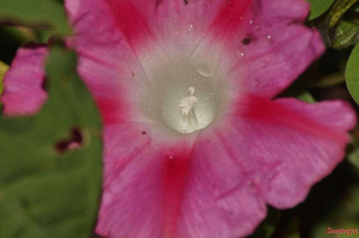Nature, Nature 974, Nature de la Réunion, Nature à la Réunion, Flore, Flore 974, Flore Réunion, Flore de la Réunion, Flore à la Réunion, Flore introduite, Flore introduite 974, Flore introduite Réunion, Flore introduite de la Réunion, Flore introduite à la Réunion, introduite, introduite 974, introduite Réunion, introduite de la Réunion introduite à la Réunion, Flore introduites de la Réunion, Flore introduites à la Réunion, introduites, introduites 974, introduites Réunion, introduites de la Réunion introduites à la Réunion, adventices introduits, adventices introduits 974, adventices introduits Réunion, adventices introduits de la Réunion adventices introduits à la Réunion, adventice introduit, adventice introduit 974, adventice introduit Réunion, adventice introduit de la Réunion adventice introduit à la Réunion, adventice envahissante à fleur rose pourpre, adventice envahissante à fleur rose pourpre 974, adventice envahissante à fleur rose pourpre Réunion, adventice envahissante à fleur rose pourpre de la Réunion, adventice envahissante à fleur rose pourpre à la Réunion, adventice envahissante à petite fleur rose pourpre, adventice envahissante à petite fleur rose pourpre Réunion, adventice envahissante à petite fleur rose pourpre de la Réunion, adventice envahissante à petite fleur rose pourpre à la Réunion, adventice envahissante à petites fleurs roses pourpres, adventice envahissante à petites fleurs roses pourpres 974, adventice envahissante à petites fleurs roses pourpres à la Réunion, adventice envahissante à petites fleurs roses pourpres Réunion, adventice envahissante à petites fleurs roses pourpres de la Réunion,espèce introduite, espèce introduite 974, espèce introduite Réunion, espèce introduite de la Réunion espèce introduite à la Réunion, espèces introduites, espèces introduites 974, espèces introduites Réunion, espèces introduites de la Réunion espèces introduites à la Réunion, Flore naturalisée de la Réunion, Flore naturalisée à la Réunion, naturalisée, naturalisée 974, naturalisée Réunion, naturalisée de la Réunion naturalisée à la Réunion, Flore naturalisées de la Réunion, Flore naturalisées à la Réunion, naturalisées, naturalisées 974, naturalisées Réunion, naturalisées de la Réunion naturalisées à la Réunion, adventices naturalisées, adventices naturalisées 974, adventices naturalisées Réunion, adventices naturalisées de la Réunion adventices naturalisées à la Réunion, adventice naturalisée, adventice naturalisée 974, adventice naturalisée Réunion, adventice naturalisée de la Réunion adventice naturalisée à la Réunion, espèce naturalisée, espèce naturalisée 974, espèce naturalisée Réunion, espèce naturalisée de la Réunion espèce naturalisée à la Réunion, espèces naturalisées, espèces naturalisées 974, espèces naturalisées Réunion, espèces naturalisées de la Réunion espèces naturalisées à la Réunion, Fleur, Fleur 974, Fleur Réunion, Fleur de la Réunion Fleur à la Réunion,  fleur rose, fleur rose 974, fleur rose de la Réunion, fleur rose Réunion, fleur rose à la Réunion, Fleur rose pourpre, Fleur rose pourpre 974, Fleur rose pourpre de la Réunion, Fleur rose pourpre Réunion, Fleur rose pourpre à la Réunion, Fleurs roses pourpres, Fleurs roses pourpres 974, Fleurs roses pourpres Réunion, Fleurs roses pourpres de la Réunion, Fleurs roses pourpres à la Réunion, Petites Fleurs roses pourpres, Petites Fleurs roses pourpres 974, Petites Fleurs roses pourpres Réunion, Petites Fleurs roses pourpres de la Réunion, Petites Fleurs roses pourpres à la Réunion, Petite Fleur rose pourpre, Petite Fleur rose pourpre 974, Petite Fleur rose pourpre Réunion, Petite Fleur rose pourpre de la Réunion, Petite Fleur rose pourpre à la Réunion, Mauvaise herbe à fleur rose pourpre, Mauvaise herbe à fleur rose pourpre 974, Mauvaise herbe à fleur rose pourpre Réunion, Mauvaise herbe à fleur rose pourpre de la Réunion, Mauvaise herbe à fleur rose pourpre à la Réunion, Mauvaise herbe à petite fleur rose pourpre, Mauvaise herbe à petite fleur rose pourpre Réunion, Mauvaise herbe à petite fleur rose pourpre de la Réunion, Mauvaise herbe à petite fleur rose pourpre à la Réunion, Mauvaise herbe à petites fleurs roses pourpres, Mauvaise herbe à petites fleurs roses pourpres 974, Mauvaise herbe à petites fleurs roses pourpres à la Réunion, Mauvaise herbe à petites fleurs roses pourpres Réunion, Mauvaise herbe à petites fleurs roses pourpres de la Réunion, Mauvaise herbe envahissante à fleur rose pourpre, Mauvaise herbe envahissante à fleur rose pourpre 974, Mauvaise herbe envahissante à fleur rose pourpre Réunion, Mauvaise herbe envahissante à fleur rose pourpre de la Réunion, Mauvaise herbe envahissante à fleur rose pourpre à la Réunion, Mauvaise herbe envahissante à petite fleur rose pourpre, Mauvaise herbe envahissante à petite fleur rose pourpre Réunion, Mauvaise herbe envahissante à petite fleur rose pourpre de la Réunion, Flore envahissante 974, Flore envahissante Réunion, Flore envahissante de la Réunion, Flore envahissante à la Réunion, envahissante, envahissante 974, envahissante Réunion, envahissante de la Réunion envahissante à la Réunion, Flore envahissantes de la Réunion, Flore envahissantes à la Réunion, envahissantes, envahissantes 974, envahissantes Réunion, envahissantes de la Réunion envahissantes à la Réunion, espèce envahissante, espèce envahissante 974, espèce envahissante Réunion, espèce envahissante de la Réunion espèce envahissante à la Réunion, espèces envahissantes, espèces envahissantes 974, espèces envahissantes Réunion, espèces envahissantes de la Réunion espèces envahissantes à la Réunion, Flore potentiellement envahissante, Flore potentiellement envahissante 974, Flore potentiellement envahissante Réunion, Flore potentiellement envahissante de la Réunion, Flore potentiellement envahissante à la Réunion, potentiellement envahissante, potentiellement envahissante 974, potentiellement envahissante Réunion, potentiellement envahissante de la Réunion potentiellement envahissante à la Réunion, Flore potentiellement envahissantes de la Réunion, Flore potentiellement envahissantes à la Réunion, potentiellement envahissantes, potentiellement envahissantes 974, potentiellement envahissantes Réunion, potentiellement envahissantes de la Réunion potentiellement envahissantes à la Réunion, Mauvaise herbe envahissante à fleur rose pourpre, Mauvaise herbe envahissante à fleur rose pourpre 974, Mauvaise herbe envahissante à fleur rose pourpre Réunion, Mauvaise herbe envahissante à fleur rose pourpre de la Réunion, Mauvaise herbe envahissante à fleur rose pourpre à la Réunion, Mauvaise herbe envahissante à petite fleur rose pourpre, Mauvaise herbe envahissante à petite fleur rose pourpre Réunion, Mauvaise herbe envahissante à petite fleur rose pourpre de la Réunion, Mauvaise herbe envahissante à petite fleur rose pourpre à la Réunion, Mauvaise herbe envahissante à petites fleurs roses pourpres, Mauvaise herbe envahissante à petites fleurs roses pourpres 974, Mauvaise herbe envahissante à petites fleurs roses pourpres à la Réunion, Mauvaise herbe envahissante à petites fleurs roses pourpres Réunion, Mauvaise herbe envahissante à petites fleurs roses pourpres de la Réunion, Mauvaise herbe envahissante de niveau 3 à fleur rose pourpre, Mauvaise herbe envahissante de niveau 3 à fleur rose pourpre 974, Mauvaise herbe envahissante de niveau 3 à fleur rose pourpre Réunion, Mauvaise herbe envahissante de niveau 3 à fleur rose pourpre de la Réunion, Mauvaise herbe envahissante de niveau 3 à fleur rose pourpre à la Réunion, Mauvaise herbe envahissante de niveau 3 à petite fleur rose pourpre, Mauvaise herbe envahissante de niveau 3 à petite fleur rose pourpre Réunion, Mauvaise herbe envahissante de niveau 3 à petite fleur rose pourpre de la Réunion, Mauvaise herbe envahissante de niveau 3 à petite fleur rose pourpre à la Réunion, Mauvaise herbe envahissante de niveau 3 à petites fleurs roses pourpres, Mauvaise herbe envahissante de niveau 3 à petites fleurs roses pourpres 974, Mauvaise herbe envahissante de niveau 3 à petites fleurs roses pourpres à la Réunion, Mauvaise herbe envahissante de niveau 3 à petites fleurs roses pourpres Réunion, Mauvaise herbe envahissante de niveau 3 à petites fleurs roses pourpres de la Réunion, Mauvaise herbe envahissante de niveau trois à fleur rose pourpre, Mauvaise herbe envahissante de niveau trois à fleur rose pourpre 974, Mauvaise herbe envahissante de niveau trois à fleur rose pourpre Réunion, Mauvaise herbe envahissante de niveau trois à fleur rose pourpre de la Réunion, Mauvaise herbe envahissante de niveau trois à fleur rose pourpre à la Réunion, Mauvaise herbe envahissante de niveau trois à petite fleur rose pourpre, Mauvaise herbe envahissante de niveau trois à petite fleur rose pourpre Réunion, Mauvaise herbe envahissante de niveau trois à petite fleur rose pourpre de la Réunion, Mauvaise herbe envahissante de niveau trois à petite fleur rose pourpre à la Réunion, Mauvaise herbe envahissante de niveau trois à petites fleurs roses pourpres, Mauvaise herbe envahissante de niveau trois à petites fleurs roses pourpres 974, Mauvaise herbe envahissante de niveau trois à petites fleurs roses pourpres à la Réunion, Mauvaise herbe envahissante de niveau trois à petites fleurs roses pourpres Réunion, Mauvaise herbe envahissante de niveau trois à petites fleurs roses pourpres de la Réunion,  Mauvaise herbe envahissante de niveau trois sur cinq à fleur rose pourpre, Mauvaise herbe envahissante de niveau trois sur cinq à fleur rose pourpre 974, Mauvaise herbe envahissante de niveau trois sur cinq à fleur rose pourpre Réunion, Mauvaise herbe envahissante de niveau trois sur cinq à fleur rose pourpre de la Réunion, Mauvaise herbe envahissante de niveau trois sur cinq à fleur rose pourpre à la Réunion, Mauvaise herbe envahissante de niveau trois sur cinq à petite fleur rose pourpre, Mauvaise herbe envahissante de niveau trois sur cinq à petite fleur rose pourpre Réunion, Mauvaise herbe envahissante de niveau trois sur cinq à petite fleur rose pourpre de la Réunion, Mauvaise herbe envahissante de niveau trois sur cinq à petite fleur rose pourpre à la Réunion, Mauvaise herbe envahissante de niveau trois sur cinq à petites fleurs roses pourpres, Mauvaise herbe envahissante de niveau trois sur cinq à petites fleurs roses pourpres 974, Mauvaise herbe envahissante de niveau trois sur cinq à petites fleurs roses pourpres à la Réunion, Mauvaise herbe envahissante de niveau trois sur cinq à petites fleurs roses pourpres Réunion, Mauvaise herbe envahissante de niveau trois sur cinq à petites fleurs roses pourpres de la Réunion,  Mauvaise herbe envahissante de niveau 3 sur 5 à fleur rose pourpre, Mauvaise herbe envahissante de niveau 3 sur 5 à fleur rose pourpre 974, Mauvaise herbe envahissante de niveau 3 sur 5 à fleur rose pourpre Réunion, Mauvaise herbe envahissante de niveau 3 sur 5 à fleur rose pourpre de la Réunion, Mauvaise herbe envahissante de niveau 3 sur 5 à fleur rose pourpre à la Réunion, Mauvaise herbe envahissante de niveau 3 sur 5 à petite fleur rose pourpre, Mauvaise herbe envahissante de niveau 3 sur 5 à petite fleur rose pourpre Réunion, Mauvaise herbe envahissante de niveau 3 sur 5 à petite fleur rose pourpre de la Réunion, Mauvaise herbe envahissante de niveau 3 sur 5 à petite fleur rose pourpre à la Réunion, Mauvaise herbe envahissante de niveau 3 sur 5 à petites fleurs roses pourpres, Mauvaise herbe envahissante de niveau 3 sur 5 à petites fleurs roses pourpres 974, Mauvaise herbe envahissante de niveau 3 sur 5 à petites fleurs roses pourpres à la Réunion, Mauvaise herbe envahissante de niveau 3 sur 5 à petites fleurs roses pourpres Réunion, Mauvaise herbe envahissante de niveau 3 sur 5 à petites fleurs roses pourpres de la Réunion,  Flore envahissante de niveau 3, Flore envahissante de niveau 3 974, Flore envahissante de niveau 3 Réunion, Flore envahissante de niveau 3 de la Réunion, Flore envahissante de niveau 3 à la Réunion, envahissante de niveau 3, envahissante de niveau 3 974, envahissante de niveau 3 Réunion, envahissante de niveau 3 de la Réunion envahissante de niveau 3 à la Réunion, Flore envahissante de niveau 3 sur 5 de la Réunion, Flore envahissante de niveau 3 sur 5 à la Réunion, envahissante de niveau 3 sur 5, envahissante de niveau 3 sur 5 974, envahissante de niveau 3 sur 5 Réunion, envahissante de niveau 3 sur 5 de la Réunion envahissante de niveau 3 sur 5 à la Réunion, Arbres envahissante de niveau 3 sur 5, Arbres envahissante de niveau 3 sur 5 974, Arbres envahissante de niveau 3 sur 5 Réunion, Arbres envahissante de niveau 3 sur 5 de la Réunion Arbres envahissante de niveau 3 sur 5 à la Réunion, Arbre envahissante de niveau 3, Arbre envahissante de niveau 3 974, Arbre envahissante de niveau 3 Réunion, Arbre envahissante de niveau 3 de la Réunion Arbre envahissante de niveau 3 à la Réunion, espèce envahissante de niveau 3, espèce envahissante de niveau 3 974, espèce envahissante de niveau 3 Réunion, espèce envahissante de niveau 3 de la Réunion espèce envahissante de niveau 3 à la Réunion, espèces envahissante de niveau 3 sur 5, espèces envahissante de niveau 3 sur 5 974, espèces envahissante de niveau 3 sur 5 Réunion, espèces envahissante de niveau 3 sur 5 de la Réunion espèces envahissante de niveau 3 sur 5 à la Réunion, Flore potentiellement envahissante de niveau 3, Flore potentiellement envahissante de niveau 3 974, Flore potentiellement envahissante de niveau 3 Réunion, Flore potentiellement envahissante de niveau 3 de la Réunion, Flore potentiellement envahissante de niveau 3 à la Réunion, potentiellement envahissante de niveau 3, potentiellement envahissante de niveau 3 974, potentiellement envahissante de niveau 3 Réunion, potentiellement envahissante de niveau 3 de la Réunion potentiellement envahissante de niveau 3 à la Réunion, Flore potentiellement envahissante de niveau 3 sur 5 de la Réunion, Flore potentiellement envahissante de niveau 3 sur 5 à la Réunion, potentiellement envahissante de niveau 3 sur 5, potentiellement envahissante de niveau 3 sur 5 974, potentiellement envahissante de niveau 3 sur 5 Réunion, potentiellement envahissante de niveau 3 sur 5 de la Réunion potentiellement envahissante de niveau 3 sur 5 à la Réunion, Flore envahissante de niveau trois, Flore envahissante de niveau trois 974, Flore envahissante de niveau trois Réunion, Flore envahissante de niveau trois de la Réunion, Flore envahissante de niveau trois à la Réunion, envahissante de niveau trois, envahissante de niveau trois 974, envahissante de niveau trois Réunion, envahissante de niveau trois de la Réunion envahissante de niveau trois à la Réunion, Flore envahissante de niveau trois sur cinq de la Réunion, Flore envahissante de niveau trois sur cinq à la Réunion, envahissante de niveau trois sur cinq, envahissante de niveau trois sur cinq 974, envahissante de niveau trois sur cinq Réunion, envahissante de niveau trois sur cinq de la Réunion envahissante de niveau trois sur cinq à la Réunion, Arbres envahissante de niveau trois sur cinq, Arbres envahissante de niveau trois sur cinq 974, Arbres envahissante de niveau trois sur cinq Réunion, Arbres envahissante de niveau trois sur cinq de la Réunion Arbres envahissante de niveau trois sur cinq à la Réunion, Arbre envahissante de niveau trois, Arbre envahissante de niveau trois 974, Arbre envahissante de niveau trois Réunion, Arbre envahissante de niveau trois de la Réunion Arbre envahissante de niveau trois à la Réunion, espèce envahissante de niveau trois, espèce envahissante de niveau trois 974, espèce envahissante de niveau trois Réunion, espèce envahissante de niveau trois de la Réunion espèce envahissante de niveau trois à la Réunion, espèces envahissante de niveau trois sur cinq, espèces envahissante de niveau trois sur cinq 974, espèces envahissante de niveau trois sur cinq Réunion, espèces envahissante de niveau trois sur cinq de la Réunion espèces envahissante de niveau trois sur cinq à la Réunion, Flore mauvaise herbe potentiellement envahissante de niveau trois, Flore mauvaise herbe potentiellement envahissante de niveau trois 974, Flore mauvaise herbe potentiellement envahissante de niveau trois Réunion, Flore mauvaise herbe potentiellement envahissante de niveau trois de la Réunion, Flore mauvaise herbe potentiellement envahissante de niveau trois à la Réunion, mauvaise herbe potentiellement envahissante de niveau trois, mauvaise herbe potentiellement envahissante de niveau trois 974, mauvaise herbe potentiellement envahissante de niveau trois Réunion, mauvaise herbe potentiellement envahissante de niveau trois de la Réunion mauvaise herbe potentiellement envahissante de niveau trois à la Réunion, Flore mauvaise herbe potentiellement envahissante de niveau trois sur cinq de la Réunion, Flore mauvaise herbe potentiellement envahissante de niveau trois sur cinq à la Réunion, mauvaise herbe potentiellement envahissante de niveau trois sur cinq, mauvaise herbe potentiellement envahissante de niveau trois sur cinq 974, mauvaise herbe potentiellement envahissante de niveau trois sur cinq Réunion, mauvaise herbe potentiellement envahissante de niveau trois sur cinq de la Réunion mauvaise herbe potentiellement envahissante de niveau trois sur cinq à la Réunion, Solanales, Solanales 974, Solanales Réunion, Solanales de la Réunion, Solanales à la Réunion, Convolvulaceae, Convolvulaceae 974, Convolvulaceae de la Réunion, Convolvulaceae à la Réunion, Convolvulaceae 974, Convolvuloideae, Convolvuloideae  974, Convolvuloideae  Réunion, Convolvuloideae  de la Réunion, Convolvuloideae  à la Réunion, Ipomoeeae, Ipomoeeae 974, Ipomoeeae Réunion, Ipomoeeae à la Réunion, Ipomoeeae  de la Réunion, Ipomoea, Ipomoea 974, Ipomoea Réunion, Ipomoea de la Réunion, Ipomoea à la Réunion, Ipomoea purpurea, Ipomoea purpurea 974, Ipomoea purpurea Réunion, Ipomoea purpurea de la Réunion, Ipomoea purpurea à la Réunion, Ipomoea purpurea (L.) Roth, Ipomoea purpurea (L.) Roth 974, Ipomoea purpurea (L.) Roth Réunion, Ipomoea purpurea (L.) Roth de la Réunion, Ipomoea purpurea (L.) Roth à la Réunion, Ipomoea purpurea (L.) Roth 1787, Ipomoea purpurea (L.) Roth 1787 974, Ipomoea purpurea (L.) Roth 1787 Réunion, Ipomoea purpurea (L.) Roth 1787 de la Réunion, Ipomoea purpurea (L.) Roth 1787 à la Réunion, Ipomoea purpurea ((L.) Roth, 1787), Ipomoea purpurea ((L.) Roth, 1787) 974, Ipomoea purpurea ((L.) Roth, 1787) Réunion, Ipomoea purpurea ((L.) Roth, 1787) de la Réunion, Ipomoea purpurea ((L.) Roth, 1787) à la Réunion, Convolvuloides, Convolvuloides 974, Convolvuloides Réunion, Convolvuloides de la Réunion, Convolvuloides à la Réunion, Convolvuloides leucosperma, Convolvuloides leucosperma 974, Convolvuloides leucosperma Réunion, Convolvuloides leucosperma de la Réunion, Convolvuloides leucosperma à la Réunion, Convolvuloides leucosperma Moench, Convolvuloides leucosperma Moench 974, Convolvuloides leucosperma Moench Réunion, Convolvuloides leucosperma Moench de la Réunion, Convolvuloides leucosperma Moench à la Réunion, Convolvuloides leucosperma Moench 1794, Convolvuloides leucosperma Moench 1794 974, Convolvuloides leucosperma Moench 1794 Réunion, Convolvuloides leucosperma Moench 1794 de la Réunion, Convolvuloides leucosperma Moench 1794 à la Réunion, Convolvuloides leucosperma (Moench, 1794), Convolvuloides leucosperma (Moench, 1794) 974, Convolvuloides leucosperma (Moench, 1794) Réunion, Convolvuloides leucosperma (Moench, 1794) de la Réunion, Convolvuloides leucosperma (Moench, 1794) à la Réunion, Pharbitis, Pharbitis 974, Pharbitis Réunion, Pharbitis de la Réunion, Pharbitis à la Réunion, Pharbitis purpurea, Pharbitis purpurea 974, Pharbitis purpurea Réunion, Pharbitis purpurea de la Réunion, Pharbitis purpurea à la Réunion, Pharbitis purpurea (L.) Voigt, Pharbitis purpurea (L.) Voigt 974, Pharbitis purpurea (L.) Voigt Réunion, Pharbitis purpurea (L.) Voigt de la Réunion, Pharbitis purpurea (L.) Voigt à la Réunion, Pharbitis purpurea (L.) Voigt 1845, Pharbitis purpurea (L.) Voigt 1845 974, Pharbitis purpurea (L.) Voigt 1845 Réunion, Pharbitis purpurea (L.) Voigt 1845 de la Réunion, Pharbitis purpurea (L.) Voigt 1845 à la Réunion, Pharbitis purpurea ((L.) Voigt, 1845), Pharbitis purpurea ((L.) Voigt, 1845) 974, Pharbitis purpurea ((L.) Voigt, 1845) Réunion, Pharbitis purpurea ((L.) Voigt, 1845) de la Réunion, Pharbitis purpurea ((L.) Voigt, 1845) à la Réunion, Convolvulus, Convolvulus 974, Convolvulus Réunion, Convolvulus de la Réunion, Convolvulus à la Réunion, Convolvulus mutabilis, Convolvulus mutabilis 974, Convolvulus mutabilis Réunion, Convolvulus mutabilis de la Réunion, Convolvulus mutabilis à la Réunion, Convolvulus mutabilis Salisb., Convolvulus mutabilis Salisb. 974, Convolvulus mutabilis Salisb. Réunion, Convolvulus mutabilis Salisb. de la Réunion, Convolvulus mutabilis Salisb. à la Réunion, Convolvulus mutabilis Salisb. 1796, Convolvulus mutabilis Salisb. 1796 974, Convolvulus mutabilis Salisb. 1796 Réunion, Convolvulus mutabilis Salisb. 1796 de la Réunion, Convolvulus mutabilis Salisb. 1796 à la Réunion, Convolvulus mutabilis (Salisb., 1796), Convolvulus mutabilis (Salisb., 1796) 974, Convolvulus mutabilis (Salisb., 1796) Réunion, Convolvulus mutabilis (Salisb., 1796) de la Réunion, Convolvulus mutabilis (Salisb., 1796) à la Réunion, Diatrema, Diatrema 974, Diatrema Réunion, Diatrema de la Réunion, Diatrema à la Réunion, Diatrema purpurea, Diatrema purpurea 974, Diatrema purpurea Réunion, Diatrema purpurea de la Réunion, Diatrema purpurea à la Réunion, Diatrema purpurea (L.) Raf., Diatrema purpurea (L.) Raf. 974, Diatrema purpurea (L.) Raf. Réunion, Diatrema purpurea (L.) Raf. de la Réunion, Diatrema purpurea (L.) Raf. à la Réunion, Diatrema purpurea (L.) Raf. 1838, Diatrema purpurea (L.) Raf. 1838 974, Diatrema purpurea (L.) Raf. 1838 Réunion, Diatrema purpurea (L.) Raf. 1838 de la Réunion, Diatrema purpurea (L.) Raf. 1838 à la Réunion, Diatrema purpurea ((L.) Raf., 1838), Convolvuloides purpurea, Convolvuloides purpurea 974, Convolvuloides purpurea Réunion, Convolvuloides purpurea de la Réunion, Convolvuloides purpurea à la Réunion, Convolvuloides purpurea (L.) Moench, Convolvuloides purpurea (L.) Moench 974, Convolvuloides purpurea (L.) Moench Réunion, Convolvuloides purpurea (L.) Moench de la Réunion, Convolvuloides purpurea (L.) Moench à la Réunion, Convolvuloides purpurea (L.) Moench 1794, Convolvuloides purpurea (L.) Moench 1794 974, Convolvuloides purpurea (L.) Moench 1794 Réunion, Convolvuloides purpurea (L.) Moench 1794 de la Réunion, Convolvuloides purpurea (L.) Moench 1794 à la Réunion, Convolvuloides purpurea ((L.) Moench, 1794), Convolvuloides purpurea ((L.) Moench, 1794) 974, Convolvuloides purpurea ((L.) Moench, 1794) de la Réunion, Convolvuloides purpurea ((L.) Moench, 1794) Réunion, Convolvuloides purpurea ((L.) Moench, 1794) à la Réunion, Convolvulus majus, Convolvulus majus 974, Convolvulus majus Réunion, Convolvulus majus de la Réunion, Convolvulus majus à la Réunion, Convolvulus majus hort, Convolvulus majus hort 974, Convolvulus majus hort Réunion, Convolvulus majus hort de la Réunion, Convolvulus majus hort à la Réunion, Convolvulus mutabilis, Convolvulus mutabilis 974, Convolvulus mutabilis Réunion, Convolvulus mutabilis de la Réunion, Convolvulus mutabilis à la Réunion, Convolvulus mutabilis Salisb., Convolvulus mutabilis Salisb. 974, Convolvulus mutabilis Salisb. Réunion, Convolvulus mutabilis Salisb. de la Réunion, Convolvulus mutabilis Salisb. à la Réunion, Convolvulus mutabilis Salisb. 1796, Convolvulus mutabilis Salisb. 1796 974, Convolvulus mutabilis Salisb. 1796 Réunion, Convolvulus mutabilis Salisb. 1796 de la Réunion, Convolvulus mutabilis Salisb. 1796 à la Réunion, Convolvulus mutabilis (Salisb., 1796), Convolvulus mutabilis (Salisb., 1796) 974, Convolvulus mutabilis (Salisb., 1796) Réunion, Convolvulus mutabilis (Salisb., 1796) de la Réunion, Convolvulus mutabilis (Salisb., 1796) à la Réunion, Convolvulus purpurea, Convolvulus purpurea 974, Convolvulus purpurea Réunion, Convolvulus purpurea de la Réunion, Convolvulus purpurea à la Réunion, Convolvulus purpurea L., Convolvulus purpurea L. 974, Convolvulus purpurea L. Réunion, Convolvulus purpurea L. de la Réunion, Convolvulus purpurea L. à la Réunion, Convolvulus purpurea L. 1762, Convolvulus purpurea L. 1762 974, Convolvulus purpurea L. 1762 Réunion, Convolvulus purpurea L. 1762 de la Réunion, Convolvulus purpurea L. 1762 à la Réunion, Convolvulus purpurea (L., 1762), Convolvulus purpurea (L., 1762) 974, Convolvulus purpurea (L., 1762) Réunion, Convolvulus purpurea (L., 1762) de la Réunion, Convolvulus purpurea (L., 1762) à la Réunion, Ipomoea hispida, Ipomoea hispida 974, Ipomoea hispida Réunion, Ipomoea hispida de la Réunion, Ipomoea hispida à la Réunion, Ipomoea hispida Zuccagni, Ipomoea hispida Zuccagni 974, Ipomoea hispida Zuccagni Réunion, Ipomoea hispida Zuccagni de la Réunion, Ipomoea hispida Zuccagni à la Réunion, Ipomoea hispida Zuccagni 1806, Ipomoea hispida Zuccagni 1806 974, Ipomoea hispida Zuccagni 1806 Réunion, Ipomoea hispida Zuccagni 1806 de la Réunion, Ipomoea hispida Zuccagni 1806 à la Réunion, Ipomoea hispida (Zuccagni, 1806), Ipomoea hispida (Zuccagni, 1806) 974, Ipomoea hispida (Zuccagni, 1806) Réunion, Ipomoea hispida (Zuccagni, 1806) de la Réunion, Ipomoea hispida (Zuccagni, 1806) à la Réunion, Ipomoea mexicana, Ipomoea mexicana 974, Ipomoea mexicana Réunion, Ipomoea mexicana de la Réunion, Ipomoea mexicana à la Réunion, Ipomoea mexicana A. Gray, Ipomoea mexicana A. Gray 974, Ipomoea mexicana A. Gray Réunion, Ipomoea mexicana A. Gray de la Réunion, Ipomoea mexicana A. Gray à la Réunion, Ipomoea mexicana A. Gray 1878, Ipomoea mexicana A. Gray 1878 974, Ipomoea mexicana A. Gray 1878 Réunion, Ipomoea mexicana A. Gray 1878 de la Réunion, Ipomoea mexicana A. Gray 1878 à la Réunion, Ipomoea mexicana (A. Gray, 1878), Ipomoea mexicana (A. Gray, 1878) 974, Ipomoea mexicana (A. Gray, 1878) Réunion, Ipomoea mexicana (A. Gray, 1878) de la Réunion, Ipomoea mexicana (A. Gray, 1878) à la Réunion, Pharbitis hispida, Pharbitis hispida 974, Pharbitis hispida Réunion, Pharbitis hispida de la Réunion, Pharbitis hispida à la Réunion, Pharbitis hispida (Zuccagni) Choisy, Pharbitis hispida (Zuccagni) Choisy 974, Pharbitis hispida (Zuccagni) Choisy Réunion, Pharbitis hispida (Zuccagni) Choisy de la Réunion, Pharbitis hispida (Zuccagni) Choisy à la Réunion, Pharbitis hispida (Zuccagni) Choisy 1833, Pharbitis hispida (Zuccagni) Choisy 1833 974, Pharbitis hispida (Zuccagni) Choisy 1833 Réunion, Pharbitis hispida (Zuccagni) Choisy 1833 de la Réunion, Pharbitis hispida (Zuccagni) Choisy 1833 à la Réunion, Pharbitis hispida ((Zuccagni) Choisy, 1833), Pharbitis hispida ((Zuccagni) Choisy, 1833) 974, Pharbitis hispida ((Zuccagni) Choisy, 1833) Réunion, Pharbitis hispida ((Zuccagni) Choisy, 1833) de la Réunion, Pharbitis hispida ((Zuccagni) Choisy, 1833) à la Réunion, Pharbitis purpurea, Pharbitis purpurea 974, Pharbitis purpurea Réunion, Pharbitis purpurea de la Réunion, Pharbitis purpurea à la Réunion, Pharbitis purpurea (L.) Choisy, Pharbitis purpurea (L.) Choisy 974, Pharbitis purpurea (L.) Choisy Réunion, Pharbitis purpurea (L.) Choisy de la Réunion, Pharbitis purpurea (L.) Choisy à la Réunion, Ipomée, Ipomée 974, Ipomée Réunion, Ipomée de la Réunion, Ipomée à la Réunion, Ipomée pourpre, Ipomée pourpre 974, Ipomée pourpre Réunion, Ipomée pourpre de la Réunion, Ipomée pourpre à la Réunion, Liseron, Liseron 974, Liseron Réunion, Liseron de la Réunion, Liseron à la Réunion, Volubilis, Volubilis 974, Volubilis Réunion, Volubilis de la Réunion, Volubilis à la Réunion, Common Morning-glory, Common Morning-glory 974, Common Morning-glory Réunion, Common Morning-glory de la Réunion, Common Morning-glory à la Réunion, Liseron pourpre, Liseron pourpre 974, Liseron pourpre Réunion, Liseron pourpre de la Réunion, Liseron pourpre à la Réunion, pourpre, pourpre 974, pourpre Réunion, pourpre de la Réunion, pourpre à la Réunion, 