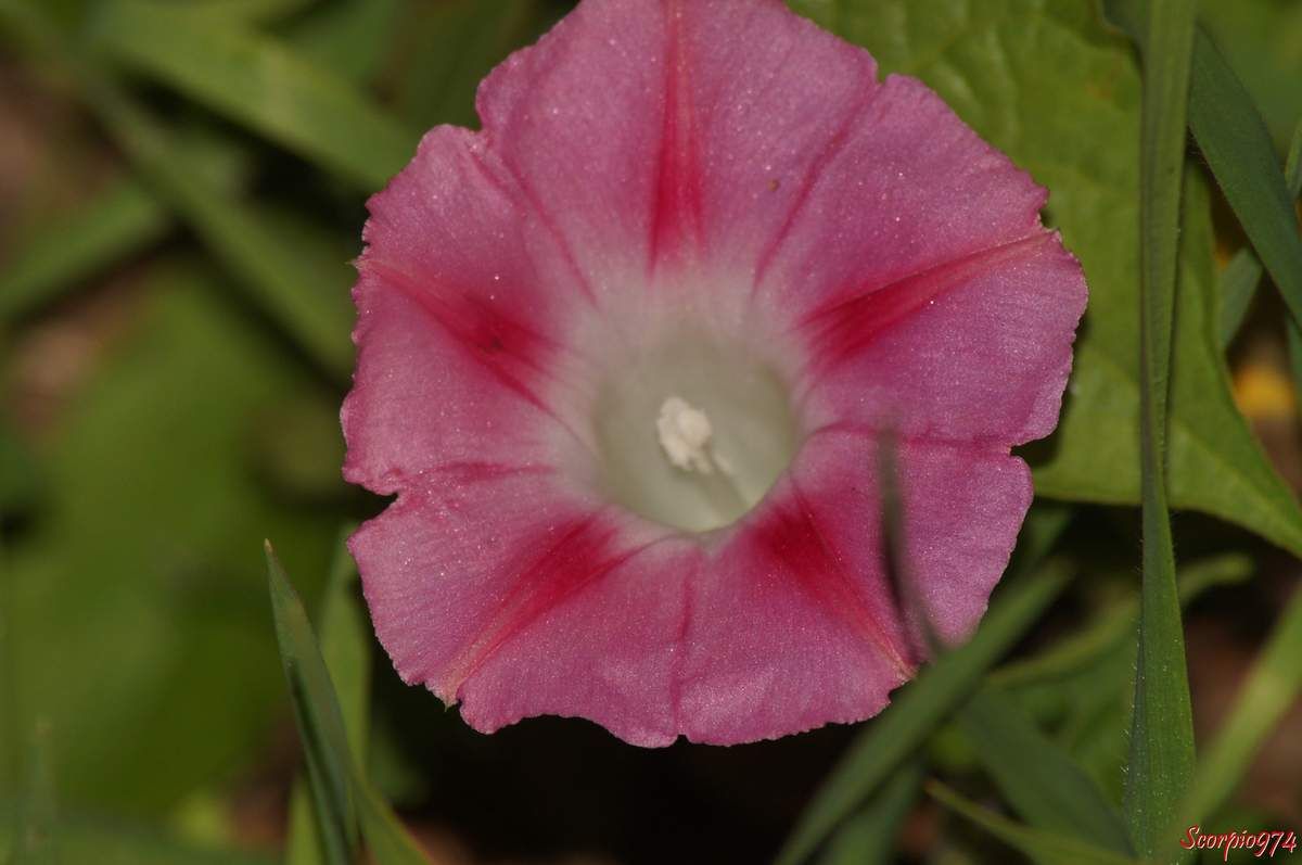 Nature, Nature 974, Nature de la Réunion, Nature à la Réunion, Flore, Flore 974, Flore Réunion, Flore de la Réunion, Flore à la Réunion, Flore introduite, Flore introduite 974, Flore introduite Réunion, Flore introduite de la Réunion, Flore introduite à la Réunion, introduite, introduite 974, introduite Réunion, introduite de la Réunion introduite à la Réunion, Flore introduites de la Réunion, Flore introduites à la Réunion, introduites, introduites 974, introduites Réunion, introduites de la Réunion introduites à la Réunion, adventices introduits, adventices introduits 974, adventices introduits Réunion, adventices introduits de la Réunion adventices introduits à la Réunion, adventice introduit, adventice introduit 974, adventice introduit Réunion, adventice introduit de la Réunion adventice introduit à la Réunion, adventice envahissante à fleur rose pourpre, adventice envahissante à fleur rose pourpre 974, adventice envahissante à fleur rose pourpre Réunion, adventice envahissante à fleur rose pourpre de la Réunion, adventice envahissante à fleur rose pourpre à la Réunion, adventice envahissante à petite fleur rose pourpre, adventice envahissante à petite fleur rose pourpre Réunion, adventice envahissante à petite fleur rose pourpre de la Réunion, adventice envahissante à petite fleur rose pourpre à la Réunion, adventice envahissante à petites fleurs roses pourpres, adventice envahissante à petites fleurs roses pourpres 974, adventice envahissante à petites fleurs roses pourpres à la Réunion, adventice envahissante à petites fleurs roses pourpres Réunion, adventice envahissante à petites fleurs roses pourpres de la Réunion,espèce introduite, espèce introduite 974, espèce introduite Réunion, espèce introduite de la Réunion espèce introduite à la Réunion, espèces introduites, espèces introduites 974, espèces introduites Réunion, espèces introduites de la Réunion espèces introduites à la Réunion, Flore naturalisée de la Réunion, Flore naturalisée à la Réunion, naturalisée, naturalisée 974, naturalisée Réunion, naturalisée de la Réunion naturalisée à la Réunion, Flore naturalisées de la Réunion, Flore naturalisées à la Réunion, naturalisées, naturalisées 974, naturalisées Réunion, naturalisées de la Réunion naturalisées à la Réunion, adventices naturalisées, adventices naturalisées 974, adventices naturalisées Réunion, adventices naturalisées de la Réunion adventices naturalisées à la Réunion, adventice naturalisée, adventice naturalisée 974, adventice naturalisée Réunion, adventice naturalisée de la Réunion adventice naturalisée à la Réunion, espèce naturalisée, espèce naturalisée 974, espèce naturalisée Réunion, espèce naturalisée de la Réunion espèce naturalisée à la Réunion, espèces naturalisées, espèces naturalisées 974, espèces naturalisées Réunion, espèces naturalisées de la Réunion espèces naturalisées à la Réunion, Fleur, Fleur 974, Fleur Réunion, Fleur de la Réunion Fleur à la Réunion,  fleur rose, fleur rose 974, fleur rose de la Réunion, fleur rose Réunion, fleur rose à la Réunion, Fleur rose pourpre, Fleur rose pourpre 974, Fleur rose pourpre de la Réunion, Fleur rose pourpre Réunion, Fleur rose pourpre à la Réunion, Fleurs roses pourpres, Fleurs roses pourpres 974, Fleurs roses pourpres Réunion, Fleurs roses pourpres de la Réunion, Fleurs roses pourpres à la Réunion, Petites Fleurs roses pourpres, Petites Fleurs roses pourpres 974, Petites Fleurs roses pourpres Réunion, Petites Fleurs roses pourpres de la Réunion, Petites Fleurs roses pourpres à la Réunion, Petite Fleur rose pourpre, Petite Fleur rose pourpre 974, Petite Fleur rose pourpre Réunion, Petite Fleur rose pourpre de la Réunion, Petite Fleur rose pourpre à la Réunion, Mauvaise herbe à fleur rose pourpre, Mauvaise herbe à fleur rose pourpre 974, Mauvaise herbe à fleur rose pourpre Réunion, Mauvaise herbe à fleur rose pourpre de la Réunion, Mauvaise herbe à fleur rose pourpre à la Réunion, Mauvaise herbe à petite fleur rose pourpre, Mauvaise herbe à petite fleur rose pourpre Réunion, Mauvaise herbe à petite fleur rose pourpre de la Réunion, Mauvaise herbe à petite fleur rose pourpre à la Réunion, Mauvaise herbe à petites fleurs roses pourpres, Mauvaise herbe à petites fleurs roses pourpres 974, Mauvaise herbe à petites fleurs roses pourpres à la Réunion, Mauvaise herbe à petites fleurs roses pourpres Réunion, Mauvaise herbe à petites fleurs roses pourpres de la Réunion, Mauvaise herbe envahissante à fleur rose pourpre, Mauvaise herbe envahissante à fleur rose pourpre 974, Mauvaise herbe envahissante à fleur rose pourpre Réunion, Mauvaise herbe envahissante à fleur rose pourpre de la Réunion, Mauvaise herbe envahissante à fleur rose pourpre à la Réunion, Mauvaise herbe envahissante à petite fleur rose pourpre, Mauvaise herbe envahissante à petite fleur rose pourpre Réunion, Mauvaise herbe envahissante à petite fleur rose pourpre de la Réunion, Flore envahissante 974, Flore envahissante Réunion, Flore envahissante de la Réunion, Flore envahissante à la Réunion, envahissante, envahissante 974, envahissante Réunion, envahissante de la Réunion envahissante à la Réunion, Flore envahissantes de la Réunion, Flore envahissantes à la Réunion, envahissantes, envahissantes 974, envahissantes Réunion, envahissantes de la Réunion envahissantes à la Réunion, espèce envahissante, espèce envahissante 974, espèce envahissante Réunion, espèce envahissante de la Réunion espèce envahissante à la Réunion, espèces envahissantes, espèces envahissantes 974, espèces envahissantes Réunion, espèces envahissantes de la Réunion espèces envahissantes à la Réunion, Flore potentiellement envahissante, Flore potentiellement envahissante 974, Flore potentiellement envahissante Réunion, Flore potentiellement envahissante de la Réunion, Flore potentiellement envahissante à la Réunion, potentiellement envahissante, potentiellement envahissante 974, potentiellement envahissante Réunion, potentiellement envahissante de la Réunion potentiellement envahissante à la Réunion, Flore potentiellement envahissantes de la Réunion, Flore potentiellement envahissantes à la Réunion, potentiellement envahissantes, potentiellement envahissantes 974, potentiellement envahissantes Réunion, potentiellement envahissantes de la Réunion potentiellement envahissantes à la Réunion, Mauvaise herbe envahissante à fleur rose pourpre, Mauvaise herbe envahissante à fleur rose pourpre 974, Mauvaise herbe envahissante à fleur rose pourpre Réunion, Mauvaise herbe envahissante à fleur rose pourpre de la Réunion, Mauvaise herbe envahissante à fleur rose pourpre à la Réunion, Mauvaise herbe envahissante à petite fleur rose pourpre, Mauvaise herbe envahissante à petite fleur rose pourpre Réunion, Mauvaise herbe envahissante à petite fleur rose pourpre de la Réunion, Mauvaise herbe envahissante à petite fleur rose pourpre à la Réunion, Mauvaise herbe envahissante à petites fleurs roses pourpres, Mauvaise herbe envahissante à petites fleurs roses pourpres 974, Mauvaise herbe envahissante à petites fleurs roses pourpres à la Réunion, Mauvaise herbe envahissante à petites fleurs roses pourpres Réunion, Mauvaise herbe envahissante à petites fleurs roses pourpres de la Réunion, Mauvaise herbe envahissante de niveau 3 à fleur rose pourpre, Mauvaise herbe envahissante de niveau 3 à fleur rose pourpre 974, Mauvaise herbe envahissante de niveau 3 à fleur rose pourpre Réunion, Mauvaise herbe envahissante de niveau 3 à fleur rose pourpre de la Réunion, Mauvaise herbe envahissante de niveau 3 à fleur rose pourpre à la Réunion, Mauvaise herbe envahissante de niveau 3 à petite fleur rose pourpre, Mauvaise herbe envahissante de niveau 3 à petite fleur rose pourpre Réunion, Mauvaise herbe envahissante de niveau 3 à petite fleur rose pourpre de la Réunion, Mauvaise herbe envahissante de niveau 3 à petite fleur rose pourpre à la Réunion, Mauvaise herbe envahissante de niveau 3 à petites fleurs roses pourpres, Mauvaise herbe envahissante de niveau 3 à petites fleurs roses pourpres 974, Mauvaise herbe envahissante de niveau 3 à petites fleurs roses pourpres à la Réunion, Mauvaise herbe envahissante de niveau 3 à petites fleurs roses pourpres Réunion, Mauvaise herbe envahissante de niveau 3 à petites fleurs roses pourpres de la Réunion, Mauvaise herbe envahissante de niveau trois à fleur rose pourpre, Mauvaise herbe envahissante de niveau trois à fleur rose pourpre 974, Mauvaise herbe envahissante de niveau trois à fleur rose pourpre Réunion, Mauvaise herbe envahissante de niveau trois à fleur rose pourpre de la Réunion, Mauvaise herbe envahissante de niveau trois à fleur rose pourpre à la Réunion, Mauvaise herbe envahissante de niveau trois à petite fleur rose pourpre, Mauvaise herbe envahissante de niveau trois à petite fleur rose pourpre Réunion, Mauvaise herbe envahissante de niveau trois à petite fleur rose pourpre de la Réunion, Mauvaise herbe envahissante de niveau trois à petite fleur rose pourpre à la Réunion, Mauvaise herbe envahissante de niveau trois à petites fleurs roses pourpres, Mauvaise herbe envahissante de niveau trois à petites fleurs roses pourpres 974, Mauvaise herbe envahissante de niveau trois à petites fleurs roses pourpres à la Réunion, Mauvaise herbe envahissante de niveau trois à petites fleurs roses pourpres Réunion, Mauvaise herbe envahissante de niveau trois à petites fleurs roses pourpres de la Réunion,  Mauvaise herbe envahissante de niveau trois sur cinq à fleur rose pourpre, Mauvaise herbe envahissante de niveau trois sur cinq à fleur rose pourpre 974, Mauvaise herbe envahissante de niveau trois sur cinq à fleur rose pourpre Réunion, Mauvaise herbe envahissante de niveau trois sur cinq à fleur rose pourpre de la Réunion, Mauvaise herbe envahissante de niveau trois sur cinq à fleur rose pourpre à la Réunion, Mauvaise herbe envahissante de niveau trois sur cinq à petite fleur rose pourpre, Mauvaise herbe envahissante de niveau trois sur cinq à petite fleur rose pourpre Réunion, Mauvaise herbe envahissante de niveau trois sur cinq à petite fleur rose pourpre de la Réunion, Mauvaise herbe envahissante de niveau trois sur cinq à petite fleur rose pourpre à la Réunion, Mauvaise herbe envahissante de niveau trois sur cinq à petites fleurs roses pourpres, Mauvaise herbe envahissante de niveau trois sur cinq à petites fleurs roses pourpres 974, Mauvaise herbe envahissante de niveau trois sur cinq à petites fleurs roses pourpres à la Réunion, Mauvaise herbe envahissante de niveau trois sur cinq à petites fleurs roses pourpres Réunion, Mauvaise herbe envahissante de niveau trois sur cinq à petites fleurs roses pourpres de la Réunion,  Mauvaise herbe envahissante de niveau 3 sur 5 à fleur rose pourpre, Mauvaise herbe envahissante de niveau 3 sur 5 à fleur rose pourpre 974, Mauvaise herbe envahissante de niveau 3 sur 5 à fleur rose pourpre Réunion, Mauvaise herbe envahissante de niveau 3 sur 5 à fleur rose pourpre de la Réunion, Mauvaise herbe envahissante de niveau 3 sur 5 à fleur rose pourpre à la Réunion, Mauvaise herbe envahissante de niveau 3 sur 5 à petite fleur rose pourpre, Mauvaise herbe envahissante de niveau 3 sur 5 à petite fleur rose pourpre Réunion, Mauvaise herbe envahissante de niveau 3 sur 5 à petite fleur rose pourpre de la Réunion, Mauvaise herbe envahissante de niveau 3 sur 5 à petite fleur rose pourpre à la Réunion, Mauvaise herbe envahissante de niveau 3 sur 5 à petites fleurs roses pourpres, Mauvaise herbe envahissante de niveau 3 sur 5 à petites fleurs roses pourpres 974, Mauvaise herbe envahissante de niveau 3 sur 5 à petites fleurs roses pourpres à la Réunion, Mauvaise herbe envahissante de niveau 3 sur 5 à petites fleurs roses pourpres Réunion, Mauvaise herbe envahissante de niveau 3 sur 5 à petites fleurs roses pourpres de la Réunion,  Flore envahissante de niveau 3, Flore envahissante de niveau 3 974, Flore envahissante de niveau 3 Réunion, Flore envahissante de niveau 3 de la Réunion, Flore envahissante de niveau 3 à la Réunion, envahissante de niveau 3, envahissante de niveau 3 974, envahissante de niveau 3 Réunion, envahissante de niveau 3 de la Réunion envahissante de niveau 3 à la Réunion, Flore envahissante de niveau 3 sur 5 de la Réunion, Flore envahissante de niveau 3 sur 5 à la Réunion, envahissante de niveau 3 sur 5, envahissante de niveau 3 sur 5 974, envahissante de niveau 3 sur 5 Réunion, envahissante de niveau 3 sur 5 de la Réunion envahissante de niveau 3 sur 5 à la Réunion, Arbres envahissante de niveau 3 sur 5, Arbres envahissante de niveau 3 sur 5 974, Arbres envahissante de niveau 3 sur 5 Réunion, Arbres envahissante de niveau 3 sur 5 de la Réunion Arbres envahissante de niveau 3 sur 5 à la Réunion, Arbre envahissante de niveau 3, Arbre envahissante de niveau 3 974, Arbre envahissante de niveau 3 Réunion, Arbre envahissante de niveau 3 de la Réunion Arbre envahissante de niveau 3 à la Réunion, espèce envahissante de niveau 3, espèce envahissante de niveau 3 974, espèce envahissante de niveau 3 Réunion, espèce envahissante de niveau 3 de la Réunion espèce envahissante de niveau 3 à la Réunion, espèces envahissante de niveau 3 sur 5, espèces envahissante de niveau 3 sur 5 974, espèces envahissante de niveau 3 sur 5 Réunion, espèces envahissante de niveau 3 sur 5 de la Réunion espèces envahissante de niveau 3 sur 5 à la Réunion, Flore potentiellement envahissante de niveau 3, Flore potentiellement envahissante de niveau 3 974, Flore potentiellement envahissante de niveau 3 Réunion, Flore potentiellement envahissante de niveau 3 de la Réunion, Flore potentiellement envahissante de niveau 3 à la Réunion, potentiellement envahissante de niveau 3, potentiellement envahissante de niveau 3 974, potentiellement envahissante de niveau 3 Réunion, potentiellement envahissante de niveau 3 de la Réunion potentiellement envahissante de niveau 3 à la Réunion, Flore potentiellement envahissante de niveau 3 sur 5 de la Réunion, Flore potentiellement envahissante de niveau 3 sur 5 à la Réunion, potentiellement envahissante de niveau 3 sur 5, potentiellement envahissante de niveau 3 sur 5 974, potentiellement envahissante de niveau 3 sur 5 Réunion, potentiellement envahissante de niveau 3 sur 5 de la Réunion potentiellement envahissante de niveau 3 sur 5 à la Réunion, Flore envahissante de niveau trois, Flore envahissante de niveau trois 974, Flore envahissante de niveau trois Réunion, Flore envahissante de niveau trois de la Réunion, Flore envahissante de niveau trois à la Réunion, envahissante de niveau trois, envahissante de niveau trois 974, envahissante de niveau trois Réunion, envahissante de niveau trois de la Réunion envahissante de niveau trois à la Réunion, Flore envahissante de niveau trois sur cinq de la Réunion, Flore envahissante de niveau trois sur cinq à la Réunion, envahissante de niveau trois sur cinq, envahissante de niveau trois sur cinq 974, envahissante de niveau trois sur cinq Réunion, envahissante de niveau trois sur cinq de la Réunion envahissante de niveau trois sur cinq à la Réunion, Arbres envahissante de niveau trois sur cinq, Arbres envahissante de niveau trois sur cinq 974, Arbres envahissante de niveau trois sur cinq Réunion, Arbres envahissante de niveau trois sur cinq de la Réunion Arbres envahissante de niveau trois sur cinq à la Réunion, Arbre envahissante de niveau trois, Arbre envahissante de niveau trois 974, Arbre envahissante de niveau trois Réunion, Arbre envahissante de niveau trois de la Réunion Arbre envahissante de niveau trois à la Réunion, espèce envahissante de niveau trois, espèce envahissante de niveau trois 974, espèce envahissante de niveau trois Réunion, espèce envahissante de niveau trois de la Réunion espèce envahissante de niveau trois à la Réunion, espèces envahissante de niveau trois sur cinq, espèces envahissante de niveau trois sur cinq 974, espèces envahissante de niveau trois sur cinq Réunion, espèces envahissante de niveau trois sur cinq de la Réunion espèces envahissante de niveau trois sur cinq à la Réunion, Flore mauvaise herbe potentiellement envahissante de niveau trois, Flore mauvaise herbe potentiellement envahissante de niveau trois 974, Flore mauvaise herbe potentiellement envahissante de niveau trois Réunion, Flore mauvaise herbe potentiellement envahissante de niveau trois de la Réunion, Flore mauvaise herbe potentiellement envahissante de niveau trois à la Réunion, mauvaise herbe potentiellement envahissante de niveau trois, mauvaise herbe potentiellement envahissante de niveau trois 974, mauvaise herbe potentiellement envahissante de niveau trois Réunion, mauvaise herbe potentiellement envahissante de niveau trois de la Réunion mauvaise herbe potentiellement envahissante de niveau trois à la Réunion, Flore mauvaise herbe potentiellement envahissante de niveau trois sur cinq de la Réunion, Flore mauvaise herbe potentiellement envahissante de niveau trois sur cinq à la Réunion, mauvaise herbe potentiellement envahissante de niveau trois sur cinq, mauvaise herbe potentiellement envahissante de niveau trois sur cinq 974, mauvaise herbe potentiellement envahissante de niveau trois sur cinq Réunion, mauvaise herbe potentiellement envahissante de niveau trois sur cinq de la Réunion mauvaise herbe potentiellement envahissante de niveau trois sur cinq à la Réunion, Solanales, Solanales 974, Solanales Réunion, Solanales de la Réunion, Solanales à la Réunion, Convolvulaceae, Convolvulaceae 974, Convolvulaceae de la Réunion, Convolvulaceae à la Réunion, Convolvulaceae 974, Convolvuloideae, Convolvuloideae  974, Convolvuloideae  Réunion, Convolvuloideae  de la Réunion, Convolvuloideae  à la Réunion, Ipomoeeae, Ipomoeeae 974, Ipomoeeae Réunion, Ipomoeeae à la Réunion, Ipomoeeae  de la Réunion, Ipomoea, Ipomoea 974, Ipomoea Réunion, Ipomoea de la Réunion, Ipomoea à la Réunion, Ipomoea purpurea, Ipomoea purpurea 974, Ipomoea purpurea Réunion, Ipomoea purpurea de la Réunion, Ipomoea purpurea à la Réunion, Ipomoea purpurea (L.) Roth, Ipomoea purpurea (L.) Roth 974, Ipomoea purpurea (L.) Roth Réunion, Ipomoea purpurea (L.) Roth de la Réunion, Ipomoea purpurea (L.) Roth à la Réunion, Ipomoea purpurea (L.) Roth 1787, Ipomoea purpurea (L.) Roth 1787 974, Ipomoea purpurea (L.) Roth 1787 Réunion, Ipomoea purpurea (L.) Roth 1787 de la Réunion, Ipomoea purpurea (L.) Roth 1787 à la Réunion, Ipomoea purpurea ((L.) Roth, 1787), Ipomoea purpurea ((L.) Roth, 1787) 974, Ipomoea purpurea ((L.) Roth, 1787) Réunion, Ipomoea purpurea ((L.) Roth, 1787) de la Réunion, Ipomoea purpurea ((L.) Roth, 1787) à la Réunion, Convolvuloides, Convolvuloides 974, Convolvuloides Réunion, Convolvuloides de la Réunion, Convolvuloides à la Réunion, Convolvuloides leucosperma, Convolvuloides leucosperma 974, Convolvuloides leucosperma Réunion, Convolvuloides leucosperma de la Réunion, Convolvuloides leucosperma à la Réunion, Convolvuloides leucosperma Moench, Convolvuloides leucosperma Moench 974, Convolvuloides leucosperma Moench Réunion, Convolvuloides leucosperma Moench de la Réunion, Convolvuloides leucosperma Moench à la Réunion, Convolvuloides leucosperma Moench 1794, Convolvuloides leucosperma Moench 1794 974, Convolvuloides leucosperma Moench 1794 Réunion, Convolvuloides leucosperma Moench 1794 de la Réunion, Convolvuloides leucosperma Moench 1794 à la Réunion, Convolvuloides leucosperma (Moench, 1794), Convolvuloides leucosperma (Moench, 1794) 974, Convolvuloides leucosperma (Moench, 1794) Réunion, Convolvuloides leucosperma (Moench, 1794) de la Réunion, Convolvuloides leucosperma (Moench, 1794) à la Réunion, Pharbitis, Pharbitis 974, Pharbitis Réunion, Pharbitis de la Réunion, Pharbitis à la Réunion, Pharbitis purpurea, Pharbitis purpurea 974, Pharbitis purpurea Réunion, Pharbitis purpurea de la Réunion, Pharbitis purpurea à la Réunion, Pharbitis purpurea (L.) Voigt, Pharbitis purpurea (L.) Voigt 974, Pharbitis purpurea (L.) Voigt Réunion, Pharbitis purpurea (L.) Voigt de la Réunion, Pharbitis purpurea (L.) Voigt à la Réunion, Pharbitis purpurea (L.) Voigt 1845, Pharbitis purpurea (L.) Voigt 1845 974, Pharbitis purpurea (L.) Voigt 1845 Réunion, Pharbitis purpurea (L.) Voigt 1845 de la Réunion, Pharbitis purpurea (L.) Voigt 1845 à la Réunion, Pharbitis purpurea ((L.) Voigt, 1845), Pharbitis purpurea ((L.) Voigt, 1845) 974, Pharbitis purpurea ((L.) Voigt, 1845) Réunion, Pharbitis purpurea ((L.) Voigt, 1845) de la Réunion, Pharbitis purpurea ((L.) Voigt, 1845) à la Réunion, Convolvulus, Convolvulus 974, Convolvulus Réunion, Convolvulus de la Réunion, Convolvulus à la Réunion, Convolvulus mutabilis, Convolvulus mutabilis 974, Convolvulus mutabilis Réunion, Convolvulus mutabilis de la Réunion, Convolvulus mutabilis à la Réunion, Convolvulus mutabilis Salisb., Convolvulus mutabilis Salisb. 974, Convolvulus mutabilis Salisb. Réunion, Convolvulus mutabilis Salisb. de la Réunion, Convolvulus mutabilis Salisb. à la Réunion, Convolvulus mutabilis Salisb. 1796, Convolvulus mutabilis Salisb. 1796 974, Convolvulus mutabilis Salisb. 1796 Réunion, Convolvulus mutabilis Salisb. 1796 de la Réunion, Convolvulus mutabilis Salisb. 1796 à la Réunion, Convolvulus mutabilis (Salisb., 1796), Convolvulus mutabilis (Salisb., 1796) 974, Convolvulus mutabilis (Salisb., 1796) Réunion, Convolvulus mutabilis (Salisb., 1796) de la Réunion, Convolvulus mutabilis (Salisb., 1796) à la Réunion, Diatrema, Diatrema 974, Diatrema Réunion, Diatrema de la Réunion, Diatrema à la Réunion, Diatrema purpurea, Diatrema purpurea 974, Diatrema purpurea Réunion, Diatrema purpurea de la Réunion, Diatrema purpurea à la Réunion, Diatrema purpurea (L.) Raf., Diatrema purpurea (L.) Raf. 974, Diatrema purpurea (L.) Raf. Réunion, Diatrema purpurea (L.) Raf. de la Réunion, Diatrema purpurea (L.) Raf. à la Réunion, Diatrema purpurea (L.) Raf. 1838, Diatrema purpurea (L.) Raf. 1838 974, Diatrema purpurea (L.) Raf. 1838 Réunion, Diatrema purpurea (L.) Raf. 1838 de la Réunion, Diatrema purpurea (L.) Raf. 1838 à la Réunion, Diatrema purpurea ((L.) Raf., 1838), Convolvuloides purpurea, Convolvuloides purpurea 974, Convolvuloides purpurea Réunion, Convolvuloides purpurea de la Réunion, Convolvuloides purpurea à la Réunion, Convolvuloides purpurea (L.) Moench, Convolvuloides purpurea (L.) Moench 974, Convolvuloides purpurea (L.) Moench Réunion, Convolvuloides purpurea (L.) Moench de la Réunion, Convolvuloides purpurea (L.) Moench à la Réunion, Convolvuloides purpurea (L.) Moench 1794, Convolvuloides purpurea (L.) Moench 1794 974, Convolvuloides purpurea (L.) Moench 1794 Réunion, Convolvuloides purpurea (L.) Moench 1794 de la Réunion, Convolvuloides purpurea (L.) Moench 1794 à la Réunion, Convolvuloides purpurea ((L.) Moench, 1794), Convolvuloides purpurea ((L.) Moench, 1794) 974, Convolvuloides purpurea ((L.) Moench, 1794) de la Réunion, Convolvuloides purpurea ((L.) Moench, 1794) Réunion, Convolvuloides purpurea ((L.) Moench, 1794) à la Réunion, Convolvulus majus, Convolvulus majus 974, Convolvulus majus Réunion, Convolvulus majus de la Réunion, Convolvulus majus à la Réunion, Convolvulus majus hort, Convolvulus majus hort 974, Convolvulus majus hort Réunion, Convolvulus majus hort de la Réunion, Convolvulus majus hort à la Réunion, Convolvulus mutabilis, Convolvulus mutabilis 974, Convolvulus mutabilis Réunion, Convolvulus mutabilis de la Réunion, Convolvulus mutabilis à la Réunion, Convolvulus mutabilis Salisb., Convolvulus mutabilis Salisb. 974, Convolvulus mutabilis Salisb. Réunion, Convolvulus mutabilis Salisb. de la Réunion, Convolvulus mutabilis Salisb. à la Réunion, Convolvulus mutabilis Salisb. 1796, Convolvulus mutabilis Salisb. 1796 974, Convolvulus mutabilis Salisb. 1796 Réunion, Convolvulus mutabilis Salisb. 1796 de la Réunion, Convolvulus mutabilis Salisb. 1796 à la Réunion, Convolvulus mutabilis (Salisb., 1796), Convolvulus mutabilis (Salisb., 1796) 974, Convolvulus mutabilis (Salisb., 1796) Réunion, Convolvulus mutabilis (Salisb., 1796) de la Réunion, Convolvulus mutabilis (Salisb., 1796) à la Réunion, Convolvulus purpurea, Convolvulus purpurea 974, Convolvulus purpurea Réunion, Convolvulus purpurea de la Réunion, Convolvulus purpurea à la Réunion, Convolvulus purpurea L., Convolvulus purpurea L. 974, Convolvulus purpurea L. Réunion, Convolvulus purpurea L. de la Réunion, Convolvulus purpurea L. à la Réunion, Convolvulus purpurea L. 1762, Convolvulus purpurea L. 1762 974, Convolvulus purpurea L. 1762 Réunion, Convolvulus purpurea L. 1762 de la Réunion, Convolvulus purpurea L. 1762 à la Réunion, Convolvulus purpurea (L., 1762), Convolvulus purpurea (L., 1762) 974, Convolvulus purpurea (L., 1762) Réunion, Convolvulus purpurea (L., 1762) de la Réunion, Convolvulus purpurea (L., 1762) à la Réunion, Ipomoea hispida, Ipomoea hispida 974, Ipomoea hispida Réunion, Ipomoea hispida de la Réunion, Ipomoea hispida à la Réunion, Ipomoea hispida Zuccagni, Ipomoea hispida Zuccagni 974, Ipomoea hispida Zuccagni Réunion, Ipomoea hispida Zuccagni de la Réunion, Ipomoea hispida Zuccagni à la Réunion, Ipomoea hispida Zuccagni 1806, Ipomoea hispida Zuccagni 1806 974, Ipomoea hispida Zuccagni 1806 Réunion, Ipomoea hispida Zuccagni 1806 de la Réunion, Ipomoea hispida Zuccagni 1806 à la Réunion, Ipomoea hispida (Zuccagni, 1806), Ipomoea hispida (Zuccagni, 1806) 974, Ipomoea hispida (Zuccagni, 1806) Réunion, Ipomoea hispida (Zuccagni, 1806) de la Réunion, Ipomoea hispida (Zuccagni, 1806) à la Réunion, Ipomoea mexicana, Ipomoea mexicana 974, Ipomoea mexicana Réunion, Ipomoea mexicana de la Réunion, Ipomoea mexicana à la Réunion, Ipomoea mexicana A. Gray, Ipomoea mexicana A. Gray 974, Ipomoea mexicana A. Gray Réunion, Ipomoea mexicana A. Gray de la Réunion, Ipomoea mexicana A. Gray à la Réunion, Ipomoea mexicana A. Gray 1878, Ipomoea mexicana A. Gray 1878 974, Ipomoea mexicana A. Gray 1878 Réunion, Ipomoea mexicana A. Gray 1878 de la Réunion, Ipomoea mexicana A. Gray 1878 à la Réunion, Ipomoea mexicana (A. Gray, 1878), Ipomoea mexicana (A. Gray, 1878) 974, Ipomoea mexicana (A. Gray, 1878) Réunion, Ipomoea mexicana (A. Gray, 1878) de la Réunion, Ipomoea mexicana (A. Gray, 1878) à la Réunion, Pharbitis hispida, Pharbitis hispida 974, Pharbitis hispida Réunion, Pharbitis hispida de la Réunion, Pharbitis hispida à la Réunion, Pharbitis hispida (Zuccagni) Choisy, Pharbitis hispida (Zuccagni) Choisy 974, Pharbitis hispida (Zuccagni) Choisy Réunion, Pharbitis hispida (Zuccagni) Choisy de la Réunion, Pharbitis hispida (Zuccagni) Choisy à la Réunion, Pharbitis hispida (Zuccagni) Choisy 1833, Pharbitis hispida (Zuccagni) Choisy 1833 974, Pharbitis hispida (Zuccagni) Choisy 1833 Réunion, Pharbitis hispida (Zuccagni) Choisy 1833 de la Réunion, Pharbitis hispida (Zuccagni) Choisy 1833 à la Réunion, Pharbitis hispida ((Zuccagni) Choisy, 1833), Pharbitis hispida ((Zuccagni) Choisy, 1833) 974, Pharbitis hispida ((Zuccagni) Choisy, 1833) Réunion, Pharbitis hispida ((Zuccagni) Choisy, 1833) de la Réunion, Pharbitis hispida ((Zuccagni) Choisy, 1833) à la Réunion, Pharbitis purpurea, Pharbitis purpurea 974, Pharbitis purpurea Réunion, Pharbitis purpurea de la Réunion, Pharbitis purpurea à la Réunion, Pharbitis purpurea (L.) Choisy, Pharbitis purpurea (L.) Choisy 974, Pharbitis purpurea (L.) Choisy Réunion, Pharbitis purpurea (L.) Choisy de la Réunion, Pharbitis purpurea (L.) Choisy à la Réunion, Ipomée, Ipomée 974, Ipomée Réunion, Ipomée de la Réunion, Ipomée à la Réunion, Ipomée pourpre, Ipomée pourpre 974, Ipomée pourpre Réunion, Ipomée pourpre de la Réunion, Ipomée pourpre à la Réunion, Liseron, Liseron 974, Liseron Réunion, Liseron de la Réunion, Liseron à la Réunion, Volubilis, Volubilis 974, Volubilis Réunion, Volubilis de la Réunion, Volubilis à la Réunion, Common Morning-glory, Common Morning-glory 974, Common Morning-glory Réunion, Common Morning-glory de la Réunion, Common Morning-glory à la Réunion, Liseron pourpre, Liseron pourpre 974, Liseron pourpre Réunion, Liseron pourpre de la Réunion, Liseron pourpre à la Réunion, pourpre, pourpre 974, pourpre Réunion, pourpre de la Réunion, pourpre à la Réunion, 