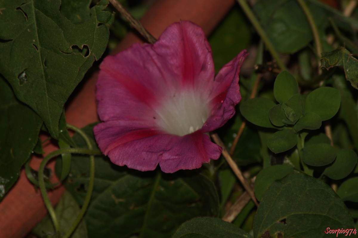 Nature, Nature 974, Nature de la Réunion, Nature à la Réunion, Flore, Flore 974, Flore Réunion, Flore de la Réunion, Flore à la Réunion, Flore introduite, Flore introduite 974, Flore introduite Réunion, Flore introduite de la Réunion, Flore introduite à la Réunion, introduite, introduite 974, introduite Réunion, introduite de la Réunion introduite à la Réunion, Flore introduites de la Réunion, Flore introduites à la Réunion, introduites, introduites 974, introduites Réunion, introduites de la Réunion introduites à la Réunion, adventices introduits, adventices introduits 974, adventices introduits Réunion, adventices introduits de la Réunion adventices introduits à la Réunion, adventice introduit, adventice introduit 974, adventice introduit Réunion, adventice introduit de la Réunion adventice introduit à la Réunion, adventice envahissante à fleur rose pourpre, adventice envahissante à fleur rose pourpre 974, adventice envahissante à fleur rose pourpre Réunion, adventice envahissante à fleur rose pourpre de la Réunion, adventice envahissante à fleur rose pourpre à la Réunion, adventice envahissante à petite fleur rose pourpre, adventice envahissante à petite fleur rose pourpre Réunion, adventice envahissante à petite fleur rose pourpre de la Réunion, adventice envahissante à petite fleur rose pourpre à la Réunion, adventice envahissante à petites fleurs roses pourpres, adventice envahissante à petites fleurs roses pourpres 974, adventice envahissante à petites fleurs roses pourpres à la Réunion, adventice envahissante à petites fleurs roses pourpres Réunion, adventice envahissante à petites fleurs roses pourpres de la Réunion,espèce introduite, espèce introduite 974, espèce introduite Réunion, espèce introduite de la Réunion espèce introduite à la Réunion, espèces introduites, espèces introduites 974, espèces introduites Réunion, espèces introduites de la Réunion espèces introduites à la Réunion, Flore naturalisée de la Réunion, Flore naturalisée à la Réunion, naturalisée, naturalisée 974, naturalisée Réunion, naturalisée de la Réunion naturalisée à la Réunion, Flore naturalisées de la Réunion, Flore naturalisées à la Réunion, naturalisées, naturalisées 974, naturalisées Réunion, naturalisées de la Réunion naturalisées à la Réunion, adventices naturalisées, adventices naturalisées 974, adventices naturalisées Réunion, adventices naturalisées de la Réunion adventices naturalisées à la Réunion, adventice naturalisée, adventice naturalisée 974, adventice naturalisée Réunion, adventice naturalisée de la Réunion adventice naturalisée à la Réunion, espèce naturalisée, espèce naturalisée 974, espèce naturalisée Réunion, espèce naturalisée de la Réunion espèce naturalisée à la Réunion, espèces naturalisées, espèces naturalisées 974, espèces naturalisées Réunion, espèces naturalisées de la Réunion espèces naturalisées à la Réunion, Fleur, Fleur 974, Fleur Réunion, Fleur de la Réunion Fleur à la Réunion,  fleur rose, fleur rose 974, fleur rose de la Réunion, fleur rose Réunion, fleur rose à la Réunion, Fleur rose pourpre, Fleur rose pourpre 974, Fleur rose pourpre de la Réunion, Fleur rose pourpre Réunion, Fleur rose pourpre à la Réunion, Fleurs roses pourpres, Fleurs roses pourpres 974, Fleurs roses pourpres Réunion, Fleurs roses pourpres de la Réunion, Fleurs roses pourpres à la Réunion, Petites Fleurs roses pourpres, Petites Fleurs roses pourpres 974, Petites Fleurs roses pourpres Réunion, Petites Fleurs roses pourpres de la Réunion, Petites Fleurs roses pourpres à la Réunion, Petite Fleur rose pourpre, Petite Fleur rose pourpre 974, Petite Fleur rose pourpre Réunion, Petite Fleur rose pourpre de la Réunion, Petite Fleur rose pourpre à la Réunion, Mauvaise herbe à fleur rose pourpre, Mauvaise herbe à fleur rose pourpre 974, Mauvaise herbe à fleur rose pourpre Réunion, Mauvaise herbe à fleur rose pourpre de la Réunion, Mauvaise herbe à fleur rose pourpre à la Réunion, Mauvaise herbe à petite fleur rose pourpre, Mauvaise herbe à petite fleur rose pourpre Réunion, Mauvaise herbe à petite fleur rose pourpre de la Réunion, Mauvaise herbe à petite fleur rose pourpre à la Réunion, Mauvaise herbe à petites fleurs roses pourpres, Mauvaise herbe à petites fleurs roses pourpres 974, Mauvaise herbe à petites fleurs roses pourpres à la Réunion, Mauvaise herbe à petites fleurs roses pourpres Réunion, Mauvaise herbe à petites fleurs roses pourpres de la Réunion, Mauvaise herbe envahissante à fleur rose pourpre, Mauvaise herbe envahissante à fleur rose pourpre 974, Mauvaise herbe envahissante à fleur rose pourpre Réunion, Mauvaise herbe envahissante à fleur rose pourpre de la Réunion, Mauvaise herbe envahissante à fleur rose pourpre à la Réunion, Mauvaise herbe envahissante à petite fleur rose pourpre, Mauvaise herbe envahissante à petite fleur rose pourpre Réunion, Mauvaise herbe envahissante à petite fleur rose pourpre de la Réunion, Flore envahissante 974, Flore envahissante Réunion, Flore envahissante de la Réunion, Flore envahissante à la Réunion, envahissante, envahissante 974, envahissante Réunion, envahissante de la Réunion envahissante à la Réunion, Flore envahissantes de la Réunion, Flore envahissantes à la Réunion, envahissantes, envahissantes 974, envahissantes Réunion, envahissantes de la Réunion envahissantes à la Réunion, espèce envahissante, espèce envahissante 974, espèce envahissante Réunion, espèce envahissante de la Réunion espèce envahissante à la Réunion, espèces envahissantes, espèces envahissantes 974, espèces envahissantes Réunion, espèces envahissantes de la Réunion espèces envahissantes à la Réunion, Flore potentiellement envahissante, Flore potentiellement envahissante 974, Flore potentiellement envahissante Réunion, Flore potentiellement envahissante de la Réunion, Flore potentiellement envahissante à la Réunion, potentiellement envahissante, potentiellement envahissante 974, potentiellement envahissante Réunion, potentiellement envahissante de la Réunion potentiellement envahissante à la Réunion, Flore potentiellement envahissantes de la Réunion, Flore potentiellement envahissantes à la Réunion, potentiellement envahissantes, potentiellement envahissantes 974, potentiellement envahissantes Réunion, potentiellement envahissantes de la Réunion potentiellement envahissantes à la Réunion, Mauvaise herbe envahissante à fleur rose pourpre, Mauvaise herbe envahissante à fleur rose pourpre 974, Mauvaise herbe envahissante à fleur rose pourpre Réunion, Mauvaise herbe envahissante à fleur rose pourpre de la Réunion, Mauvaise herbe envahissante à fleur rose pourpre à la Réunion, Mauvaise herbe envahissante à petite fleur rose pourpre, Mauvaise herbe envahissante à petite fleur rose pourpre Réunion, Mauvaise herbe envahissante à petite fleur rose pourpre de la Réunion, Mauvaise herbe envahissante à petite fleur rose pourpre à la Réunion, Mauvaise herbe envahissante à petites fleurs roses pourpres, Mauvaise herbe envahissante à petites fleurs roses pourpres 974, Mauvaise herbe envahissante à petites fleurs roses pourpres à la Réunion, Mauvaise herbe envahissante à petites fleurs roses pourpres Réunion, Mauvaise herbe envahissante à petites fleurs roses pourpres de la Réunion, Mauvaise herbe envahissante de niveau 3 à fleur rose pourpre, Mauvaise herbe envahissante de niveau 3 à fleur rose pourpre 974, Mauvaise herbe envahissante de niveau 3 à fleur rose pourpre Réunion, Mauvaise herbe envahissante de niveau 3 à fleur rose pourpre de la Réunion, Mauvaise herbe envahissante de niveau 3 à fleur rose pourpre à la Réunion, Mauvaise herbe envahissante de niveau 3 à petite fleur rose pourpre, Mauvaise herbe envahissante de niveau 3 à petite fleur rose pourpre Réunion, Mauvaise herbe envahissante de niveau 3 à petite fleur rose pourpre de la Réunion, Mauvaise herbe envahissante de niveau 3 à petite fleur rose pourpre à la Réunion, Mauvaise herbe envahissante de niveau 3 à petites fleurs roses pourpres, Mauvaise herbe envahissante de niveau 3 à petites fleurs roses pourpres 974, Mauvaise herbe envahissante de niveau 3 à petites fleurs roses pourpres à la Réunion, Mauvaise herbe envahissante de niveau 3 à petites fleurs roses pourpres Réunion, Mauvaise herbe envahissante de niveau 3 à petites fleurs roses pourpres de la Réunion, Mauvaise herbe envahissante de niveau trois à fleur rose pourpre, Mauvaise herbe envahissante de niveau trois à fleur rose pourpre 974, Mauvaise herbe envahissante de niveau trois à fleur rose pourpre Réunion, Mauvaise herbe envahissante de niveau trois à fleur rose pourpre de la Réunion, Mauvaise herbe envahissante de niveau trois à fleur rose pourpre à la Réunion, Mauvaise herbe envahissante de niveau trois à petite fleur rose pourpre, Mauvaise herbe envahissante de niveau trois à petite fleur rose pourpre Réunion, Mauvaise herbe envahissante de niveau trois à petite fleur rose pourpre de la Réunion, Mauvaise herbe envahissante de niveau trois à petite fleur rose pourpre à la Réunion, Mauvaise herbe envahissante de niveau trois à petites fleurs roses pourpres, Mauvaise herbe envahissante de niveau trois à petites fleurs roses pourpres 974, Mauvaise herbe envahissante de niveau trois à petites fleurs roses pourpres à la Réunion, Mauvaise herbe envahissante de niveau trois à petites fleurs roses pourpres Réunion, Mauvaise herbe envahissante de niveau trois à petites fleurs roses pourpres de la Réunion,  Mauvaise herbe envahissante de niveau trois sur cinq à fleur rose pourpre, Mauvaise herbe envahissante de niveau trois sur cinq à fleur rose pourpre 974, Mauvaise herbe envahissante de niveau trois sur cinq à fleur rose pourpre Réunion, Mauvaise herbe envahissante de niveau trois sur cinq à fleur rose pourpre de la Réunion, Mauvaise herbe envahissante de niveau trois sur cinq à fleur rose pourpre à la Réunion, Mauvaise herbe envahissante de niveau trois sur cinq à petite fleur rose pourpre, Mauvaise herbe envahissante de niveau trois sur cinq à petite fleur rose pourpre Réunion, Mauvaise herbe envahissante de niveau trois sur cinq à petite fleur rose pourpre de la Réunion, Mauvaise herbe envahissante de niveau trois sur cinq à petite fleur rose pourpre à la Réunion, Mauvaise herbe envahissante de niveau trois sur cinq à petites fleurs roses pourpres, Mauvaise herbe envahissante de niveau trois sur cinq à petites fleurs roses pourpres 974, Mauvaise herbe envahissante de niveau trois sur cinq à petites fleurs roses pourpres à la Réunion, Mauvaise herbe envahissante de niveau trois sur cinq à petites fleurs roses pourpres Réunion, Mauvaise herbe envahissante de niveau trois sur cinq à petites fleurs roses pourpres de la Réunion,  Mauvaise herbe envahissante de niveau 3 sur 5 à fleur rose pourpre, Mauvaise herbe envahissante de niveau 3 sur 5 à fleur rose pourpre 974, Mauvaise herbe envahissante de niveau 3 sur 5 à fleur rose pourpre Réunion, Mauvaise herbe envahissante de niveau 3 sur 5 à fleur rose pourpre de la Réunion, Mauvaise herbe envahissante de niveau 3 sur 5 à fleur rose pourpre à la Réunion, Mauvaise herbe envahissante de niveau 3 sur 5 à petite fleur rose pourpre, Mauvaise herbe envahissante de niveau 3 sur 5 à petite fleur rose pourpre Réunion, Mauvaise herbe envahissante de niveau 3 sur 5 à petite fleur rose pourpre de la Réunion, Mauvaise herbe envahissante de niveau 3 sur 5 à petite fleur rose pourpre à la Réunion, Mauvaise herbe envahissante de niveau 3 sur 5 à petites fleurs roses pourpres, Mauvaise herbe envahissante de niveau 3 sur 5 à petites fleurs roses pourpres 974, Mauvaise herbe envahissante de niveau 3 sur 5 à petites fleurs roses pourpres à la Réunion, Mauvaise herbe envahissante de niveau 3 sur 5 à petites fleurs roses pourpres Réunion, Mauvaise herbe envahissante de niveau 3 sur 5 à petites fleurs roses pourpres de la Réunion,  Flore envahissante de niveau 3, Flore envahissante de niveau 3 974, Flore envahissante de niveau 3 Réunion, Flore envahissante de niveau 3 de la Réunion, Flore envahissante de niveau 3 à la Réunion, envahissante de niveau 3, envahissante de niveau 3 974, envahissante de niveau 3 Réunion, envahissante de niveau 3 de la Réunion envahissante de niveau 3 à la Réunion, Flore envahissante de niveau 3 sur 5 de la Réunion, Flore envahissante de niveau 3 sur 5 à la Réunion, envahissante de niveau 3 sur 5, envahissante de niveau 3 sur 5 974, envahissante de niveau 3 sur 5 Réunion, envahissante de niveau 3 sur 5 de la Réunion envahissante de niveau 3 sur 5 à la Réunion, Arbres envahissante de niveau 3 sur 5, Arbres envahissante de niveau 3 sur 5 974, Arbres envahissante de niveau 3 sur 5 Réunion, Arbres envahissante de niveau 3 sur 5 de la Réunion Arbres envahissante de niveau 3 sur 5 à la Réunion, Arbre envahissante de niveau 3, Arbre envahissante de niveau 3 974, Arbre envahissante de niveau 3 Réunion, Arbre envahissante de niveau 3 de la Réunion Arbre envahissante de niveau 3 à la Réunion, espèce envahissante de niveau 3, espèce envahissante de niveau 3 974, espèce envahissante de niveau 3 Réunion, espèce envahissante de niveau 3 de la Réunion espèce envahissante de niveau 3 à la Réunion, espèces envahissante de niveau 3 sur 5, espèces envahissante de niveau 3 sur 5 974, espèces envahissante de niveau 3 sur 5 Réunion, espèces envahissante de niveau 3 sur 5 de la Réunion espèces envahissante de niveau 3 sur 5 à la Réunion, Flore potentiellement envahissante de niveau 3, Flore potentiellement envahissante de niveau 3 974, Flore potentiellement envahissante de niveau 3 Réunion, Flore potentiellement envahissante de niveau 3 de la Réunion, Flore potentiellement envahissante de niveau 3 à la Réunion, potentiellement envahissante de niveau 3, potentiellement envahissante de niveau 3 974, potentiellement envahissante de niveau 3 Réunion, potentiellement envahissante de niveau 3 de la Réunion potentiellement envahissante de niveau 3 à la Réunion, Flore potentiellement envahissante de niveau 3 sur 5 de la Réunion, Flore potentiellement envahissante de niveau 3 sur 5 à la Réunion, potentiellement envahissante de niveau 3 sur 5, potentiellement envahissante de niveau 3 sur 5 974, potentiellement envahissante de niveau 3 sur 5 Réunion, potentiellement envahissante de niveau 3 sur 5 de la Réunion potentiellement envahissante de niveau 3 sur 5 à la Réunion, Flore envahissante de niveau trois, Flore envahissante de niveau trois 974, Flore envahissante de niveau trois Réunion, Flore envahissante de niveau trois de la Réunion, Flore envahissante de niveau trois à la Réunion, envahissante de niveau trois, envahissante de niveau trois 974, envahissante de niveau trois Réunion, envahissante de niveau trois de la Réunion envahissante de niveau trois à la Réunion, Flore envahissante de niveau trois sur cinq de la Réunion, Flore envahissante de niveau trois sur cinq à la Réunion, envahissante de niveau trois sur cinq, envahissante de niveau trois sur cinq 974, envahissante de niveau trois sur cinq Réunion, envahissante de niveau trois sur cinq de la Réunion envahissante de niveau trois sur cinq à la Réunion, Arbres envahissante de niveau trois sur cinq, Arbres envahissante de niveau trois sur cinq 974, Arbres envahissante de niveau trois sur cinq Réunion, Arbres envahissante de niveau trois sur cinq de la Réunion Arbres envahissante de niveau trois sur cinq à la Réunion, Arbre envahissante de niveau trois, Arbre envahissante de niveau trois 974, Arbre envahissante de niveau trois Réunion, Arbre envahissante de niveau trois de la Réunion Arbre envahissante de niveau trois à la Réunion, espèce envahissante de niveau trois, espèce envahissante de niveau trois 974, espèce envahissante de niveau trois Réunion, espèce envahissante de niveau trois de la Réunion espèce envahissante de niveau trois à la Réunion, espèces envahissante de niveau trois sur cinq, espèces envahissante de niveau trois sur cinq 974, espèces envahissante de niveau trois sur cinq Réunion, espèces envahissante de niveau trois sur cinq de la Réunion espèces envahissante de niveau trois sur cinq à la Réunion, Flore mauvaise herbe potentiellement envahissante de niveau trois, Flore mauvaise herbe potentiellement envahissante de niveau trois 974, Flore mauvaise herbe potentiellement envahissante de niveau trois Réunion, Flore mauvaise herbe potentiellement envahissante de niveau trois de la Réunion, Flore mauvaise herbe potentiellement envahissante de niveau trois à la Réunion, mauvaise herbe potentiellement envahissante de niveau trois, mauvaise herbe potentiellement envahissante de niveau trois 974, mauvaise herbe potentiellement envahissante de niveau trois Réunion, mauvaise herbe potentiellement envahissante de niveau trois de la Réunion mauvaise herbe potentiellement envahissante de niveau trois à la Réunion, Flore mauvaise herbe potentiellement envahissante de niveau trois sur cinq de la Réunion, Flore mauvaise herbe potentiellement envahissante de niveau trois sur cinq à la Réunion, mauvaise herbe potentiellement envahissante de niveau trois sur cinq, mauvaise herbe potentiellement envahissante de niveau trois sur cinq 974, mauvaise herbe potentiellement envahissante de niveau trois sur cinq Réunion, mauvaise herbe potentiellement envahissante de niveau trois sur cinq de la Réunion mauvaise herbe potentiellement envahissante de niveau trois sur cinq à la Réunion, Solanales, Solanales 974, Solanales Réunion, Solanales de la Réunion, Solanales à la Réunion, Convolvulaceae, Convolvulaceae 974, Convolvulaceae de la Réunion, Convolvulaceae à la Réunion, Convolvulaceae 974, Convolvuloideae, Convolvuloideae  974, Convolvuloideae  Réunion, Convolvuloideae  de la Réunion, Convolvuloideae  à la Réunion, Ipomoeeae, Ipomoeeae 974, Ipomoeeae Réunion, Ipomoeeae à la Réunion, Ipomoeeae  de la Réunion, Ipomoea, Ipomoea 974, Ipomoea Réunion, Ipomoea de la Réunion, Ipomoea à la Réunion, Ipomoea purpurea, Ipomoea purpurea 974, Ipomoea purpurea Réunion, Ipomoea purpurea de la Réunion, Ipomoea purpurea à la Réunion, Ipomoea purpurea (L.) Roth, Ipomoea purpurea (L.) Roth 974, Ipomoea purpurea (L.) Roth Réunion, Ipomoea purpurea (L.) Roth de la Réunion, Ipomoea purpurea (L.) Roth à la Réunion, Ipomoea purpurea (L.) Roth 1787, Ipomoea purpurea (L.) Roth 1787 974, Ipomoea purpurea (L.) Roth 1787 Réunion, Ipomoea purpurea (L.) Roth 1787 de la Réunion, Ipomoea purpurea (L.) Roth 1787 à la Réunion, Ipomoea purpurea ((L.) Roth, 1787), Ipomoea purpurea ((L.) Roth, 1787) 974, Ipomoea purpurea ((L.) Roth, 1787) Réunion, Ipomoea purpurea ((L.) Roth, 1787) de la Réunion, Ipomoea purpurea ((L.) Roth, 1787) à la Réunion, Convolvuloides, Convolvuloides 974, Convolvuloides Réunion, Convolvuloides de la Réunion, Convolvuloides à la Réunion, Convolvuloides leucosperma, Convolvuloides leucosperma 974, Convolvuloides leucosperma Réunion, Convolvuloides leucosperma de la Réunion, Convolvuloides leucosperma à la Réunion, Convolvuloides leucosperma Moench, Convolvuloides leucosperma Moench 974, Convolvuloides leucosperma Moench Réunion, Convolvuloides leucosperma Moench de la Réunion, Convolvuloides leucosperma Moench à la Réunion, Convolvuloides leucosperma Moench 1794, Convolvuloides leucosperma Moench 1794 974, Convolvuloides leucosperma Moench 1794 Réunion, Convolvuloides leucosperma Moench 1794 de la Réunion, Convolvuloides leucosperma Moench 1794 à la Réunion, Convolvuloides leucosperma (Moench, 1794), Convolvuloides leucosperma (Moench, 1794) 974, Convolvuloides leucosperma (Moench, 1794) Réunion, Convolvuloides leucosperma (Moench, 1794) de la Réunion, Convolvuloides leucosperma (Moench, 1794) à la Réunion, Pharbitis, Pharbitis 974, Pharbitis Réunion, Pharbitis de la Réunion, Pharbitis à la Réunion, Pharbitis purpurea, Pharbitis purpurea 974, Pharbitis purpurea Réunion, Pharbitis purpurea de la Réunion, Pharbitis purpurea à la Réunion, Pharbitis purpurea (L.) Voigt, Pharbitis purpurea (L.) Voigt 974, Pharbitis purpurea (L.) Voigt Réunion, Pharbitis purpurea (L.) Voigt de la Réunion, Pharbitis purpurea (L.) Voigt à la Réunion, Pharbitis purpurea (L.) Voigt 1845, Pharbitis purpurea (L.) Voigt 1845 974, Pharbitis purpurea (L.) Voigt 1845 Réunion, Pharbitis purpurea (L.) Voigt 1845 de la Réunion, Pharbitis purpurea (L.) Voigt 1845 à la Réunion, Pharbitis purpurea ((L.) Voigt, 1845), Pharbitis purpurea ((L.) Voigt, 1845) 974, Pharbitis purpurea ((L.) Voigt, 1845) Réunion, Pharbitis purpurea ((L.) Voigt, 1845) de la Réunion, Pharbitis purpurea ((L.) Voigt, 1845) à la Réunion, Convolvulus, Convolvulus 974, Convolvulus Réunion, Convolvulus de la Réunion, Convolvulus à la Réunion, Convolvulus mutabilis, Convolvulus mutabilis 974, Convolvulus mutabilis Réunion, Convolvulus mutabilis de la Réunion, Convolvulus mutabilis à la Réunion, Convolvulus mutabilis Salisb., Convolvulus mutabilis Salisb. 974, Convolvulus mutabilis Salisb. Réunion, Convolvulus mutabilis Salisb. de la Réunion, Convolvulus mutabilis Salisb. à la Réunion, Convolvulus mutabilis Salisb. 1796, Convolvulus mutabilis Salisb. 1796 974, Convolvulus mutabilis Salisb. 1796 Réunion, Convolvulus mutabilis Salisb. 1796 de la Réunion, Convolvulus mutabilis Salisb. 1796 à la Réunion, Convolvulus mutabilis (Salisb., 1796), Convolvulus mutabilis (Salisb., 1796) 974, Convolvulus mutabilis (Salisb., 1796) Réunion, Convolvulus mutabilis (Salisb., 1796) de la Réunion, Convolvulus mutabilis (Salisb., 1796) à la Réunion, Diatrema, Diatrema 974, Diatrema Réunion, Diatrema de la Réunion, Diatrema à la Réunion, Diatrema purpurea, Diatrema purpurea 974, Diatrema purpurea Réunion, Diatrema purpurea de la Réunion, Diatrema purpurea à la Réunion, Diatrema purpurea (L.) Raf., Diatrema purpurea (L.) Raf. 974, Diatrema purpurea (L.) Raf. Réunion, Diatrema purpurea (L.) Raf. de la Réunion, Diatrema purpurea (L.) Raf. à la Réunion, Diatrema purpurea (L.) Raf. 1838, Diatrema purpurea (L.) Raf. 1838 974, Diatrema purpurea (L.) Raf. 1838 Réunion, Diatrema purpurea (L.) Raf. 1838 de la Réunion, Diatrema purpurea (L.) Raf. 1838 à la Réunion, Diatrema purpurea ((L.) Raf., 1838), Convolvuloides purpurea, Convolvuloides purpurea 974, Convolvuloides purpurea Réunion, Convolvuloides purpurea de la Réunion, Convolvuloides purpurea à la Réunion, Convolvuloides purpurea (L.) Moench, Convolvuloides purpurea (L.) Moench 974, Convolvuloides purpurea (L.) Moench Réunion, Convolvuloides purpurea (L.) Moench de la Réunion, Convolvuloides purpurea (L.) Moench à la Réunion, Convolvuloides purpurea (L.) Moench 1794, Convolvuloides purpurea (L.) Moench 1794 974, Convolvuloides purpurea (L.) Moench 1794 Réunion, Convolvuloides purpurea (L.) Moench 1794 de la Réunion, Convolvuloides purpurea (L.) Moench 1794 à la Réunion, Convolvuloides purpurea ((L.) Moench, 1794), Convolvuloides purpurea ((L.) Moench, 1794) 974, Convolvuloides purpurea ((L.) Moench, 1794) de la Réunion, Convolvuloides purpurea ((L.) Moench, 1794) Réunion, Convolvuloides purpurea ((L.) Moench, 1794) à la Réunion, Convolvulus majus, Convolvulus majus 974, Convolvulus majus Réunion, Convolvulus majus de la Réunion, Convolvulus majus à la Réunion, Convolvulus majus hort, Convolvulus majus hort 974, Convolvulus majus hort Réunion, Convolvulus majus hort de la Réunion, Convolvulus majus hort à la Réunion, Convolvulus mutabilis, Convolvulus mutabilis 974, Convolvulus mutabilis Réunion, Convolvulus mutabilis de la Réunion, Convolvulus mutabilis à la Réunion, Convolvulus mutabilis Salisb., Convolvulus mutabilis Salisb. 974, Convolvulus mutabilis Salisb. Réunion, Convolvulus mutabilis Salisb. de la Réunion, Convolvulus mutabilis Salisb. à la Réunion, Convolvulus mutabilis Salisb. 1796, Convolvulus mutabilis Salisb. 1796 974, Convolvulus mutabilis Salisb. 1796 Réunion, Convolvulus mutabilis Salisb. 1796 de la Réunion, Convolvulus mutabilis Salisb. 1796 à la Réunion, Convolvulus mutabilis (Salisb., 1796), Convolvulus mutabilis (Salisb., 1796) 974, Convolvulus mutabilis (Salisb., 1796) Réunion, Convolvulus mutabilis (Salisb., 1796) de la Réunion, Convolvulus mutabilis (Salisb., 1796) à la Réunion, Convolvulus purpurea, Convolvulus purpurea 974, Convolvulus purpurea Réunion, Convolvulus purpurea de la Réunion, Convolvulus purpurea à la Réunion, Convolvulus purpurea L., Convolvulus purpurea L. 974, Convolvulus purpurea L. Réunion, Convolvulus purpurea L. de la Réunion, Convolvulus purpurea L. à la Réunion, Convolvulus purpurea L. 1762, Convolvulus purpurea L. 1762 974, Convolvulus purpurea L. 1762 Réunion, Convolvulus purpurea L. 1762 de la Réunion, Convolvulus purpurea L. 1762 à la Réunion, Convolvulus purpurea (L., 1762), Convolvulus purpurea (L., 1762) 974, Convolvulus purpurea (L., 1762) Réunion, Convolvulus purpurea (L., 1762) de la Réunion, Convolvulus purpurea (L., 1762) à la Réunion, Ipomoea hispida, Ipomoea hispida 974, Ipomoea hispida Réunion, Ipomoea hispida de la Réunion, Ipomoea hispida à la Réunion, Ipomoea hispida Zuccagni, Ipomoea hispida Zuccagni 974, Ipomoea hispida Zuccagni Réunion, Ipomoea hispida Zuccagni de la Réunion, Ipomoea hispida Zuccagni à la Réunion, Ipomoea hispida Zuccagni 1806, Ipomoea hispida Zuccagni 1806 974, Ipomoea hispida Zuccagni 1806 Réunion, Ipomoea hispida Zuccagni 1806 de la Réunion, Ipomoea hispida Zuccagni 1806 à la Réunion, Ipomoea hispida (Zuccagni, 1806), Ipomoea hispida (Zuccagni, 1806) 974, Ipomoea hispida (Zuccagni, 1806) Réunion, Ipomoea hispida (Zuccagni, 1806) de la Réunion, Ipomoea hispida (Zuccagni, 1806) à la Réunion, Ipomoea mexicana, Ipomoea mexicana 974, Ipomoea mexicana Réunion, Ipomoea mexicana de la Réunion, Ipomoea mexicana à la Réunion, Ipomoea mexicana A. Gray, Ipomoea mexicana A. Gray 974, Ipomoea mexicana A. Gray Réunion, Ipomoea mexicana A. Gray de la Réunion, Ipomoea mexicana A. Gray à la Réunion, Ipomoea mexicana A. Gray 1878, Ipomoea mexicana A. Gray 1878 974, Ipomoea mexicana A. Gray 1878 Réunion, Ipomoea mexicana A. Gray 1878 de la Réunion, Ipomoea mexicana A. Gray 1878 à la Réunion, Ipomoea mexicana (A. Gray, 1878), Ipomoea mexicana (A. Gray, 1878) 974, Ipomoea mexicana (A. Gray, 1878) Réunion, Ipomoea mexicana (A. Gray, 1878) de la Réunion, Ipomoea mexicana (A. Gray, 1878) à la Réunion, Pharbitis hispida, Pharbitis hispida 974, Pharbitis hispida Réunion, Pharbitis hispida de la Réunion, Pharbitis hispida à la Réunion, Pharbitis hispida (Zuccagni) Choisy, Pharbitis hispida (Zuccagni) Choisy 974, Pharbitis hispida (Zuccagni) Choisy Réunion, Pharbitis hispida (Zuccagni) Choisy de la Réunion, Pharbitis hispida (Zuccagni) Choisy à la Réunion, Pharbitis hispida (Zuccagni) Choisy 1833, Pharbitis hispida (Zuccagni) Choisy 1833 974, Pharbitis hispida (Zuccagni) Choisy 1833 Réunion, Pharbitis hispida (Zuccagni) Choisy 1833 de la Réunion, Pharbitis hispida (Zuccagni) Choisy 1833 à la Réunion, Pharbitis hispida ((Zuccagni) Choisy, 1833), Pharbitis hispida ((Zuccagni) Choisy, 1833) 974, Pharbitis hispida ((Zuccagni) Choisy, 1833) Réunion, Pharbitis hispida ((Zuccagni) Choisy, 1833) de la Réunion, Pharbitis hispida ((Zuccagni) Choisy, 1833) à la Réunion, Pharbitis purpurea, Pharbitis purpurea 974, Pharbitis purpurea Réunion, Pharbitis purpurea de la Réunion, Pharbitis purpurea à la Réunion, Pharbitis purpurea (L.) Choisy, Pharbitis purpurea (L.) Choisy 974, Pharbitis purpurea (L.) Choisy Réunion, Pharbitis purpurea (L.) Choisy de la Réunion, Pharbitis purpurea (L.) Choisy à la Réunion, Ipomée, Ipomée 974, Ipomée Réunion, Ipomée de la Réunion, Ipomée à la Réunion, Ipomée pourpre, Ipomée pourpre 974, Ipomée pourpre Réunion, Ipomée pourpre de la Réunion, Ipomée pourpre à la Réunion, Liseron, Liseron 974, Liseron Réunion, Liseron de la Réunion, Liseron à la Réunion, Volubilis, Volubilis 974, Volubilis Réunion, Volubilis de la Réunion, Volubilis à la Réunion, Common Morning-glory, Common Morning-glory 974, Common Morning-glory Réunion, Common Morning-glory de la Réunion, Common Morning-glory à la Réunion, Liseron pourpre, Liseron pourpre 974, Liseron pourpre Réunion, Liseron pourpre de la Réunion, Liseron pourpre à la Réunion, pourpre, pourpre 974, pourpre Réunion, pourpre de la Réunion, pourpre à la Réunion, 