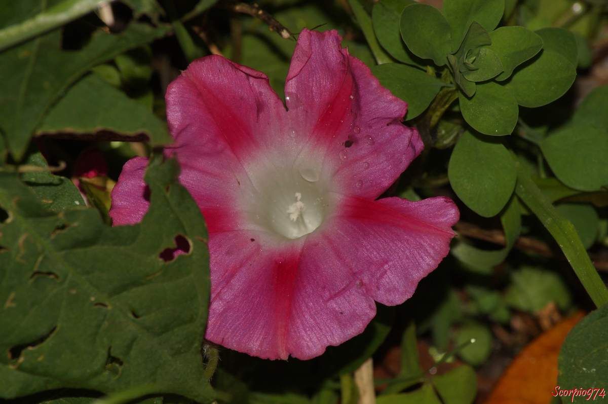 La Fleur Ipomée Pourpre Ipomoea Purpurea L Roth 1787
