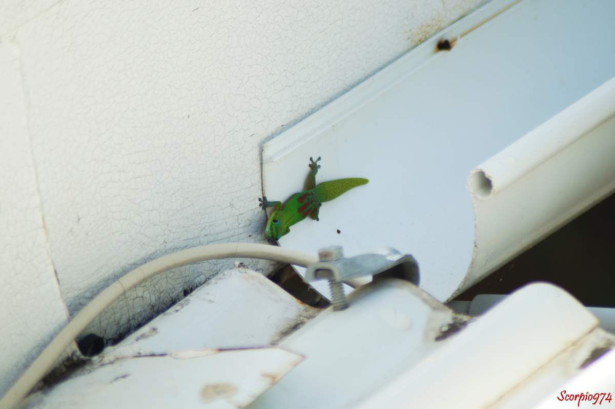 Gecko vert à trois tâches, Gecko vert à trois tâches Réunion, Gecko vert à trois tâches à la Réunion, Gecko vert à trois tâches Réunion, Gecko vert à trois tâches de la Réunion, Gecko vert à trois tâches 974, Phelsuma Laticauda, Phelsuma Laticauda Réunion, Phelsuma Laticauda 974, Phelsuma Laticauda à la Réunion, Phelsuma Laticauda de la Réunion, gecko, gecko Réunion, gecko 974, gecko à la Réunion, gecko de la Réunion, gecko vert de la Réunion, gecko vert à la Réunion, gecko vert, gecko vert 974, gecko vert Réunion, espèce invasive, espèces invasives, espèce invasive Réunion, espèce invasive 974, espèce invasive à la Réunion, espèce invasive de la Réunion, espèces invasives de la Réunion, espèces invasives Réunion, espèces invasives à la Réunion, espèces invasives 974, nuisible, nuisible 974, nuisible Réunion, nuisible à la Réunion, nuisible de la Réunion, nuisibles, nuisibles 974, nuisibles Réunion, nuisibles à la Réunion, nuisibles de la Réunion, lézard, lézard à la Réunion, lézard de la Réunion, lézard Réunion, lézard 974, lézards Réunion, lézard 974, lézards à la Réunion, lézards de la Réunion, lézard vert, lézard vert Réunion,, lézard vert 974, lézard vert à la Réunion, lézard vert, de la Réunion