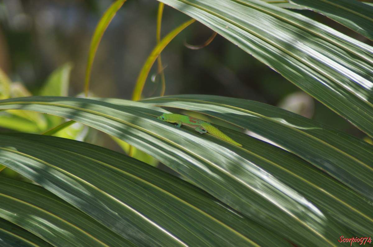 Gecko vert à trois tâches, Gecko vert à trois tâches Réunion, Gecko vert à trois tâches à la Réunion, Gecko vert à trois tâches Réunion, Gecko vert à trois tâches de la Réunion, Gecko vert à trois tâches 974, Phelsuma Laticauda, Phelsuma Laticauda Réunion, Phelsuma Laticauda 974, Phelsuma Laticauda à la Réunion, Phelsuma Laticauda de la Réunion, gecko, gecko Réunion, gecko 974, gecko à la Réunion, gecko de la Réunion, gecko vert de la Réunion, gecko vert à la Réunion, gecko vert, gecko vert 974, gecko vert Réunion, espèce invasive, espèces invasives, espèce invasive Réunion, espèce invasive 974, espèce invasive à la Réunion, espèce invasive de la Réunion, espèces invasives de la Réunion, espèces invasives Réunion, espèces invasives à la Réunion, espèces invasives 974, nuisible, nuisible 974, nuisible Réunion, nuisible à la Réunion, nuisible de la Réunion, nuisibles, nuisibles 974, nuisibles Réunion, nuisibles à la Réunion, nuisibles de la Réunion, lézard, lézard à la Réunion, lézard de la Réunion, lézard Réunion, lézard 974, lézards Réunion, lézard 974, lézards à la Réunion, lézards de la Réunion, lézard vert, lézard vert Réunion,, lézard vert 974, lézard vert à la Réunion, lézard vert, de la Réunion