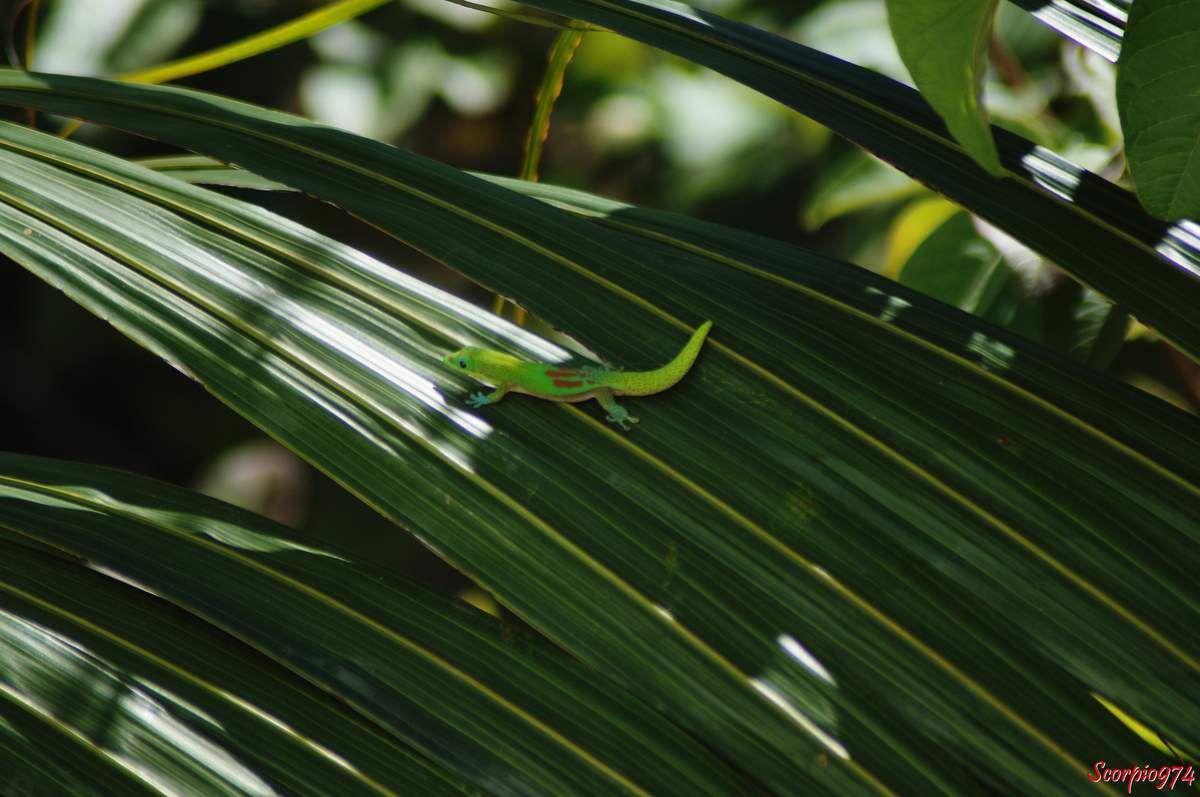 Gecko vert à trois tâches, Gecko vert à trois tâches Réunion, Gecko vert à trois tâches à la Réunion, Gecko vert à trois tâches Réunion, Gecko vert à trois tâches de la Réunion, Gecko vert à trois tâches 974, Phelsuma Laticauda, Phelsuma Laticauda Réunion, Phelsuma Laticauda 974, Phelsuma Laticauda à la Réunion, Phelsuma Laticauda de la Réunion, gecko, gecko Réunion, gecko 974, gecko à la Réunion, gecko de la Réunion, gecko vert de la Réunion, gecko vert à la Réunion, gecko vert, gecko vert 974, gecko vert Réunion, espèce invasive, espèces invasives, espèce invasive Réunion, espèce invasive 974, espèce invasive à la Réunion, espèce invasive de la Réunion, espèces invasives de la Réunion, espèces invasives Réunion, espèces invasives à la Réunion, espèces invasives 974, nuisible, nuisible 974, nuisible Réunion, nuisible à la Réunion, nuisible de la Réunion, nuisibles, nuisibles 974, nuisibles Réunion, nuisibles à la Réunion, nuisibles de la Réunion, lézard, lézard à la Réunion, lézard de la Réunion, lézard Réunion, lézard 974, lézards Réunion, lézard 974, lézards à la Réunion, lézards de la Réunion, lézard vert, lézard vert Réunion,, lézard vert 974, lézard vert à la Réunion, lézard vert, de la Réunion