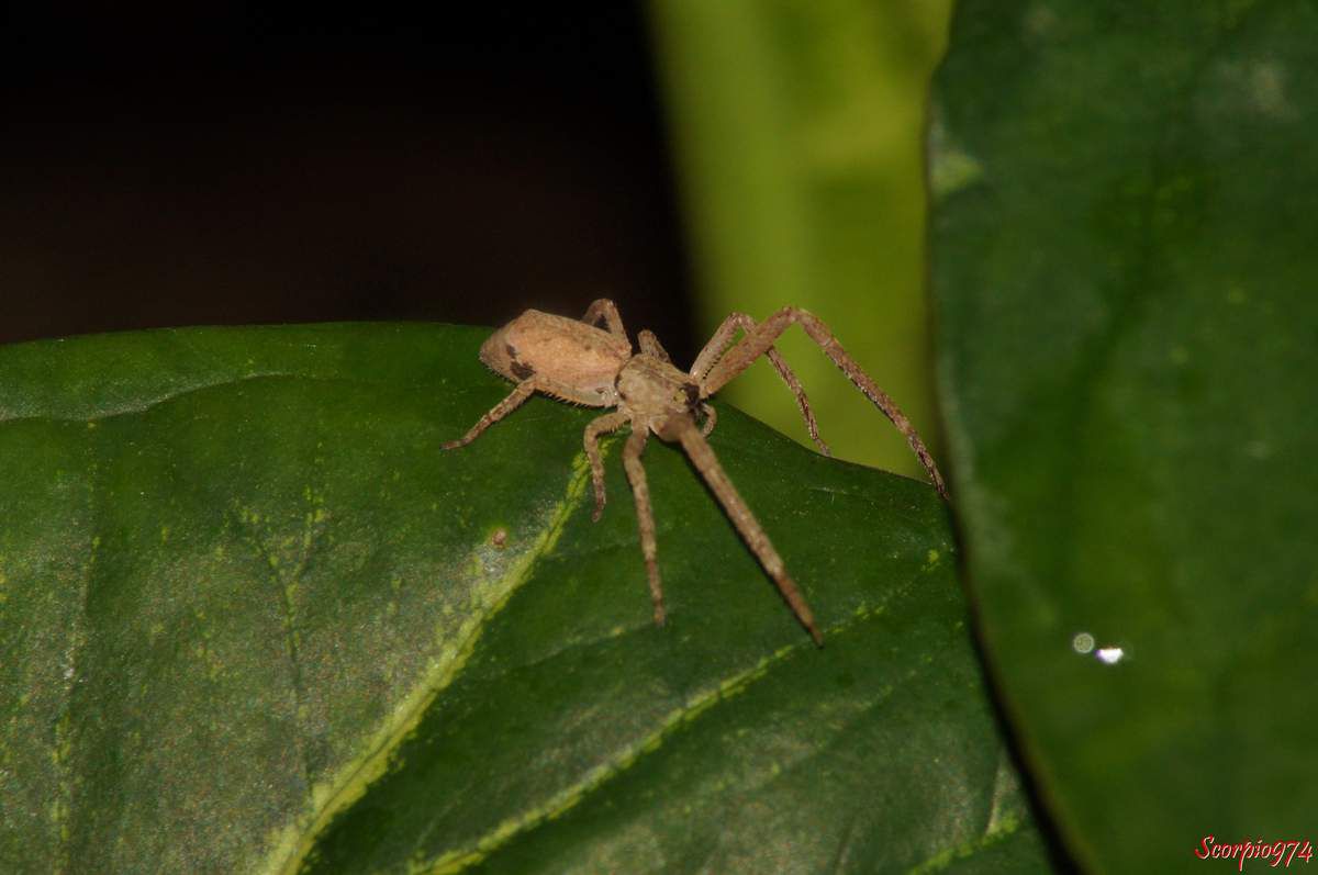 Prepotelus lanceolatus, Prepotelus lanceolatus 974, Prepotelus lanceolatus Réunion Prepotelus lanceolatus à la Réuion, Prepotelus lanceolatus de la Réunion, Prepotelus lanceolatus (Simon, 1898), Prepotelus lanceolatus (Simon, 1898) 974, Prepotelus lanceolatus (Simon, 1898) Réunion, Prepotelus lanceolatus (Simon, 1898) à la Réunion, Prepotelus lanceolatus (Simon, 1898) de la Réunion, Araignée, araignée 974, araignée de la Réunion, araignée Réunion, araignée à la Réunion, araignées, araignées de la Réunion, araignées à la Réunion, araignées 974, araignées Réunion, araignée juvénile, araignée juvénile 974, araignée juvénile Réunion, araignée de la Réunion, araignée à la Réunion, araignée orangée, araignée orangée 974, araignée orangée Réunion, araignée orangée de la Réunion, araignée orangée à la Réunion, araignée sans toile, araignée sans toile 974, araignée sans toile Réunion, araignée sans toile à la Réunion, araignée sans toile de la Réunion