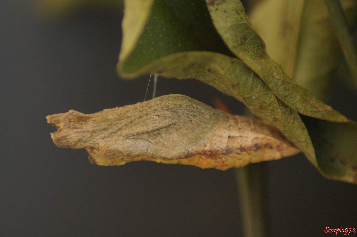 Papillon de Vinson, Papillon de Vinson 974, Papillon de Vinson Réunion, Papillon de Vinson à la Réunion, Papillon de Vinson de la Réunion, chenille Papillon de Vinson, chenille Papillon de Vinson 974, chenille Papillon de Vinson Réunion, chenille Papillon de Vinson Réunion, chenille Papillon de Vinson de la Réunion, chenille Papillon de Vinson à la Réunion, chenille Voilier des citronniers, chenille Voilier des citronniers 974, chenille Voilier des citronniers Réunion, chenille Voilier des citronniers à la Réunion, chenille Voilier des citronniers de la Réunion, Voilier des citronniers, Voilier des citronniers 974, Voilier des citronniers Réunion, Voilier des citronniers à la Réunion, Voilier des citronniers de la Réunion, Papilio demodocus (Esper, 1798), Papilio demodocus, Papilio demodocus 974, papilio demodocus Réunion, Papillon noir et jaune, papillon noire et jaune 974, grand papillon noir et jaune Réunion, demodocus 974, demodocus Réunion, demodocus à la Runion, demodocus de la Réunion, chenille 974, chenille Réunion, chenille, chenille à la Réunion, chenille de la Réunion, chenille du citronnier, chenille du citronnier 974, chenille du citronnier Réunion, chenille du citronnier à la Réunion, chenille du citronnier de la Réunion, chenille noire, chenille noire de la Réunion, chenille noire à la Réunion, chenille noire Réunion, chenille noire à bandes blanches , chenille noire à bandes blanches 974, chenille noire à bandes blanches Réunion, chenille noire à bandes blanches de la Réunion, chenille noire à bandes blanches à la Réunion, chenille Papilio demodocus, chenille Papilio demodocus 974, chenille Papilio demodocus Réunion, chenille Papilio demodocus de la Réunion, chenille Papilio demodocus à la Réunion