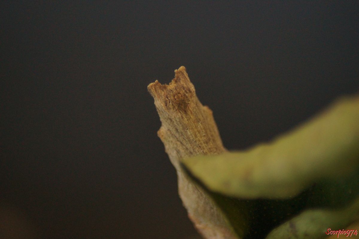 Papillon de Vinson, Papillon de Vinson 974, Papillon de Vinson Réunion, Papillon de Vinson à la Réunion, Papillon de Vinson de la Réunion, chenille Papillon de Vinson, chenille Papillon de Vinson 974, chenille Papillon de Vinson Réunion, chenille Papillon de Vinson Réunion, chenille Papillon de Vinson de la Réunion, chenille Papillon de Vinson à la Réunion, chenille Voilier des citronniers, chenille Voilier des citronniers 974, chenille Voilier des citronniers Réunion, chenille Voilier des citronniers à la Réunion, chenille Voilier des citronniers de la Réunion, Voilier des citronniers, Voilier des citronniers 974, Voilier des citronniers Réunion, Voilier des citronniers à la Réunion, Voilier des citronniers de la Réunion, Papilio demodocus (Esper, 1798), Papilio demodocus, Papilio demodocus 974, papilio demodocus Réunion, Papillon noir et jaune, papillon noire et jaune 974, grand papillon noir et jaune Réunion, demodocus 974, demodocus Réunion, demodocus à la Runion, demodocus de la Réunion, chenille 974, chenille Réunion, chenille, chenille à la Réunion, chenille de la Réunion, chenille du citronnier, chenille du citronnier 974, chenille du citronnier Réunion, chenille du citronnier à la Réunion, chenille du citronnier de la Réunion, chenille noire, chenille noire de la Réunion, chenille noire à la Réunion, chenille noire Réunion, chenille noire à bandes blanches , chenille noire à bandes blanches 974, chenille noire à bandes blanches Réunion, chenille noire à bandes blanches de la Réunion, chenille noire à bandes blanches à la Réunion, chenille Papilio demodocus, chenille Papilio demodocus 974, chenille Papilio demodocus Réunion, chenille Papilio demodocus de la Réunion, chenille Papilio demodocus à la Réunion