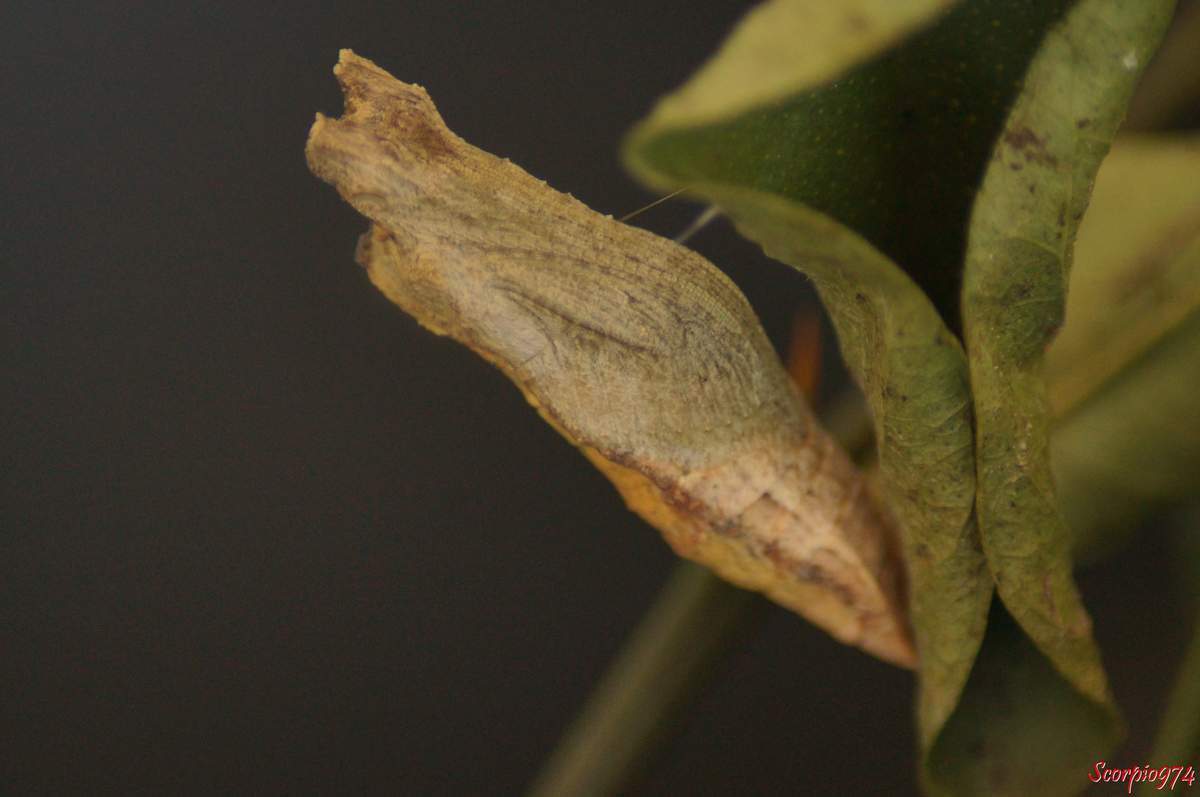 Le développement du cocon du Voilier des citronniers (Papilio demodocus (Esper, 1798)).