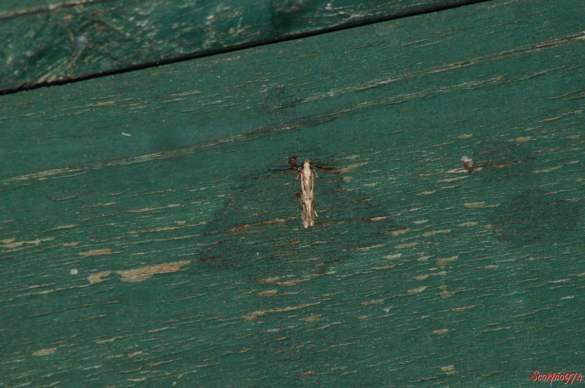 Papillon, papillon 974, papillon Réunion, papillon de la Réunion, papillon à la Réunion, petit papillon, petit papillon 974, petit papillon Réunion, petit papillon de la Réunion, petit papillon à la Réunion, papillon de la famille des Stathmopodidae, papillon de la famille des Stathmopodidae 974, papillon de la famille des Stathmopodidae Réunion, papillon de la famille des Stathmopodidae de la Réunion, papillon de la famille des Stathmopodidae à la Réunion, insecte de la Réunion, insecte à la Réunion, insecte Réunion, insecte 974