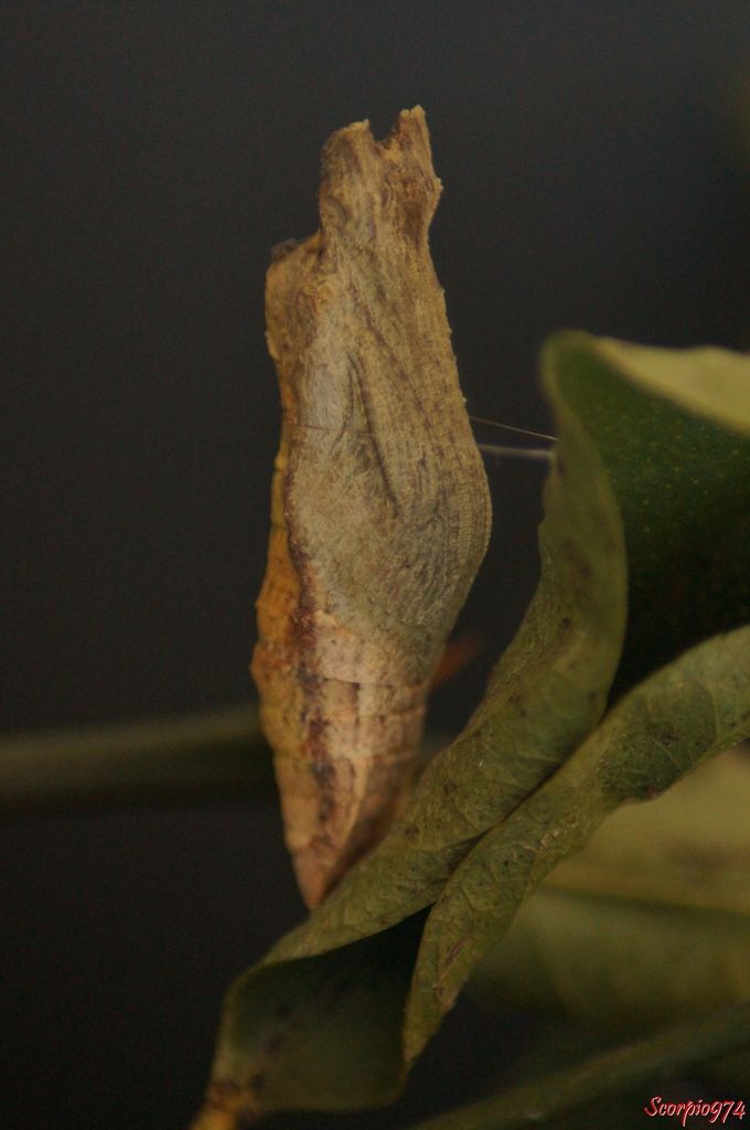 Papillon de Vinson, Papillon de Vinson 974, Papillon de Vinson Réunion, Papillon de Vinson à la Réunion, Papillon de Vinson de la Réunion, chenille Papillon de Vinson, chenille Papillon de Vinson 974, chenille Papillon de Vinson Réunion, chenille Papillon de Vinson Réunion, chenille Papillon de Vinson de la Réunion, chenille Papillon de Vinson à la Réunion, chenille Voilier des citronniers, chenille Voilier des citronniers 974, chenille Voilier des citronniers Réunion, chenille Voilier des citronniers à la Réunion, chenille Voilier des citronniers de la Réunion, Voilier des citronniers, Voilier des citronniers 974, Voilier des citronniers Réunion, Voilier des citronniers à la Réunion, Voilier des citronniers de la Réunion, Papilio demodocus (Esper, 1798), Papilio demodocus, Papilio demodocus 974, papilio demodocus Réunion, Papillon noir et jaune, papillon noire et jaune 974, grand papillon noir et jaune Réunion, demodocus 974, demodocus Réunion, demodocus à la Runion, demodocus de la Réunion, chenille 974, chenille Réunion, chenille, chenille à la Réunion, chenille de la Réunion, chenille du citronnier, chenille du citronnier 974, chenille du citronnier Réunion, chenille du citronnier à la Réunion, chenille du citronnier de la Réunion, chenille noire, chenille noire de la Réunion, chenille noire à la Réunion, chenille noire Réunion, chenille noire à bandes blanches , chenille noire à bandes blanches 974, chenille noire à bandes blanches Réunion, chenille noire à bandes blanches de la Réunion, chenille noire à bandes blanches à la Réunion, chenille Papilio demodocus, chenille Papilio demodocus 974, chenille Papilio demodocus Réunion, chenille Papilio demodocus de la Réunion, chenille Papilio demodocus à la Réunion