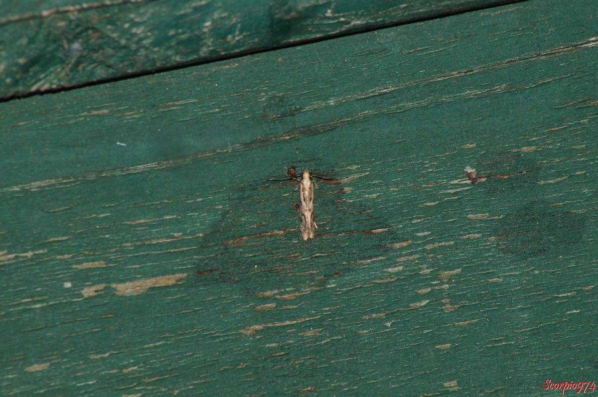 Papillon, papillon 974, papillon Réunion, papillon de la Réunion, papillon à la Réunion, petit papillon, petit papillon 974, petit papillon Réunion, petit papillon de la Réunion, petit papillon à la Réunion, papillon de la famille des Stathmopodidae, papillon de la famille des Stathmopodidae 974, papillon de la famille des Stathmopodidae Réunion, papillon de la famille des Stathmopodidae de la Réunion, papillon de la famille des Stathmopodidae à la Réunion, insecte de la Réunion, insecte à la Réunion, insecte Réunion, insecte 974