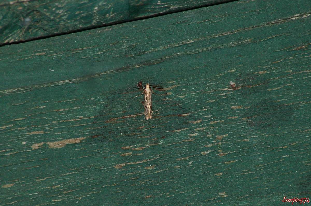 Papillon, papillon 974, papillon Réunion, papillon de la Réunion, papillon à la Réunion, petit papillon, petit papillon 974, petit papillon Réunion, petit papillon de la Réunion, petit papillon à la Réunion, papillon de la famille des Stathmopodidae, papillon de la famille des Stathmopodidae 974, papillon de la famille des Stathmopodidae Réunion, papillon de la famille des Stathmopodidae de la Réunion, papillon de la famille des Stathmopodidae à la Réunion, insecte de la Réunion, insecte à la Réunion, insecte Réunion, insecte 974